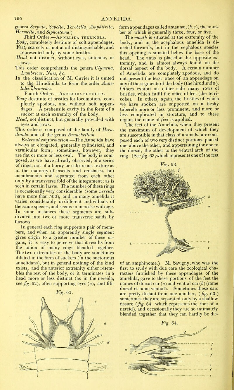 genera Serpula, Sabellu, Tertbellu, Awphitrite, Hermella, and Siphosto?na.) Third Order.—Annelida terricola. Body, completely destitute of soft appendages. Feet, scarcely or not at all distinguishable, and represented only by some bristles. Head not distinct, without eyes, antennae, or jaws. This order comprehends the genera Clymena, Lumbricus, Nais, £?c. In the classification of M. Cuvier it is united to the Hirudinida to form the order Anne- lides ubranc/tes. Fourth Order.—Annelida suctoria. Body destitute of bristles for locomotion, com- pletely apodous, and without soft appen- dages. A prehensile cavity in the form of a sucker at each extremity of the body. Head, not distinct, but generally provided with eyes and jaws. This order is composed of the family of Hiru- dinida, and of the genus Branchellion. External conformation.—The Annelida have always an elongated, generally cylindrical, and vermicular form; sometimes, however, they are flat or more or less oval. The body is com- posed, as we have already observed, of a series of rings, not of a horny or calcareous texture as in the majority of insects and Crustacea, but membranous and separated from each other only by a transverse fold of the integument; as is seen in certain larvae. The number of these rings is occasionally very considerable (some nereida have more than 500), and in many annelida it varies considerably in different individuals of the same species, and seems to increase with age. In some instances these segments are sub- divided into two or more transverse bands by furrows. In general each ring supports a pair of mem- bers, and when an apparently single segment gives origin to a greater number of these or- gans, it is easy to perceive that it results from the union of many rings blended together. The two extremities of the body are sometimes dilated in the form of suckers (in the suctorious annelidans), but in general nothing of the kind exists, and the anterior extremity either resem- bles the rest of the body, or it terminates in a head more or less distinct (as in the nereida, see Jig. 62), often supporting eyes («), and fili- Fig. 62. . I .V \J 1 form appendages called antennae, (6,c), the num- ber of which is generally three, four, or five. The mouth is situated at the extremity of the body, and in the acephalous annelida is di- rected forwards, but in the cephalous species this opening is situated below the base of the head. The anus is placed at the opposite ex- tremity, and is almost always found on the dorsal aspect of the body. A certain number of Annelida are completely apodous, and do not present the least trace of an appendage on any of the segments of the body (the hirudinidae). Others exhibit on either side many rows of bristles, which fulfil the office of feet (the terri- colae). In others, again, the bristles of which we have spoken are supported on a fleshy tubercle more or less prominent, and more or less complicated in structure, and to these organs the name of feet is applied. The feet of the Annelida, when they present the maximum of development of which they are susceptible in that class of animals, are com- posed each of two very distinct portions, placed one above the other, and appertaining the one to the dorsal, the other to the ventral arch of the ring. (See Jig. 63,which represents one of the feet Fig. 63. of an amphinome.) M. Savigny, who was the first to study with due care the zoological cha- racters furnished by these appendages of the annelida, gave to these portions of the feet the names of dorsal oar (a) and ventral oar (b) (rame dorsal et rame ventral). Sometimes these oars are pretty distant from one another, (Jig. 63.) sometimes they are separated only by a shallow fissure (fig- 64. which represents the foot of a nereid), and occasionally they are so intimately blended together that they can hardly be dis-