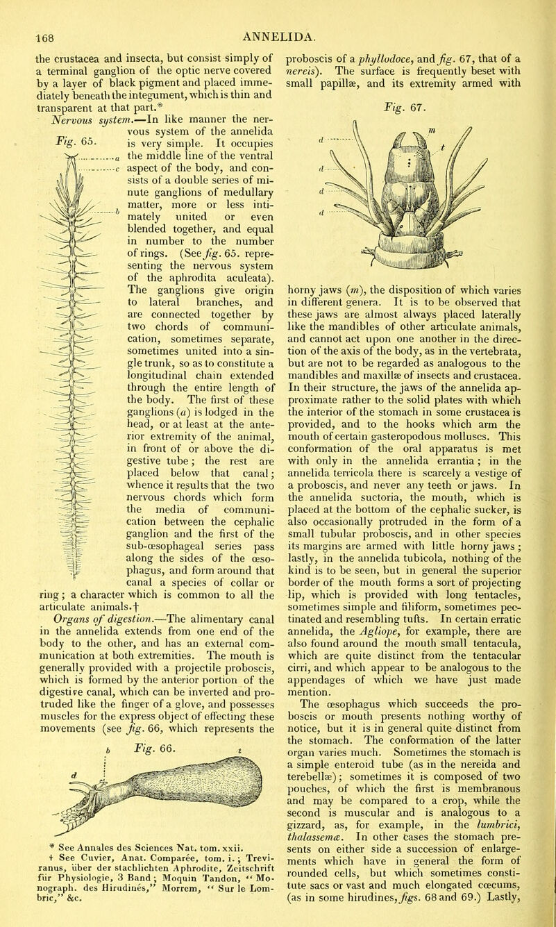 the Crustacea and insecta, but consist simply of a terminal ganglion of the optic nerve covered by a layer of black pigment and placed imme- diately beneath the integument, which is thin and transparent at that part.* Nervous system.—In like manner the ner- vous system of the annelida Fig. 65. is very simple. It occupies the middle line of the ventral aspect of the body, and con- sists of a double series of mi- nute ganglions of medullary matter, more or less inti- mately united or even blended together, and equal in number to the number of rings. (See Jig. 65. repre- senting the nervous system of the aphrodita aculeata). The ganglions give origin to lateral branches, and are connected together by two chords of communi- cation, sometimes separate, sometimes united into a sin- gle trunk, so as to constitute a longitudinal chain extended through the entire length of the body. The first of these ganglions (a) is lodged in the head, or at least at the ante- rior extremity of the animal, in front of or above the di- gestive tube; the rest are placed below that canal; whence it results that the two nervous chords which form the media of communi- cation between the cephalic ganglion and the first of the sub-cesophageal series pass along the sides of the oeso- phagus, and form around that canal a species of collar or ring; a character which is common to all the articulate animals.f Organs of digestion.—The alimentary canal in the annelida extends from one end of the body to the other, and has an external com- munication at both extremities. The mouth is generally provided with a projectile proboscis, which is formed by the anterior portion of the digestive canal, which can be inverted and pro- truded like the finger of a glove, and possesses muscles for the express object of effecting these movements (see Jig. 66, which represents the •i. Fig. 66. * See Annales des Sciences Nat. torn. xxii. + See Cuvier, Anat. Coraparee, torn. i.; Trevi- ranus, iiber der stachlichten Aphrodite, Zeitschrift fur Physiologic 3 Band; Moquin Tandon, Mo- nograph, des Hirudines, Morrem,  Sur le Lom- bric, &c. proboscis of a phyllodoce, and^g- 67, that of a nereis). The surface is frequently beset with small papillae, and its extremity armed with Fig. 67. horny jaws (m), the disposition of which varies in different genera. It is to be observed that these jaws are almost always placed laterally like the mandibles of other articulate animals, and cannot act upon one another in the direc- tion of the axis of the body, as in the vertebrata, but are not to be regarded as analogous to the mandibles and maxilla of insects and Crustacea. In their structure, the jaws of the annelida ap- proximate rather to the solid plates with which the interior of the stomach in some Crustacea is provided, and to the hooks which arm the mouth of certain gasteropodous molluscs. This conformation of the oral apparatus is met with only in the annelida errantia; in the annelida tenicola there is scarcely a vestige of a proboscis, and never any teeth or jaws. In the annelida suctoria, the mouth, which is placed at the bottom of the cephalic sucker, is also occasionally protruded in the form of a small tubular proboscis, and in other species its margins are armed with little horny jaws ; lastly, in the annelida tubicola, nothing of the kind is to be seen, but in general the superior border of the mouth forms a sort of projecting lip, which is provided with long tentacles, sometimes simple and filiform, sometimes pec- tinated and resembling tufts. In certain erratic annelida, the Agliope, for example, there are also found around the mouth small tentacula, which are quite distinct from the tentacular cirri, and which appear to be analogous to the appendages of which we have just made mention. The oesophagus which succeeds the pro- boscis or mouth presents nothing worthy of notice, but it is in general quite distinct from the stomach. The conformation of the latter organ varies much. Sometimes the stomach is a simple enteroid tube (as in the nereida and terebellse); sometimes it is composed of two pouches, of which the first is membranous and may be compared to a crop, while the second is muscular and is analogous to a gizzard, as, for example, in the lumbrici, thalassem<c. In other Cases the stomach pre- sents on either side a succession of enlarge- ments which have in general the form of rounded cells, but which sometimes consti- tute sacs or vast and much elongated ccecums, (as in some hirudines, Jigs. 68 and 69.) Lastly,