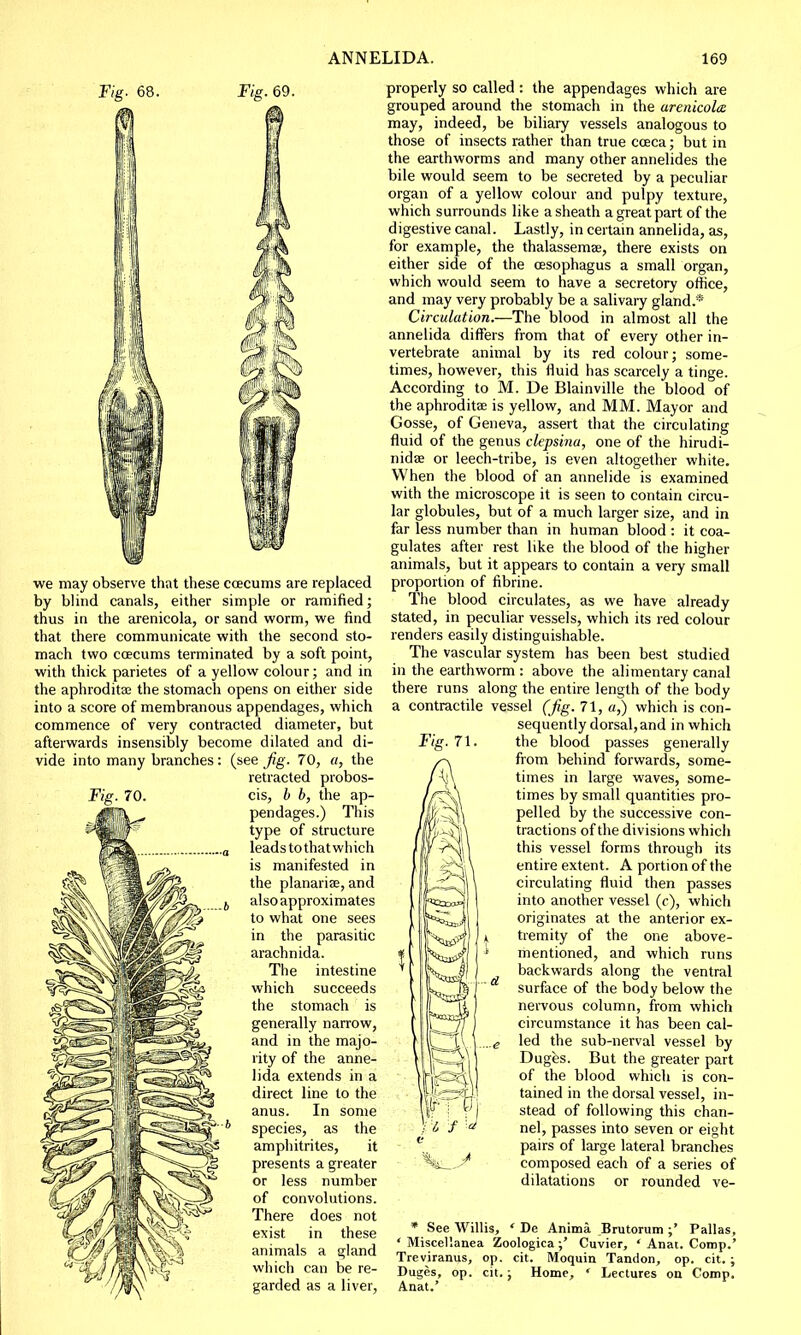 Fig. 68. Fig. 69. we may observe that these ccecums are replaced by blind canals, either simple or ramified; thus in the arenicola, or sand worm, we find that there communicate with the second sto- mach two ccecums terminated by a soft point, with thick parietes of a yellow colour; and in the aphroditae the stomach opens on either side into a score of membranous appendages, which commence of very contracted diameter, but afterwards insensibly become dilated and di- vide into many branches: (see Jig. 70, a, the retracted probos- Fig. 70. cis, b b, the ap- pendages.) This type of structure leads to thatwhich is manifested in the planarise, and also approximates to what one sees in the parasitic arachnida. The intestine which succeeds the stomach is generally narrow, and in the majo- rity of the anne- lida extends in a direct line to the anus. In some species, as the amphitrites, it presents a greater or less number of convolutions. There does not exist in these animals a gland which can be re- garded as a liver, properly so called : the appendages which are grouped around the stomach in the arenicola may, indeed, be biliary vessels analogous to those of insects rather than true cceca; but in the earthworms and many other annelides the bile would seem to be secreted by a peculiar organ of a yellow colour and pulpy texture, which surrounds like a sheath a great part of the digestive canal. Lastly, in certain annelida, as, for example, the thalassemae, there exists on either side of the oesophagus a small organ, which would seem to have a secretory office, and may very probably be a salivary gland.* Circulation.—The blood in almost all the annelida differs from that of every other in- vertebrate animal by its red colour; some- times, however, this fluid has scarcely a tinge. According to M. De Blainville the blood of the aphroditse is yellow, and MM. Mayor and Gosse, of Geneva, assert that the circulating fluid of the genus clepsina, one of the hirudi- nidse or leech-tribe, is even altogether white. When the blood of an annelide is examined with the microscope it is seen to contain circu- lar globules, but of a much larger size, and in far less number than in human blood : it coa- gulates after rest like the blood of the higher animals, but it appears to contain a very small proportion of fibrine. The blood circulates, as we have already stated, in peculiar vessels, which its red colour renders easily distinguishable. The vascular system has been best studied in the earthworm : above the alimentary canal there runs along the entire length of the body a contractile vessel (Jig. 71, a,) which is con- sequently dorsal, and in which the blood passes generally from behind forwards, some- times in large waves, some- times by small quantities pro- pelled by the successive con- tractions of the divisions which this vessel forms through its entire extent. A portion of the circulating fluid then passes into another vessel (c), which originates at the anterior ex- tremity of the one above- mentioned, and which runs backwards along the ventral surface of the body below the nervous column, from which circumstance it has been cal- led the sub-nerval vessel by Duges. But the greater part of the blood which is con- tained in the dorsal vessel, in- stead of following this chan- nel, passes into seven or eight pairs of large lateral branches composed each of a series of dilatations or rounded ve- f W e hi* * See Willis, ' De Anima Brutorum ;' Pallas, ' Miscellanea Zoologica Cuvier, ' Anal. Comp.' Treviranus, op. cit. Moquin Tandon, op. cit. ; Duges, op. cit.; Home, ' Lectures on Comp. Anat.'