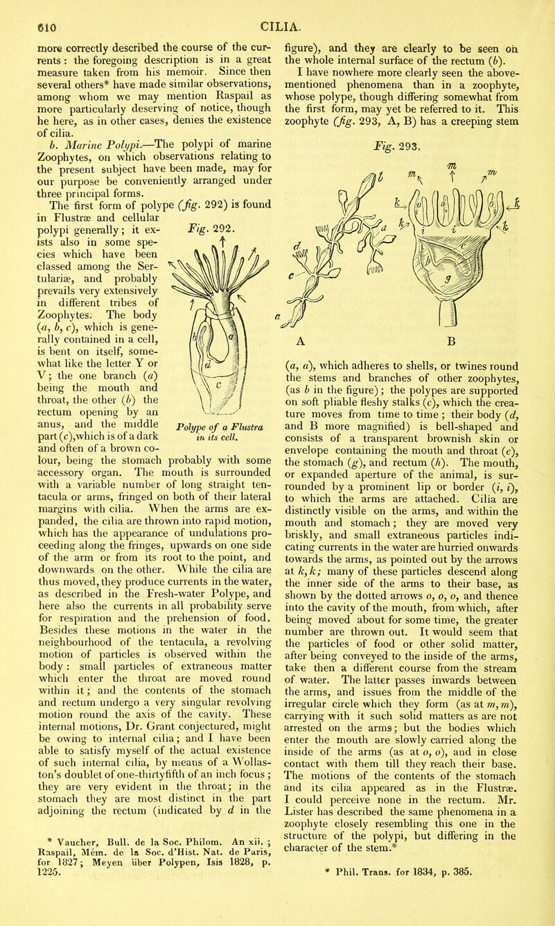 Polype of a Flustra in its cell. more correctly described the course of the cur- rents : the foregoing description is in a great measure taken from his memoir. Since then several others* have made similar observations, among whom we may mention Raspail as more particularly deserving of notice, though he here, as in other cases, denies the existence of cilia. b. Marine Polypi.—The polypi of marine Zoophytes, on which observations relating to the present subject have been made, may for our purpose be conveniently arranged under three principal forms. The first form of polype (fig. 292) is found in Flustrae and cellular polypi generally; it ex- Fig. 292. ists also in some spe- Nt cies which have been classed among the Ser- K tulariae, and probably prevails very extensively in different tribes of Zoophytes. The body (a, b, c), which is gene- rally contained in a cell, is bent on itself, some- what like the letter Y or V; the one branch (a) being the mouth and throat, the other (b) the rectum opening by an anus, and the middle part (c),which is of a dark and often of a brown co- lour, being the stomach probably with some accessory organ. The mouth is surrounded with a variable number of long straight ten- tacula or arms, fringed on both of their lateral margins with cilia. When the arms are ex- panded, the cilia are thrown into rapid motion, which has the appearance of undulations pro- ceeding along the fringes, upwards on one side of the arm or from its root to the point, and downwards on the other. While the cilia are thus moved, they produce currents in the water, as described in the Fresh-water Polype, and here also the currents in all probability serve for respiration and the prehension of food. Besides these motions in the water in the neighbourhood of the tentacula, a revolving motion of particles is observed within the body: small particles of extraneous matter which enter the throat are moved round within it; and the contents of the stomach and rectum undergo a very singular revolving motion round the axis of the cavity. These internal motions, Dr. Grant conjectured, might be owing to internal cilia; and I have been able to satisfy myself of the actual existence of such internal cilia, by means of a Wollas- ton's doublet of one-thirtyrifth of an inch focus ; they are very evident in the throat; in the stomach they are most distinct in the part adjoining the rectum (indicated by d in the * Vaucher, Bull, de la Soc. Philom. An xii. ; Raspail, Mem. de la Soc. d'Hist. Nat. de Paris, for 1827: Meyen u'ber Polypen, Isis 1828, p. figure), and they are clearly to be seen oh the whole internal surface of the rectum (6). I have nowhere more clearly seen the above- mentioned phenomena than in a zoophyte, whose polype, though differing somewhat from the first form, may yet be referred to it. This zoophyte (Jig. 293, A, B) has a creeping stem Fig. 293. (a, a), which adheres to shells, or twines round the stems and branches of other zoophytes, (as b in the figure); the polypes are supported on soft pliable fleshy stalks (c), which the crea- ture moves from time to time ; their body (d, and B more magnified) is bell-shaped and consists of a transparent brownish skin or envelope containing the mouth and throat (e), the stomach (g), and rectum (A). The mouth, or expanded aperture of the animal, is sur- rounded by a prominent lip or border (j, i), to which the arms are attached. Cilia are distinctly visible on the arms, and within the mouth and stomach; they are moved very briskly, and small extraneous particles indi- cating currents in the water are hurried onwards towards the arms, as pointed out by the arrows at /c, Jc ; many of these particles descend along the inner side of the arms to their base, as shown by the dotted arrows o, o, o, and thence into the cavity of the mouth, from which, after being moved about for some time, the greater number are thrown out. It would seem that the particles of food or other solid matter, after being conveyed to the inside of the arms, take then a different course from the stream of water. The latter passes inwards between the arms, and issues from the middle of the irregular circle which they form (as at m, m), carrying with it such solid matters as are not arrested on the arms; but the bodies which enter the mouth are slowly carried along the inside of the arms (as at o, o), and in close contact with them till they reach their base. The motions of the contents of the stomach and its cilia appeared as in the Flustra?. I could perceive none in the rectum. Mr. Lister has described the same phenomena in a zoophyte closely resembling this one in the structure of the polypi, but differing in the character of the stem.*