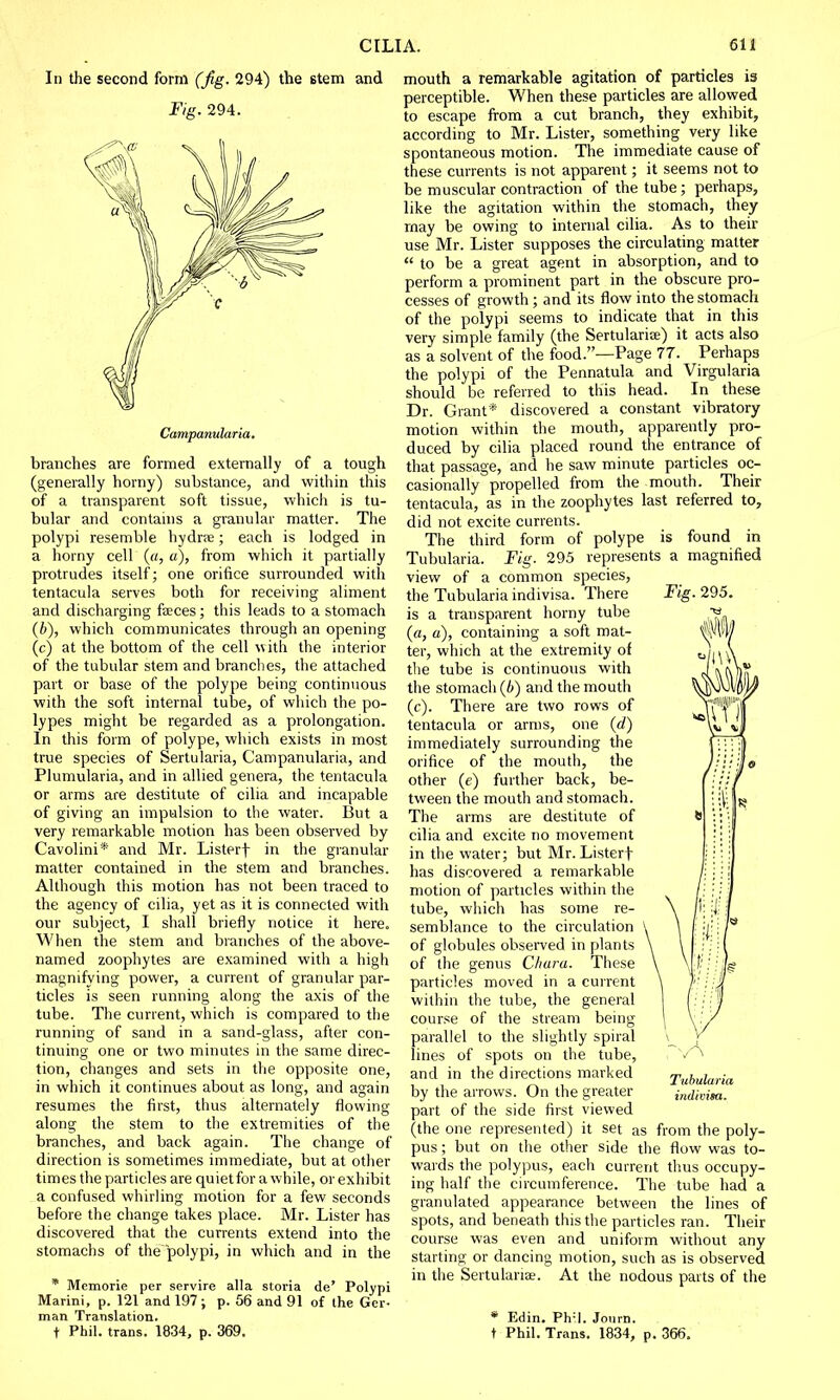 In the second form (fig. 294) the stem and Fig. 294. Campanularia. branches are formed externally of a tough (generally horny) substance, and within this of a transparent soft tissue, which is tu- bular and contains a granular matter. The polypi resemble hydra?; each is lodged in a horny cell («, a), from which it partially protrudes itself; one orifice surrounded with tentacula serves both for receiving aliment and discharging faeces; this leads to a stomach (6), which communicates through an opening (c) at the bottom of the cell with the interior of the tubular stem and branches, the attached part or base of the polype being continuous with the soft internal tube, of which the po- lypes might be regarded as a prolongation. In this form of polype, which exists in most true species of Sertularia, Campanularia, and Plumularia, and in allied genera, the tentacula or arms are destitute of cilia and incapable of giving an impulsion to the water. But a very remarkable motion has been observed by Cavolini* and Mr. Listerf in the granular matter contained in the stem and branches. Although this motion has not been traced to the agency of cilia, yet as it is connected with our subject, I shall briefly notice it here. When the stem and branches of the above- named zoophytes are examined with a high magnifying power, a current of granular par- ticles is seen running along the axis of the tube. The current, which is compared to the running of sand in a sand-glass, after con- tinuing one or two minutes in the same direc- tion, changes and sets in the opposite one, in which it continues about as long, and again resumes the first, thus alternately flowing along the stem to the extremities of the branches, and back again. The change of direction is sometimes immediate, but at other times the particles are quietfor a while, or exhibit a confused whirling motion for a few seconds before the change takes place. Mr. Lister has discovered that the currents extend into the stomachs of the polypi, in which and in the * Memorie per servire alia storia de' Polypi Marini, p. 121 and 197 ; p. 56 and 91 of the Ger- man Translation. mouth a remarkable agitation of particles is perceptible. When these particles are allowed to escape from a cut branch, they exhibit, according to Mr. Lister, something very like spontaneous motion. The immediate cause of these currents is not apparent; it seems not to be muscular contraction of the tube; perhaps, like the agitation within the stomach, they may be owing to internal cilia. As to their use Mr. Lister supposes the circulating matter  to be a great agent in absorption, and to perform a prominent part in the obscure pro- cesses of growth ; and its flow into the stomach of the polypi seems to indicate that in this very simple family (the Sertularia;) it acts also as a solvent of the food.—Page 77. Perhaps the polypi of the Pennatula and Virgularia should be referred to this head. In these Dr. Grant* discovered a constant vibratory motion within the mouth, apparently pro- duced by cilia placed round the entrance of that passage, and he saw minute particles oc- casionally propelled from the mouth. Their tentacula, as in the zoophytes last referred to, did not excite currents. The third form of polype is found in Tubularia. Fig. 295 represents a magnified view of a common species, the Tubularia indivisa. There Fig. 295. is a transparent horny tube y (a, a), containing a soft mat- ^w|/ ter, which at the extremity of the tube is continuous with the stomach (6) and the mouth (c). There are two rows of tentacula or arms, one (d) immediately surrounding the orifice of the mouth, the other (e) further back, be- tween the mouth and stomach. The arms are destitute of cilia and excite no movement in the water; but Mr. Listerf has discovered a remarkable motion of particles within the /• tube, which has some re- \ |i: $ semblance to the circulation of globules observed in plants of the genus Chum. These particles moved in a current within the tube, the general course of the stream being parallel to the slightly spiral lines of spots on the tube, and in the directions marked Tubularia by the arrows. On the greater indivisa. part of the side first viewed (the one represented) it set as from the poly- pus ; but on the other side the flow was to- wards the polypus, each current thus occupy- ing half the circumference. The tube had a granulated appearance between the lines of spots, and beneath this the particles ran. Their course was even and uniform without any starting or dancing motion, such as is observed in the Sertulanae. At the nodous parts of the * Edin. Phil. Journ.