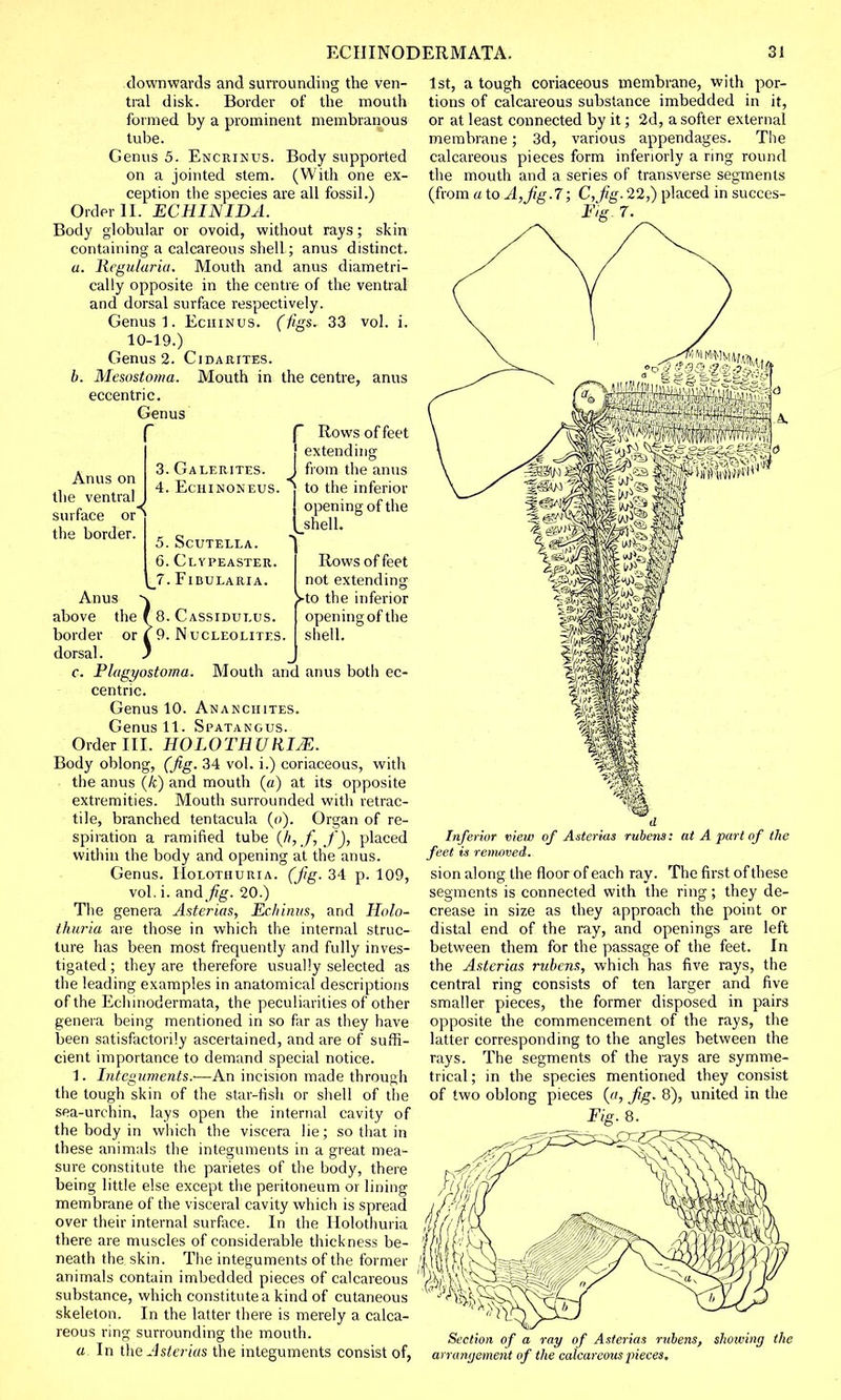 downwards and surrounding the ven- tral disk. Border of the mouth formed by a prominent membranous tube. Genus 5. Encrinus. Body supported on a jointed stem. (With one ex- ception the species are all fossil.) Order II. EC HI JS IDA. Body globular or ovoid, without rays ; skin containing a calcareous shell; anus distinct. a. liegularia. Mouth and anus diametri- cally opposite in the centre of the ventral and dorsal surface respectively. Genus 1. Echinus, (figs. 33 vol. i. 10-19.) Genus 2. Cidarites. b. Mesostoma. Mouth in the centre, anus eccentric. Genus r Anus on the ventral surface or the border. 3. Galerites. 4. EciIINONEUS. f Rows of feet [ extending J from the anus * to the inferior opening of the shell. 8. Cassidulus. 9. NuCLEOLITES. Rows of feet not extending ►to the inferior opening of the shell. Mouth and anus both ec- 5. Scutella. 6. Clypeaster, „ 7.Fibularia. Anus above the border dorsal. c. Plagyostoma. centric. Genus 10. Ananchites. Genus 11. Spatangus. Order III. HO LOTH U RIM. Body oblong, (fig. 34 vol. i.) coriaceous, with the anus (k) and mouth (a) at its opposite extremities. Mouth surrounded with retrac- tile, branched tentacula (o). Organ of re- spiration a ramified tube (fi,.f,,f), placed within the body and opening at the anus. Genus. Holothuria. (Jig. 34 p. 109, vol. i. and Jig. 20.) The genera Asterias, Echinus, and Holo- thuria are those in which the internal struc- ture has been most frequently and fully inves- tigated ; they are therefore usually selected as the leading examples in anatomical descriptions of the Echinodermata, the peculiarities of other genera being mentioned in so far as they have been satisfactorily ascertained, and are of suffi- cient importance to demand special notice. 1. Integuments.—An incision made through the tough skin of the star-fish or shell of the sea-urchin, lays open the internal cavity of the body in which the viscera lie; so that in these animals the integuments in a great mea- sure constitute the parietes of the body, there being little else except the peritoneum or lining membrane of the visceral cavity which is spread over their internal surface. In the Holothuria there are muscles of considerable thickness be- neath the skin. The integuments of the former animals contain imbedded pieces of calcareous substance, which constitute a kind of cutaneous skeleton. In the latter there is merely a calca- reous ring surrounding the mouth. a In the Asterias the integuments consist of, 1st, a tough coriaceous membrane, with por- tions of calcareous substance imbedded in it, or at least connected by it; 2d, a softer external membrane; 3d, various appendages. The calcareous pieces form inferiorly a ring round the mouth and a series of transverse segments (from a to A,Jig.7; C, fig. 22,) placed in succes- F)g. 7. Inferior view of Asterias rubens: at A part of the feet ts removed. sion along the floor of each ray. The first of these segments is connected with the ring; they de- crease in size as they approach the point or distal end of the ray, and openings are left between them for the passage of the feet. In the Asterias rubens, which has five rays, the central ring consists of ten larger and five smaller pieces, the former disposed in pairs opposite the commencement of the rays, the latter corresponding to the angles between the rays. The segments of the rays are symme- trical ; in the species mentioned they consist of two oblong pieces {a, Jig. 8), united in the Fig. 8. Section of a ray of Asterias rubens, showing the arrangement of the calcareous pieces.