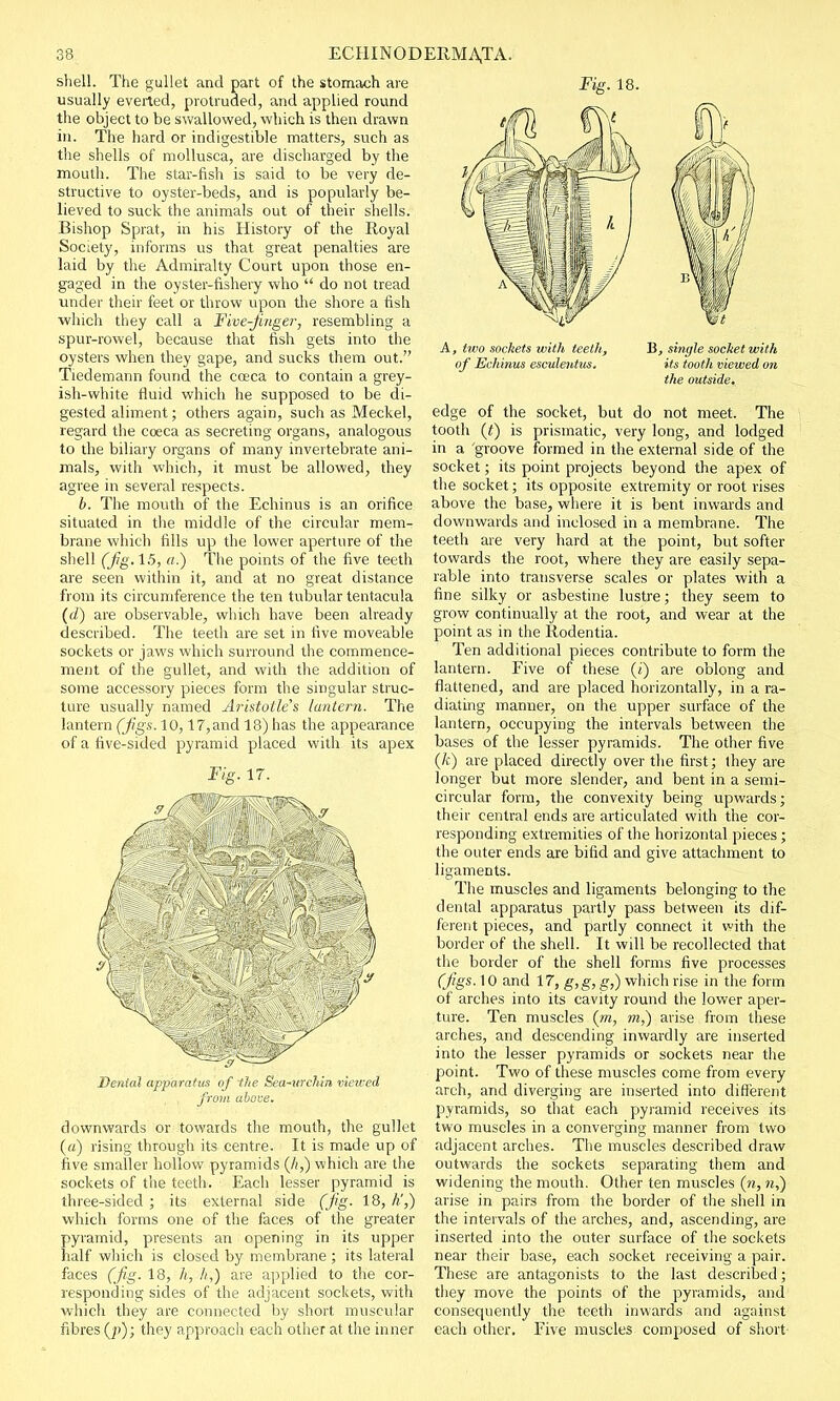 shell. The gullet and part of the stomach are usually everted, protruded, and applied round the object to be swallowed, which is then drawn in. The hard or indigestible matters, such as the shells of mollusca, are discharged by the mouth. The star-fish is said to be very de- structive to oyster-beds, and is popularly be- lieved to suck the animals out of their shells. Bishop Sprat, in his History of the Royal Society, informs us that great penalties are laid by the Admiralty Court upon those en- gaged in the oyster-fishery who  do not tread under their feet or throw upon the shore a fish which they call a Five-finger, resembling a spur-rowel, because that fish gets into the oysters when they gape, and sucks them out. Tiedemann found the coeca to contain a grey- ish-white fluid which he supposed to be di- gested aliment; others again, such as Meckel, regard the coeca as secreting organs, analogous to die biliary organs of many invertebrate ani- mals, with which, it must be allowed, they agree in several respects. b. The mouth of the Echinus is an orifice situated in the middle of the circular mem- brane which fills up the lower aperture of the shell (fig.15, a.) The points of the five teeth are seen within it, and at no great distance from its circumference the ten tubular tentacula (d) are observable, which have been already described. The teeth are set in five moveable sockets or jaws which surround the commence- ment of the gullet, and with the addition of some accessory pieces form the singular struc- ture usually named Aristotle s lantern. The lantern (Jigs. 10,17,and 18) has the appearance of a five-sided pyramid placed with its apex Fig. ir. Dental apparatus of ihe Sea-vrdiin viewed , from above. downwards or towards the mouth, the gullet («) rising through its centre. It is made up of five smaller hollow pyramids (It,) which are the sockets of the teeth. Each lesser pyramid is three-sided; its external side (fig. 18, A',) which forms one of the faces of the greater pyramid, presents an opening in its upper half which is closed by membrane ; its lateral faces (fig. 18, h, A,) are applied to the cor- responding sides of the adjacent sockets, with which they are connected by short muscular fibres (p); they approach each other at the inner Fig. 18. A, two sockets with teeth, B, single socket with of Echinus esculentus. its tooth viewed on the outside. edge of the socket, but do not meet. The tooth (f) is prismatic, very long, and lodged in a groove formed in the external side of the socket; its point projects beyond the apex of the socket; its opposite extremity or root rises above the base, where it is bent inwards and downwards and inclosed in a membrane. The teeth are very hard at the point, but softer towards the root, where they are easily sepa- rable into transverse scales or plates with a fine silky or asbestine lustre; they seem to grow continually at the root, and wear at the point as in the Rodentia. Ten additional pieces contribute to form the lantern. Five of these (i) are oblong and flattened, and are placed horizontally, in a ra- diating manner, on the upper surface of the lantern, occupying the intervals between the bases of the lesser pyramids. The other five (k) are placed directly over the first; they are longer but more slender, and bent in a semi- circular form, the convexity being upwards; their central ends are articulated with the cor- responding extremities of the horizontal pieces; the outer ends are bifid and give attachment to ligaments. The muscles and ligaments belonging to the dental apparatus partly pass between its dif- ferent pieces, and partly connect it with the border of the shell. It will be recollected that the border of the shell forms five processes (figs. 10 and 17, g,g, g,) which rise in the form of arches into its cavity round the lower aper- ture. Ten muscles (m, m,) arise from these arches, and descending inwardly are inserted into the lesser pyramids or sockets near the point. Two of these muscles come from every arch, and diverging are inserted into different pyramids, so that each pyramid receives its two muscles in a converging manner from two adjacent arches. The muscles described draw outwards the sockets separating them and widening the mouth. Other ten muscles (n, n,) arise in pairs from the border of the shell in the intervals of the arches, and, ascending, are inserted into the outer surface of the sockets near their base, each socket receiving a pair. These are antagonists to the last described; they move the points of the pyramids, and consequently the teeth inwards and against each other. Five muscles composed of short