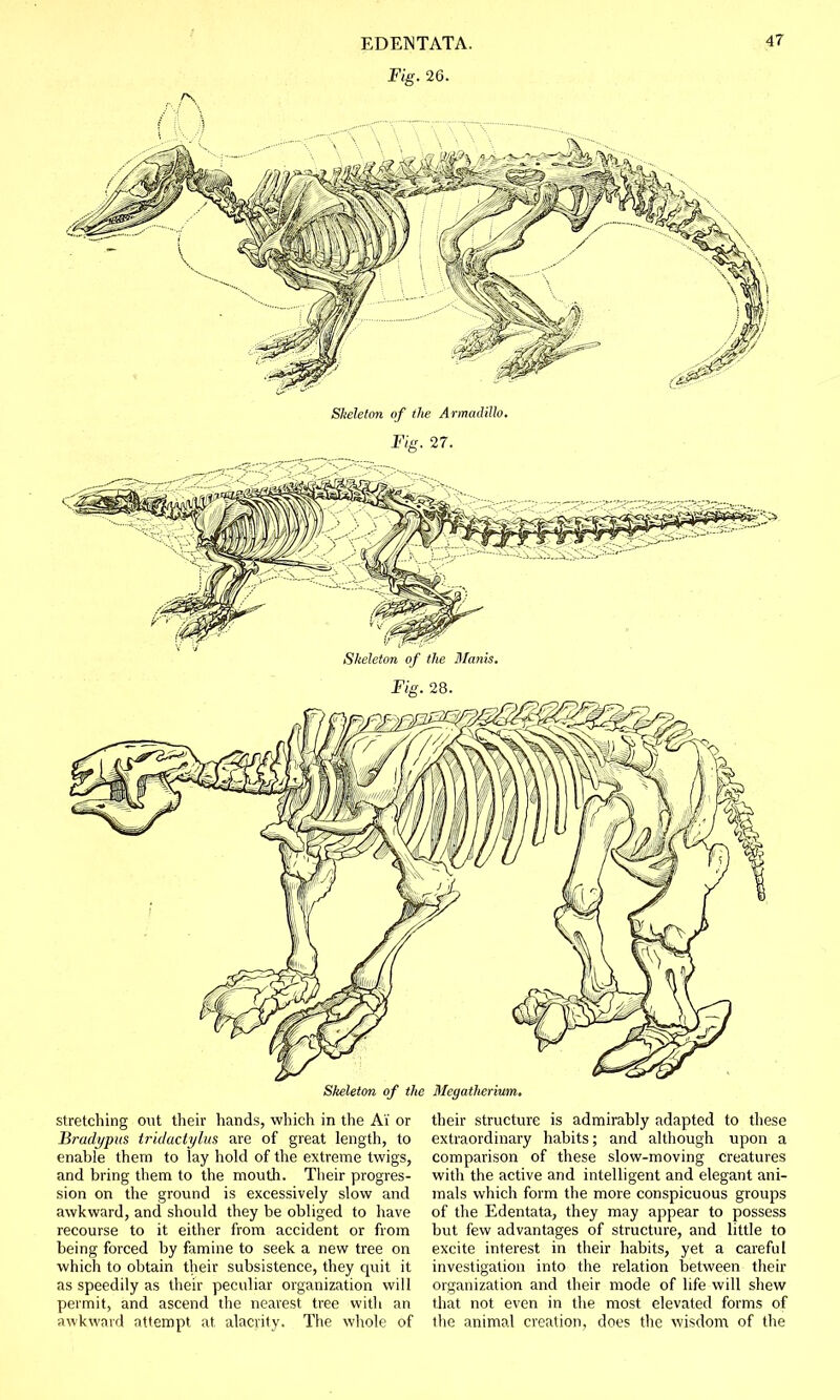 Fig. 26. Skeleton of the Armadillo. Fig. 27. Skeleton of the Mams. Fig. 28. Skeleton of the Megatherium. stretching out their hands, which in the AY or Bradypus tridactylus are of great length, to enable them to lay hold of the extreme twigs, and bring them to the mouth. Their progres- sion on the ground is excessively slow and awkward, and should they be obliged to have recourse to it either from accident or from being forced by famine to seek a new tree on which to obtain their subsistence, they quit it as speedily as their peculiar organization will permit, and ascend the nearest tree with an awkward attempt at alacrity. The whole of their structure is admirably adapted to these extraordinary habits; and although upon a comparison of these slow-moving creatures with the active and intelligent and elegant ani- mals which form the more conspicuous groups of the Edentata, they may appear to possess but few advantages of structure, and little to excite interest in their habits, yet a careful investigation into the relation between their organization and their mode of life will shew that not even in the most elevated forms of the animal creation, does the wisdom of the