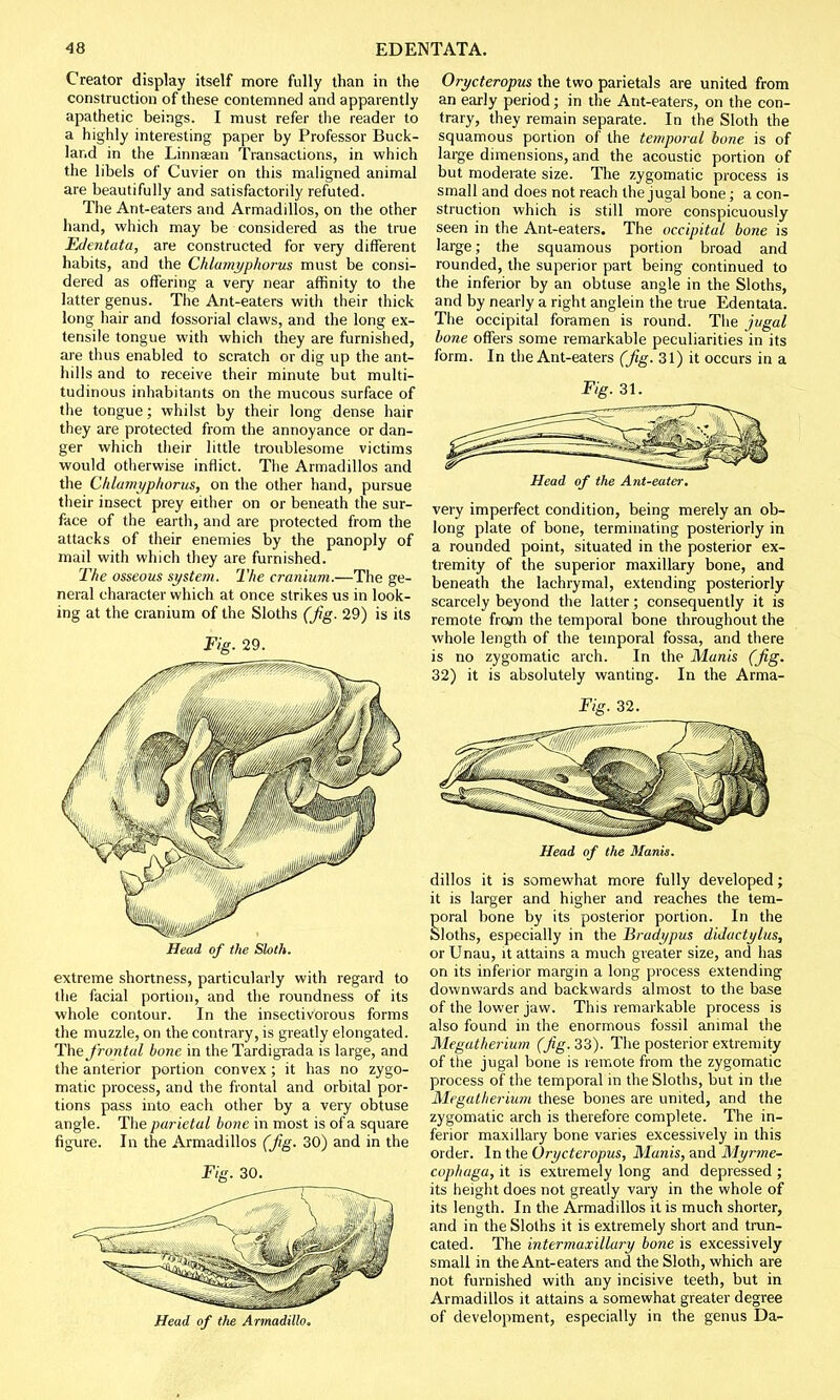 Creator display itself more fully than in the construction of these contemned and apparently apathetic beings. I must refer the reader to a highly interesting paper by Professor Buck- land in the Linnaean Transactions, in which the libels of Cuvier on this maligned animal are beautifully and satisfactorily refuted. The Ant-eaters and Armadillos, on the other hand, which may be considered as the true Edentata, are constructed for very different habits, and the Chlurnyphorus must be consi- dered as offering a very near affinity to the latter genus. The Ant-eaters with their thick long hair and fossorial claws, and the long ex- tensile tongue with which they are furnished, are thus enabled to scratch or dig up the ant- hills and to receive their minute but multi- tudinous inhabitants on the mucous surface of the tongue; whilst by their long dense hair they are protected from the annoyance or dan- ger which their little troublesome victims would otherwise inflict. The Armadillos and the Chlamyphorus, on the other hand, pursue their insect prey either on or beneath the sur- face of the earth, and are protected from the attacks of their enemies by the panoply of mail with which they are furnished. The osseous system. The cranium.—The ge- neral character which at once strikes us in look- ing at the cranium of the Sloths (Jig. 29) is its Fig. 29. Head of the Sloth. extreme shortness, particularly with regard to the facial portion, and the roundness of its whole contour. In the insectivorous forms the muzzle, on the contrary, is greatly elongated. The frontal bone in the Tardigrada is large, and the anterior portion convex; it has no zygo- matic process, and the frontal and orbital por- tions pass into each other by a very obtuse angle. The parietal bone in most is of a square figure. In the Armadillos (fig. 30) and in the Fig. 30. Head of the Armadillo. Orycteropus the two parietals are united from an early period; in the Ant-eaters, on the con- trary, they remain separate. In the Sloth the squamous portion of the temporal bone is of large dimensions, and the acoustic portion of but moderate size. The zygomatic process is small and does not reach the jugal bone; a con- struction which is still more conspicuously seen in the Ant-eaters. The occipital bone is large; the squamous portion broad and rounded, the superior part being continued to the inferior by an obtuse angle in the Sloths, and by nearly a right anglein the true Edentata. The occipital foramen is round. The jugal bone offers some remarkable peculiarities in its form. In the Ant-eaters (Jig. 31) it occurs in a Fig. 31. Head of the Ant-eater. very imperfect condition, being merely an ob- long plate of bone, terminating posteriorly in a rounded point, situated in the posterior ex- tremity of the superior maxillary bone, and beneath the lachrymal, extending posteriorly scarcely beyond the latter; consequently it is remote from the temporal bone throughout the whole length of the temporal fossa, and there is no zygomatic arch. In the Munis (fig. 32) it is absolutely wanting. In the Arma- Fig. 32. Head of the Manis. dillos it is somewhat more fully developed; it is larger and higher and reaches the tem- poral bone by its posterior portion. In the Sloths, especially in the Bradypus diJactylus, or Unau, it attains a much greater size, and has on its inferior margin a long process extending downwards and backwards almost to the base of the lower jaw. This remarkable process is also found in the enormous fossil animal the Megatherium (Jig. 33). The posterior extremity of the jugal bone is remote from the zygomatic process of the temporal in the Sloths, but in the Megatherium these bones are united, and the zygomatic arch is therefore complete. The in- ferior maxillary bone varies excessively in this order. In the Orycteropus, Manis, and Myrme- cophaga, it is extremely long and depressed ; its height does not greatly vary in the whole of its length. In the Armadillos it is much shorter, and in the Sloths it is extremely short and trun- cated. The intermaxillary bone is excessively small in the Ant-eaters and the Sloth, which are not furnished with any incisive teeth, but in Armadillos it attains a somewhat greater degree of development, especially in the genus Da-