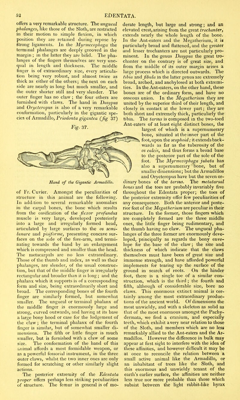 offers a very remarkable structure. The ungueal phalanges, like those of the Sloth, are restricted in their motion to simple flexion, in which position they are retained during repose by Strong ligaments. In the Myrmecophaga the terminal phalanges are deeply grooved in the margin ; in the latter they are bifid. The pha- langes of the fingers themselves are very une- qual in length and thickness. The middle finger is of extraordinary size, every articula- tion being very robust, and almost twice as thick as either of the others; the next on each side are nearly as long but much smaller, and the outer shorter still and very slender. The outer finger has no claw ; the four others are furnished with claws. The hand in Dasypus and Orycleropus is also of a very remarkable conformation, particularly in the gigantic spe- cies of Armadillo, Priodunta gigantea (Jig 37) Fig. 37. Hand of the Gigantic Armadillo. of Fr. Cuvier. Amongst the peculiarities of structure in this animal are the following. In addition to several remarkable anomalies in the carpal bones, the bone which results from the ossification of the flexor profundus muscle is very large, developed posteriorly into a large and irregularly formed head, articulated by large surfaces to the os semi- lunar and pisiforme, presenting concave sur- faces on the side of the fore-arm, and termi- nating towards the hand by an enlargement which is compressed and smaller than the head. The metacarpals are no less extraordinary. Those of the thumb and index, as well as their phalanges, are slender, of the usual construc- tion, but that of the middle finger is irregularly rectangular and broader than it is long; and the phalanx which it supports is of a corresponding form and size, being extraordinarily short and broad. The corresponding bones of the fourth finger are similarly formed, but somewhat smaller. The ungueal or terminal phalanx of the middle finger is enormously large and strong, curved outwards, and having at its base a large bony hood or case for the lodgement of the claw; the terminal phalanx of the fourth finger is similar, but of somewhat smaller di- mensions. The fifth or little finger is much smaller, but is furnished with a claw of some size. The conformation of the hand of this animal affords a most formidable weapon, or as a powerful fossorial instrument, in the three outer claws, whilst the two inner ones are only formed for scratching or other similarly slight actions. The posterior extremity of the Edentata proper offers perhaps less striking peculiarities of structure. The femur in general is of mo- derate length, but large and strong; and an elevated crest, arising from the great trochanter, extends nearly the whole length of the bone. In the Ant-eaters and the Megatherium, it is particularly broad and flattened, and the greater and lesser trochanters are not particularly pro- minent. In the genus Dasypus the great tro- chanter on the contrary is of great size, and from the middle of its outer margin arises a large process which is directed outwards. The tibia and fibula in the latter genus are extremely broad, arched, and anchylosed at both extremi- ties. In the Ant-eaters, on the other hand, these bones are of the ordinary form, and have no osseous union. In the Megatherium they are united by the superior third of their length, and closely in contact at the lower part; they are both short and extremely thick, particularly the tibia. The tarsus is composed in the two-toed Ant-eaters of at least eight distinct bones, the largest of which is a supernumerary ' bone, situated at the inner part of the 5335^s foot, upon the scaphoid; it extendsback- wards as far as the tuberosity of the os calcis, and thus forms a broad base Ik to the posterior part of the sole of the \ 11 foot. The Myrmecophaga jubata has \ 1 also a supernumerary bone, but of t/ smaller dimensions; but the Armadillos and Orycteropus have but the seven or- dinary bones of the tarsus. The metatarsal bones and the toes are probably invariably five throughout the Edentata proper; the toes of the posterior extremity offer few peculiarities of any consequence. Both the anterior and poste- rior feet of the Megatherium are peculiar in their structure. In the former, those fingers which are completely formed are the three middle ones, the little finger being rudimentary, and the thumb having no claw. The ungueal pha- langes of the three former are enormously deve- loped, principally as regards the bony enve- lope for the base of the claw; the size and thickness of which indicate that the claws themselves must have been of great size and immense strength, and have afforded powerful implements for tearing up the suiface of the ground in search of roots. On the hinder foot, there is a single toe of a similar con- struction, which is the third ; the fourth and fifth, although of considerable size, bore no claws. This enormous extinct animal is cer- tainly among the most extraordinary produc- tions of the ancient world. Of dimensions the most unwieldy, and with a skeleton as solid as that of the most enormous amongst the Pachy- dermata, we find a cranium, and especially teeth, which exhibit a very near relation to those of the Sloth, and members which are no less remarkably allied to the Ant-eaters and the Ar- madillos. However the difference in bulk may iippear at first sight to interfere with the idea of these affinities, and however difficult it may be at once to reconcile the relation between a small active animal like the Armadillo, or an inhabitant of trees like the Sloth, and this enormous and unwieldy tenant of the earth's earlier surface, the affinities are neither less true nor more probable than those which subsist between the light rabbit-like hyrax