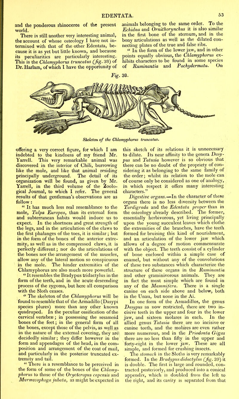 and the ponderous rhinoceros of the present world. There is still another very interesting animal, the account of whose osteology I have not in- termixed with that of the other Edentata, be- cause it is as yet but little known, and because its peculiarities are particularly interesting. This is the Chlamyphorus truncatus (fig- 38) of Dr.Harlam, of which I have the opportunity of animals belonging to the same order. To the Echidna and Ornithorynchus it is also similar in the first bone of the sternum, and in the bony articulations as well as the dilated con- necting plates of the true and false ribs.  In the form of the lower jaw, and in other points equally obvious, the Chlamyphorus ex- hibits characters to be found in some species of Ruminant ia and Pachydermuta. On Skeleton of the CMamyplwrus truncatus. offering a very correct figure, for which I am indebted to the kindness of my friend Mr. Yarrell. This very remarkable animal was discovered in the interior of Chili, burrowing like the mole, and like that animal residing principally underground. The detail of its organization will be found, as given by Mr. Yarrell, in the third volume of the Zoolo- gical Journal, to which I refer. The general results of that gentleman's observations are as follow :  It has much less real resemblance to the mole, Talpa Europea, than its external form and subterranean habits would induce us to expect. In the shortness and great strength of the legs, and in the articulation of the claws to the first phalanges of the toes, it is similar; but in the form of the bones of the anterior extre- mity, as well as in the compressed claws, it is perfectly different; nor do the articulations of the bones nor the arrangement of the muscles, allow any of the lateral motion so conspicuous in the mole. The hinder extremities of the Chlamyphorus are also much more powerful. It resembles the Brady pus tridactylus in the form of the teeth, and in the acute descending process of the zygoma, but here all comparison with the Sloth ceases.  The skeleton of the Chlamyphorus will be found to resemble that of the Armadillo (Dasypi species plures) more than any other known quadruped. In the peculiar ossification of the cervical vertebrae; in possessing the sesamoid bones of the feet; in the general form of all the bones, except those of the pelvis, as well as in the nature of the external covering, they are decidedly similar; they differ however in the form and appendages of the head, in the com- position and arrangement of the coat of mail, and particularly in the posterior truncated ex- tremity and tail.  There is a resemblance to be perceived in the form of some of the bones of the Chlamy- phorus to those of the Oryctcropus capensis and Murmecophaga jubata, as might be expected in this sketch of its relations it is unnecessary to dilate. Its near affinity to the genera Dasy- pus and Tatusia however is so obvious that there can be no doubt of the propriety of con- sidering it as belonging to the same family of the order; whilst its relation to the mole can of course only be considered as one of analogy, in which respect it offers many interesting characters. Digestive organs.—In the character of these organs there is no less diversity between the Turdigrada and the Edentata proper than in the osteology already described. The former, essentially herbivorous, yet living principally upon the young succulent leaves which clothe the extremities of the branches, have the teeth formed for bruising this kind of nourishment, and an articulation of the lower jaw which allows of a degree of motion commensurate with the object. The teeth consist of a cylinder of bone enclosed within a simple case of enamel, but without any of the convolutions of these two substances which characterize the structure of these organs in the Ruminantia and other graminivorous animals. They are in fact the most simple which are found in any of the Mammifera. There is a single canine on each side above and below, both in the Unau, but none in the Ai. In one form of the Armadillos, the genus Dasypus as now restricted, there are two in- cisive teeth in the upper and four in the lower jaw, and sixteen molares in each. In the allied genus Tatusia there are no incisive or canine teeth, and the molares are even rather more numerous, and in the Priodonta Gigas there are no less than fifty in the upper and forty-eight in the lower jaw. These are all simple, and formed for crushing insects. The stomach in the Sloths is very remarkably formed. In the Brady pus didactylus (Jig. 39) it is double. The first is large and rounded, con- tracted posteriorly, and produced into a conical appendix, which is doubled from the left to the right, and its cavity is separated from that