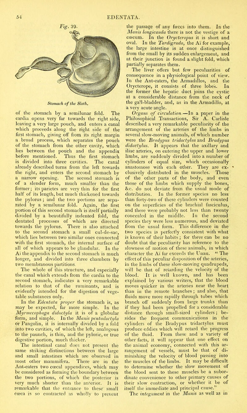 Fig. 39. Stomach of the Sloth. of the stomach by a semilunar fold. The cardia opens very far towards the right side, leaving a very large pouch, and enters a canal which proceeds along the right side of the first stomach, giving off from its right margin a broad process, which separates the pouch of the stomach from the other cavity, which lies between the pouch and the appendix before mentioned. Thus the first stomach is divided into three cavities. The canal already described turns from the left towards the right, and enters the second stomach by a narrow opening. The second stomach is of a slender form, much smaller than the former; its parietes are very thin for the first half of its length, but much thickened towards the pylorus; and the two portions are sepa- rated by a semilunar fold. Again, the first portion of this second stomach is itself partially divided by a beautifully indented fold, the dentated processes of which are directed towards the pylorus. There is also attached to the second stomach a small cul-de-sac, which lies between two similar ones connected with the first stomach, the internal surface of all of which appears to be glandular. In the AT the appendix to the second stomach is much longer, and divided into three chambers by two membranous partitions. The whole of this structure, and especially the canal which extends from the cardia to the second stomach, indicates a very remarkable relation to that of the ruminants, and is evidently intended for the digestion of vege- table substances only. In the Edetitata proper the stomach is, as may be expected, far more simple. In the Myrmecophaga didactyla it is of a globular form, and simple. In the Manis pentadaclyla or Pangolin, it is internally divided by a fold into two cavities, of which the left, analogous to the paunch, is thin, and the pyloric, or true digestive portion, much thicker. The intestinal canal does not present the same striking distinctions between the large and small intestines which are observed in most other mammifera. There are in the Ant-eaters two ccecal appendices, which may be considered as forming the boundary between the two portions, of which the posterior is very much shorter than the anterior. It is remarkable that the entrance to these' small cceca is so contracted as wholly to prevent the passage of any faeces into them. In the Munis longicauda there is not the vestige of a coecum. In the Orycteropus it is short and oval. In the Turdigrada, the Ai for example, the large intestine is at once distinguished from the small by its sudden enlargement, and at their junction is found a slight fold, which partially separates them. The liver offers but few peculiarities of consequence in a physiological point of view. In the Ant-eaters, the Armadillos, and the Orycterope, it consists of three lobes. In the former the hepatic duct joins the cystic at a considerable distance from the neck of the gall-bladder, and, as in the Armadillo, at a very acute angle. Organs of circulation.—In a paper in the Philosophical Transactions, Sir A. Carlisle described a very remarkable peculiarity of the arrangement of the arteries of the limbs in several slow-moving animals, of which number were the Bradypus tridactylus and Bradypus didactylus. It appears that the axillary and iliac arteries, on entering the upper and lower limbs, are suddenly divided into a number of cylinders of equal size, which occasionally anastomose with each other. They are ex- * clusively distributed in the muscles. Those of the other parts of the body, and even those of the limbs which supply the bones, &c. do not deviate from the usual mode of distribution. In the former species no less than forty-two of these cylinders were counted on the superficies of the brachial fasciculus, and there were probably not less than twenty concealed in the middle. In the second species they were less numerous, and deviated from the usual form. This difference in the two species is perfectly consistent with what is known of their habits ; for there can be no doubt that the peculiarity has reference to the slowness of motion of these animals, in which character the Ai far exceeds the Unau.  The effect of this peculiar disposition of the arteries, in the limbs of these slow-moving quadrupeds, will be that of retarding the velocity of the blood. It is well known, and has been explained by various writers, that the blood moves quicker in the arteries near the heart than in the remote branches; and also, that fluids move more rapidly through tubes which branch oft* suddenly from large trunks than if they had been propelled for a considerable distance through small-sized cylinders; be- sides the frequent communications in the cylinders of the Bradypus tridactylus must produce eddies which will retard the progress of the fluid. From these and a variety of other facts, it will appear that one effect on the animal economy, connected with this ar- rangement of vessels, must be that of di- minishing the velocity of blood passing into the muscles of the limbs. It may be difficult to determine whether the slow movement of the blood sent to these muscles be a subor- dinate convenience to other primary causes of their slow contraction, or whether it be of itself the immediate and principal cause. The integument in the Manis as well as in
