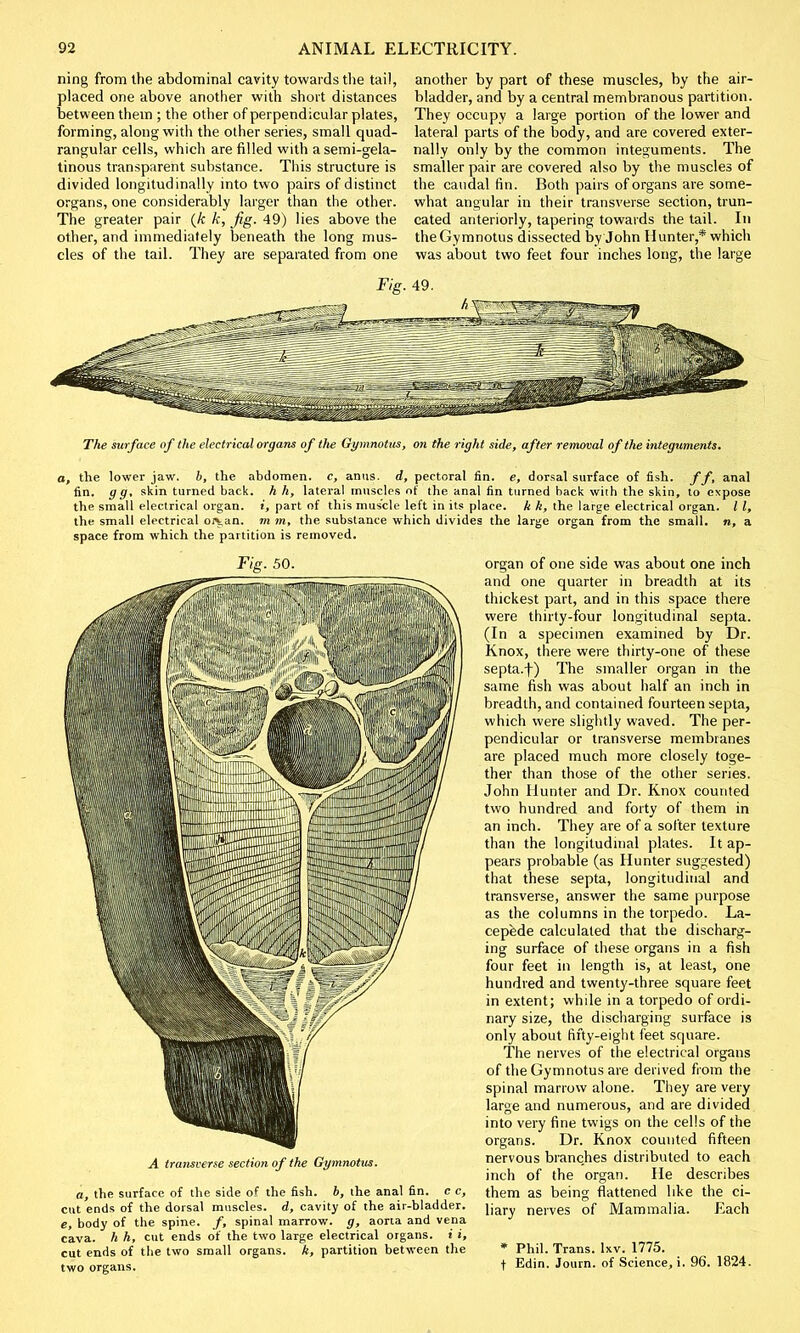 ning from the abdominal cavity towards the tail, placed one above another with short distances between them ; the other of perpendicular plates, forming, along with the other series, small quad- rangular cells, which are filled with a semi-gela- tinous transparent substance. This structure is divided longitudinally into two pairs of distinct organs, one considerably larger than the other. The greater pair (k k, fig. 49) lies above the other, and immediately beneath the long mus- cles of the tail. They are separated from one another by part of these muscles, by the air- bladder, and by a central membranous partition. They occupy a large portion of the lower and lateral parts of the body, and are covered exter- nally only by the common integuments. The smaller pair are covered also by the muscles of the caudal fin. Both pairs of organs are some- what angular in their transverse section, trun- cated anteriorly, tapering towards the tail. In theGymnotus dissected by John Hunter,* which was about two feet four inches long, the large Fig. 49. The surface of the electrical organs of the Gymnotus, on the right side, after removal of the integuments. a, the lower jaw. b, the abdomen, c, anus, d, pectoral fin. e, dorsal surface of fish. //, anal fin. gg, skin turned back, h h, lateral muscles of the anal fin turned back with the skin, to expose the small electrical organ, i, part of this muscle left in its place, k k, the large electrical organ. / I, the small electrical oiyan. m m, the substance which divides the large organ from the small, n, a space from which the partition is removed. organ of one side was about one inch and one quarter in breadth at its thickest part, and in this space there were thirty-four longitudinal septa. (In a specimen examined by Dr. Knox, there were thirty-one of these septa.f) The smaller organ in the same fish was about half an inch in breadth, and contained fourteen septa, which were slightly waved. The per- pendicular or transverse membranes are placed much more closely toge- ther than those of the other series. John Hunter and Dr. Knox counted two hundred and forty of them in an inch. They are of a softer texture than the longitudinal plates. It ap- pears probable (as Hunter suggested) that these septa, longitudinal and transverse, answer the same purpose as the columns in the torpedo. La- cepede calculated that the discharg- ing surface of these organs in a fish four feet in length is, at least, one hundred and twenty-three square feet in extent; while in a torpedo of ordi- nary size, the discharging surface is only about fifty-eight feet square. The nerves of the electrical organs of the Gymnotus are derived from the spinal marrow alone. They are very large and numerous, and are divided into very fine twigs on the cells of the organs. Dr. Knox counted fifteen nervous branches distributed to each inch of the organ. He describes them as being flattened like the ci- liary nerves of Mammalia. Each * Phil. Trans. Ixv. 1775. t Edin. Journ. of Science, i. 96. 1824. A transverse section of the Gymnotus. a, the surface of the side of the fish, b, the anal fin. c c, cut ends of the dorsal muscles, d, cavity of the air-bladder. e, body of the spine. /, spinal marrow, g, aorta and vena cava, h h, cut ends of the two large electrical organs, i i, cut ends of the two small organs, k, partition between the two organs.