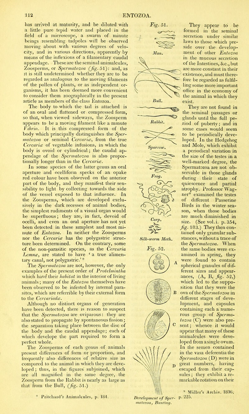 has arrived at maturity, and be diluted with a little pure tepid water and placed in the field of a microscope, a swarm of minute beings resembling tadpoles will be observed moving about with various degrees of velo- city, and in various directions, apparently by means of the inflexions of a filamentary caudal appendage. These are the seminal animalcules, Zoosperms, or Spermatozoa (Jig- 51): and, as it is still undetermined whether they are to be regarded as analogous to the moving filaments of the pollen of plants, or as independent or- ganisms, it has been deemed more convenient to consider them zoographically in the present article as members of the class Entozoa. The body to which the tail is attached is of an oval and flattened or compressed form, so that, when viewed sideways, the Zoosperm appears to be a moving filament like a minute Vibrio. It is this compressed form of the body which principally distinguishes the Sper- matozoa or seminal Cercaria, from the true Cercaria of vegetable infusions, in which the body is ovoid or cylindrical; the caudal ap- pendage of the Spermatozoa is also propor- tionally longer than in the Cercaria. In some species of the latter genus an oral aperture and ocelliform specks of an opake red colour have been obsprved on the anterior part of the body, and they manifest their sen- sibility to light by collecting towards the side of the vessel exposed to that influence. In the Zoosperms, which are developed exclu- sively in the dark recesses of animal bodies, the simplest rudiments of a visual organ would be superfluous; they are, in fact, devoid of ocelli, and even an oral aperture has not yet been detected in these simplest and most mi- nute of Entozoa. In neither the Zoosperms nor the Cercaria has the polygastric struc- ture been determined. On the contrary, some of the non-parasitic species, as the Cercaria Lemna, are stated to have ' a true alimen- tary canal, not polygastric' * The Spermatozoa are not, however, the only examples of the present order of Protelmintha which have' their habitat in the interior of living animals; many of the Entozoa themselves have been observed to be infested by internal para- sites, which are referrible by their external form to the Cercariada. Although no distinct organs of generation have been detected, there is reason to suspect that the Spermatozoa are oviparous: they are also stated to propagate by spontaneous fission; the separation taking place between the disc of the body and the caudal appendage; each of which develope the part required to form a perfect whole. The Zoosperms of each genus of animals present differences of form or proportion, and frequently also differences of relative size as compared to the animal in which they are deve- loped ; thus, in the figures' subjoined, which are all magnified in the same degree, the Zoosperm from the Rabbit is nearly as large as that from the Bull, (fig. 51.) * Pi'itchard's Animalcules, p. 184. Bull. Rabbit. Sparrow. Silk-worm Moth. Fig. 52. 1 Development of Sper- matozoa, Hunting. They appear to be formed in the seminal secretion under similar laws to those which pre- side over the develop- ment of other Entozoa in the mucous secretion of the Intestines, &c.,but are more constant in their existence, and must there- fore be regarded as fulfil- ling some more important office in the economy of the animal in which they exist. They are not found in the seminal passages or glands until the full pe- riod of puberty; and in some cases would seem to be periodically deve- loped. In the Hedgehog and Mole, which exhibit a periodical variation in the size of the testes in a well-marked degree, the Spermatozoa are not ob- servable in those glands during their state of quiescence and partial atrophy. Professor Wag- ner* examined the testes of different Passerine Birds in the winter sea- son, when those bodies are much diminished in size. (See vol.i. p. 354, fig. 183.) They then con- tained only granular sub- stances, without a trace of the Spermatozoa. When the same bodies were ex- amined in spring, they were found to contain spherical granules of dif- ferent sizes and appear- ances, (A, B, fig. 52,) which led to the suppo- sition that they were the ova of the Spermatozoa in different stages of deve- lopment, and capsules containing each a nume- rous group of Sperma- tozoa (C) were also pre- sent ; whence it would appear that many of these animalcules were deve- loped from a single ovum. In the semen contained in the vasa deferentia the Spermatozoa (D) were in great numbers, having escaped from their cap- sules ; they exhibit a re- markable rotation on their * Mailer's Archiv. 1836, p. 225.