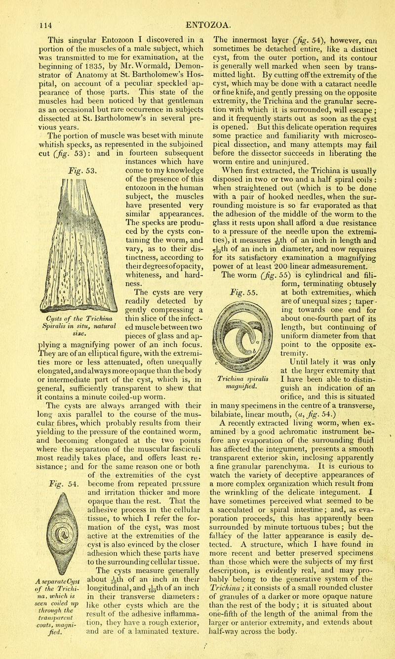 This singular Entozoon I discovered in a portion of the muscles of a male subject, which ■was transmitted to me for examination, at the beginning of 1835, by Mr. Wormald, Demon- strator of Anatomy at St. Bartholomew's Hos- pital, on account of a peculiar speckled ap- pearance of those parts. This state of the muscles had been noticed by that gentleman as an occasional but rare occurrence in subjects dissected at St. Bartholomew's in several pre- vious years. The portion of muscle was beset with minute whitish specks, as represented in the subjoined cut (fig- 53): and in fourteen subsequent instances which have Fig. 53. come to my knowledge of the presence of this entozoon in the human subject, the muscles have presented very similar appearances. The specks are produ- ced by the cysts con- taining the worm, and vary, as to their dis- tinctness, according to their degreesof opacity, whiteness, and hard- ness. The cysts are very readily detected by gently compressing a thin slice of the infect- ed muscle between two pieces of glass and ap- plying a magnifying power of an inch focus. They are of an elliptical figure, with the extremi- ties more or less attenuated, often unequally elongated, and always more opaque than the body or intermediate part of the cyst, which is, in general, sufficiently transparent to shew that it contains a minute coiled-up worm. The cysts are always arranged with their long axis parallel to the course of the mus- cular fibres, which probably results from their yielding to the pressure of the contained worm, and becoming elongated at the two points where the separation of the muscular fasciculi most readily takes place, and offers least re- sistance ; and for the same reason one or both of the extremities of the cyst become from repeated pressure and irritation thicker and more opaque than the rest. That the adhesive process in the cellular tissue, to which I refer the for- mation of the cyst, was most active at the extremities of the cyst is also evinced by the closer adhesion which these parts have to the surrounding cellular tissue. The cysts measure generally about j'jth of an inch in their longitudinal, and -^th of an inch in their transverse diameters: like other cysts which are the result of the adhesive inflamma- tion, they have a rough exterior, and are of a laminated texture. Cysts of the Trichina Spiralis in situ, natural size. A separateCh/st of the Trichi- na, which is seen coiled up through the transparent coats, magni- fied. Fig. 55. The innermost layer (fig. 54), however, can sometimes be detached entire, like a distinct cyst, from the outer portion, and its contour is generally well marked when seen by trans- mitted light. By cutting off the extremity of the cyst, which may be done with a cataract needle or fine knife, and gently pressing on the opposite extremity, the Trichina and the granular secre- tion with which it is surrounded, will escape ; and it frequently starts out as soon as the cyst is opened. But this delicate operation requires some practice and familiarity with microsco- pical dissection, and many attempts may fail before the dissector succeeds in liberating the worm entire and uninjured. When first extracted, the Trichina is usually disposed in two or two and a half spiral coils : when straightened out (which is to be done with a pair of hooked needles, when the sur- rounding moisture is so far evaporated as that the adhesion of the middle of the worm to the glass it rests upon shall afford a due resistance to a pressure of the needle upon the extremi- ties), it measures ^th of an inch in length and .^gth of an inch in diameter, and now requires for its satisfactory examination a magnifying power of at least 200 linear admeasurement. The worm (fig. 55) is cylindrical and fili- form, terminating obtusely at both extremities, which are of unequal sizes; taper - ing towards one end for about one-fourth part of its length, but continuing of uniform diameter from that point to the opposite ex- tremity. Until lately it was only at the larger extremity that I have been able to distin- guish an indication of an orifice, and this is situated in many specimens in the centre of a transverse, bilabiate, linear mouth, (a, fig. 54.) A recently extracted living worm, when ex- amined by a good achromatic instrument be- fore any evaporation of the surrounding fluid has affected the integument, presents a smooth transparent exterior skin, inclosing apparently a fine granular parenchyma. It is curious to watch the variety of deceptive appearances of a more complex organization which result from the wrinkling of the delicate integument. I have sometimes perceived what seemed to be a sacculated or spiral intestine; and, as eva- poration proceeds, this has apparently been surrounded by minute tortuous tubes; but the fallacy of the latter appearance is easily de- tected. A structure, which I have found in more recent and better preserved specimens than those which were the subjects of my first description, is evidently real, and may pro- bably belong to the generative system of the Trichina ; it consists of a small rounded cluster of granules of a darker or more opaque nature than the rest of the body; it is situated about one-fifth of the length of the animal from the larger or anterior extremity, and extends about half-way across the body. Trichina spiral) magnified.