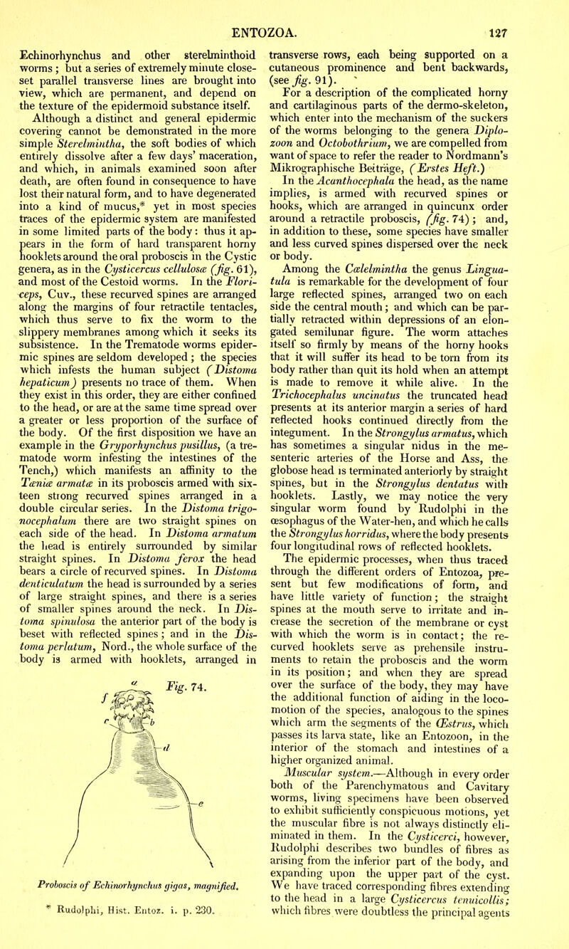Echinorhynchus and other gterelminthoid worms ; but a series of extremely minute close- set parallel transverse lines are brought into view, which are permanent, and depend on the texture of the epidermoid substance itself. Although a distinct and general epidermic covering cannot be demonstrated in the more simple Sterelmiutha, the soft bodies of which entirely dissolve after a few days' maceration, and which, in animals examined soon after death, are often found in consequence to have lost their natural form, and to have degenerated into a kind of mucus,* yet in most species traces of the epidermic system are manifested in some limited parts of the body: thus it ap- pears in the form of hard transparent horny hooklets around the oral proboscis in the Cystic genera, as in the Cysticercus cellulose (fig. 61), and most of the Cestoid worms. In the Flori- ^eps, Cuv., these recurved spines are arranged along the margins of four retractile tentacles, which thus serve to fix the worm to the slippery membranes among which it seeks its subsistence. In the Trematode worms epider- mic spines are seldom developed ; the species which infests the human subject (Distotna hepaticum) presents no trace of them. When they exist in this order, they are either confined to the head, or are at the same time spread over a greater or less proportion of the surface of the body. Of the first disposition we have an example in the Gryporhynchus pusillus, (a tre- matode worm infesting the intestines of the Tench,) which manifests an affinity to the Tenia armatee in its proboscis armed with six- teen strong recurved spines arranged in a double circular series. In the Distoma trigo- nocephalum there are two straight spines on each side of the head. In Distoma armatum the head is entirely surrounded by similar straight spines. In Distoma ferox the head bears a circle of recurved spines. In Distoma denticulatum the head is surrounded by a series of large straight spines, and there is a series of smaller spines around the neck. In Dis- toma spinulosa the anterior part of the body is beset with reflected spines; and in the Dis- toma perlatum, Nord., the whole surface of the body is armed with hooklets, arranged in Proboscis of Echinorhynchus gigus, magnified. * Rudolphi, Hist. Entoz. i. p. 230. transverse rows, eaGh being supported on a cutaneous prominence and bent backwards, (see Jig. 91). ' For a description of the complicated horny and cartilaginous parts of the dermo-skeleton, which enter into the mechanism of the suckers of the worms belonging to the genera Diplo- zoon and Octobothrium, we are compelled from want of space to refer the reader to Nordmann's Mikrographische Bettrage, (Erstes Heft.) In the Acanthocephala the head, as the name implies, is armed with recurved spines or hooks, which are arranged in quincunx order around a retractile proboscis, {jig-74); and, in addition to these, some species have smaller and less curved spines dispersed over the neck or body. Among the Calelmintha the genus Lingua- tula is remarkable for the development of four large reflected spines, arranged two on each side the central mouth; and which can be par- tially retracted within depressions of an elon- gated semilunar figure. The worm attaches itself so firmly by means of the horny hooks that it will suffer its head to be torn from its body rather than quit its hold when an attempt is made to remove it while alive. In the Trichocephalus uncinatus the truncated head presents at its anterior margin a series of hard reflected hooks continued directly from the integument. In the Strongylus armatus, which has sometimes a singular nidus in the me- senteric arteries of the Horse and Ass, the globose head is terminated anteriorly by straight spines, but in the Strongylus dentatus with hooklets. Lastly, we may notice the very singular worm found by Rudolphi in the oesophagus of the Water-hen, and which he calls the Strongylus horridus, where the body presents four longitudinal rows of reflected hooklets. The epidermic processes, when thus traced through the different orders of Entozoa, pre- sent but few modifications of form, and have little variety of function; the straight spines at the mouth serve to irritate and in- crease the secretion of the membrane or cyst with which the worm is in contact; the re- curved hooklets serve as prehensile instru- ments to retain the proboscis and the worm in its position; and when they are spread over the surface of the body, they may have the additional function of aiding in the loco- motion of the species, analogous to the spines which arm the segments of the (Estrus, which passes its larva state, like an Entozoon, in the interior of the stomach and intestines of a higher organized animal. Muscular system.—Although in every order both of the Parenchymatous and Cavitary worms, living specimens have been observed to exhibit sufficiently conspicuous motions, yet the muscular fibre is not always distinctly eli- minated in them. In the Cysticerci, however, liudolphi describes two bundles of fibres as arising from the inferior part of the body, and expanding upon the upper part of the cyst. We have traced corresponding fibres extending to the head in a large Cysticercus tenuicollis; which fibres were doubtless the principal agents