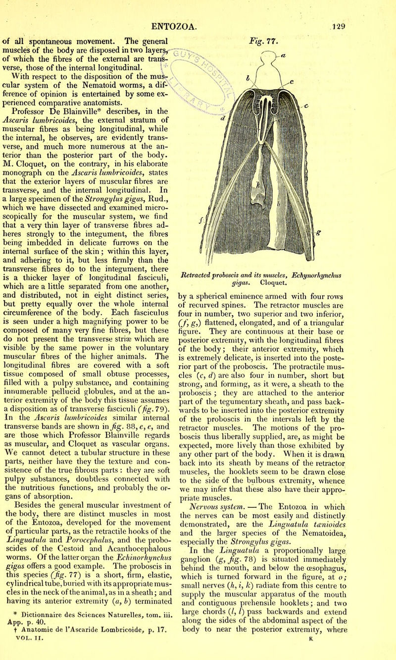 of all spontaneous movement. The general muscles of the body are disposed in two layers, of which the fibres of the external are trans- verse, those of the internal longitudinal. With respect to the disposition of the mus- cular system of the Nematoid worms, a dif- ference of opinion is entertained by some ex- perienced comparative anatomists. Professor De Blainville* describes, in the Ascaris lumbricoides, the external stratum of muscular fibres as being longitudinal, while the internal, he observes, are evidently trans- verse, and much more numerous at the an- terior than the posterior part of the body. M. Cloquet, on the contrary, in his elaborate monograph on the Ascaris lumbricoides, states that the exterior layers of muscular fibres are transverse, and the internal longitudinal. In a large specimen of the Strongylus gigus, Rud., which we have dissected and examined micro- scopically for the muscular system, we find that a very thin layer of transverse fibres ad- heres strongly to the integument, the fibres being imbedded in delicate furrows on the internal surface of the skin ; within this layer, and adhering to it, but less firmly than the transverse fibres do to the integument, there is a thicker layer of longitudinal fasciculi, which are a little separated from one another, and distributed, not in eight distinct series, but pretty equally over the whole internal circumference of the body. Each fasciculus is seen under a high magnifying power to be composed of many very fine fibres, but these do not present the transverse striae which are visible by the same power in the voluntary muscular fibres of the higher animals. The longitudinal fibres are covered with a soft tissue composed of small obtuse processes, filled with a pulpy substance, and containing innumerable pellucid globules, and at the an- terior extremity of the body this tissue assumes a disposition as of transverse fasciculi (fig. 79). In the Ascaris lumbricoides similar internal transverse bands are shown in Jig. 88,e,e, and are those which Professor Blainville regards as muscular, and Cloquet as vascular organs. We cannot detect a tubular structure in these parts, neither have they the texture and con- sistence of the true fibrous parts : they are soft pulpy substances, doubtless connected with the nutritious functions, and probably the or- gans of absorption. Besides the general muscular investment of the body, there are distinct muscles in most of the Entozoa, developed for the movement of particular parts, as the retractile hooks of the Linguatula and Porocephalus, and the probo- scides of the Cestoid and Acanthocephalous worms. Of the latter organ the Lchinorhynchus gigas offers a good example. The proboscis in this species (Jig. 77) is a short, firm, elastic, cylindrical tube, buried with its appropriate mus- cles in the neck of the animal, as in a sheath; and having its anterior extremity (a, b) terminated * Dictionnaire des Sciences Naturelles, torn. iii. App. p. 40. + Anatomie de l'Ascaride Lombricoide, p. 17. VOL. II. Fig. 77. Retracted proboscis and its muscles, Echynorhynchus gigas. Cloquet. by a spherical eminence armed with four rows of recurved spines. The retractor muscles are four in number, two superior and two inferior, (J\ g,) flattened, elongated, and of a triangular figure. They are continuous at their base or posterior extremity, with the longitudinal fibres of the body; their anterior extremity, which is extremely delicate, is inserted into the poste- rior part of the proboscis. The protractile mus- cles (c, d) are also four in number, short but strong, and forming, as it were, a sheath to the proboscis ; they are attached to the anterior part of the tegumentary sheath, and pass back- wards to be inserted into the posterior extremity of the proboscis in the intervals left by the retractor muscles. The motions of the pro- boscis thus liberally supplied, are, as might be expected, more lively than those exhibited by any other part of the body. When it is drawn back into its sheath by means of the retractor muscles, the hooklets seem to be drawn close to the side of the bulbous extremity, whence we may infer that these also have their appro- priate muscles. Nervous system. — The Entozoa in which the nerves can be most easily and distinctly demonstrated, are the Linguatula tanioides and the larger species of the Nematoidea, especially the Strongylus gigas. In the Linguatula a proportionally large ganglion (g, Jig. 78) is situated immediately behind the mouth, and below the oesophagus, which is turned forward in the figure, at o; small nerves (h, i, k) radiate from this centre to supply the muscular apparatus of the mouth and contiguous prehensile hooklets; and two large chords (7,1) pass backwards and extend along the sides of the abdominal aspect of the body to near the posterior extremity, where K