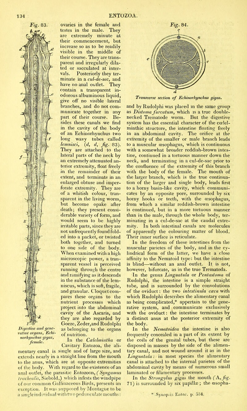 fill ovaries in the female and testes in the male. They are extremely minute at their commencement, but increase so as to be readily visible in the middle of their course. They are trans- parent and irregularly dila- ted or sacculated at inter- vals. Posteriorly they ter- minate in a cul-de-sac, and have no anal outlet. They contain a transparent in- odorous albuminous liquid, give off no visible lateral branches, and do not com- municate together in any part of their course. Be- sides these canals we find in the cavity of the body of an Echinorhynchus two long wavy tubes called lemnisci, (d, d, Jig. 83). They are attached to the lateral parts of the neck by an extremely attenuated an- terior extremity, float freely in the remainder of their extent, and terminate in an enlarged obtuse and imper- forate extremity. They are of a whitish colour, tran- sparent in the living worm, but become opake after death; they present consi- derable variety of form, and would seem to be highly irritable parts, since they are not unfrequently found fold- ed into a packet, or twisted both together, and turned to one side of the body. When examined with a high microscopic power, a tran- sparent vessel is perceived running through the centre and ramifying as it descends in the substance of the lem- niscus, which is soft, fragile, and granular. Cloquet com- pares these organs to the nutrient processes which project into the abdominal cavity of the Ascaris, and they are also regarded by Goeze, Zeder,and Rudolphi as belonging to the organs of nutrition. In the Cazlelmintha or Cavitary Entozoa, the ali- mentary canal is single and of large size, and extends nearly in a straight line from the mouth to the anus, which are at opposite extremities of the body. With regard to the existence of an anal outlet, the parasitic Entozoon, ( Syngamus irachealis, Siebold,) which infests the windpipe of our common Gallinaceous Birds, presents an exception. It was supposed by Montague to be a singleindividual with two pedunculate mouths: Digestive and gene- rative organs, Echi- norhynchus gigas, female. Transverse section of Echinorhynchus gigas. and by Rudolphi was placed in the same group as Distoma furcatum, which is a true double- necked Trematode worm. But the digestive system has the essential character of the ccelel- minthic structure, the intestine floating freely in an abdominal cavity. The orifice at the extremity of the smaller or male branch leads to a muscular oesophagus, which is continuous with a somewhat broader reddish-brown intes- tine, continued in a tortuous manner down the neck, and terminating in a cul-de-sac prior to the confluence of the extremity of this branch with the body of the female. The mouth of the larger branch, which is the true continua- tion of the larger and single body, leads first to a horny basin-like cavity, which communi- cates by an opposite pore, surrounded by six horny hooks or teeth, with the oesophagus, from which a similar reddish-brown intestine is continued, but in a more tortuous manner than in the male, through the whole body, ter- minating in a cul-de-sac at the caudal extre- mity. In both intestinal canals are molecules of apparently the colouring matter of blood. Their inner surface is reticulate. In the freedom of these intestines from the muscular parietes of the body, and in the cy- lindrical form of the latter, we have a close affinity to the Nematoid type: but the intestine is blind—without an anal outlet. It is not, however, bifurcate, as in the true Trematoda. In the genus Linguatula or Pentastonia of Rudolphi, the intestine is a simple straight tube, and is surrounded by the convolutions of the oviduct: the two intestinula cceca with which Rudolphi describes the alimentary canal as being complicated,* appertain to the gene- rative system, and communicate exclusively with the oviduct: the intestine terminates by a distinct anus at the posterior extremity of the body. In the Nematoidea the intestine is also frequently concealed in a part of its extent by the coils of the genital tubes, but these are disposed in masses by the side of the alimen- tary canal, and not wound around it as in the Linguatula: in most species the alimentary canal is attached to the internal parietes of the abdominal cavity by means of numerous small laminated or filamentary processes. In the Strongylus gigas the mouth (A, Jig. 71) is surrounded by six papillae; the cesopha- * .Synopsis Ento?. p. 534.