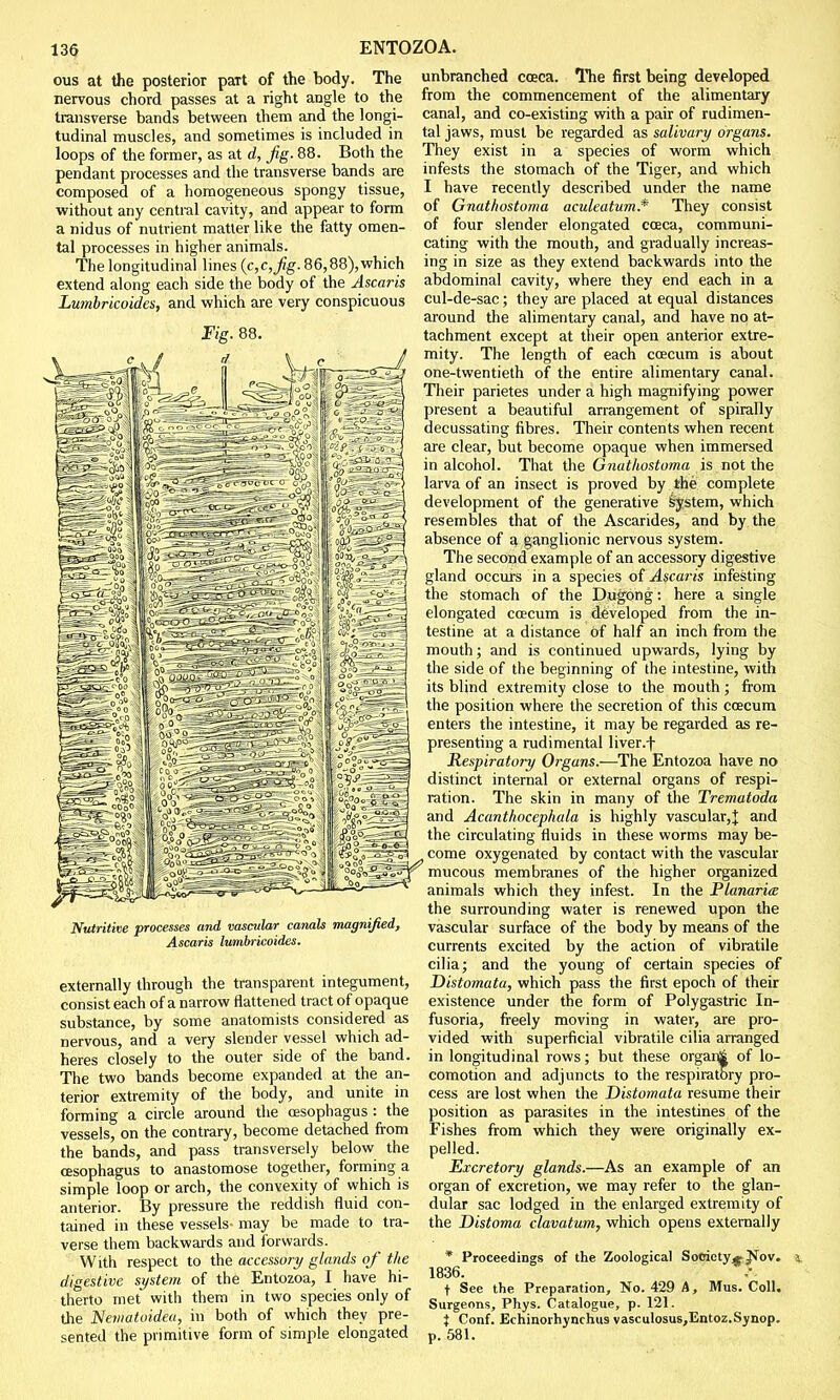 ous at the posterior part of the body. The nervous chord passes at a right angle to the transverse bands between them and the longi- tudinal muscles, and sometimes is included in loops of the former, as at d, fig. 88. Both the pendant processes and the transverse bands are composed of a homogeneous spongy tissue, without any central cavity, and appear to form a nidus of nutrient matter like the fatty omen- tal processes in higher animals. The longitudinal lines (c,c,fig. 86,88),which extend along each side the body of the Ascaris Lumbricoides, and which are very conspicuous Fig. 88. Nutritive processes and vascular canah magnified, Ascaris lumbricoides. externally through the transparent integument, consist each of a narrow flattened tract of opaque substance, by some anatomists considered as nervous, and a very slender vessel which ad- heres closely to the outer side of the band. The two bands become expanded at the an- terior extremity of the body, and unite in forming a circle around the oesophagus : the vessels, on the contrary, become detached from the bands, and pass transversely below the oesophagus to anastomose together, forming a simple loop or arch, the convexity of which is anterior. By pressure the reddish fluid con- tained in these vessels- may be made to tra- verse them backwards and forwards. With respect to the accessory glands of the digestive system of the Entozoa, I have hi- therto met with them in two species only of the Nematoidea, in both of which they pre- sented the primitive form of simple elongated unbranched cceca. The first being developed from the commencement of the alimentary canal, and co-existing with a pair of rudimen- tal jaws, must be regarded as salivary organs. They exist in a species of worm which infests the stomach of the Tiger, and which I have recently described under the name of Gnathostoma aculeatum.* They consist of four slender elongated cceca, communi- cating with the mouth, and gradually increas- ing in size as they extend backwards into the abdominal cavity, where they end each in a cul-de-sac; they are placed at equal distances around the alimentary canal, and have no at- tachment except at their open anterior extre- mity. The length of each ccecum is about one-twentieth of the entire alimentary canal. Their parietes under a high magnifying power present a beautiful arrangement of spirally decussating fibres. Their contents when recent are clear, but become opaque when immersed in alcohol. That the Gnathostoma is not the larva of an insect is proved by the complete development of the generative system, which resembles that of the Ascarides, and by the absence of a ganglionic nervous system. The second example of an accessory digestive gland occurs in a species of Ascaris infesting the stomach of the Dugong: here a single elongated ccecum is developed from the in- testine at a distance of half an inch from the mouth; and is continued upwards, lying by the side of the beginning of the intestine, with its blind extremity close to the mouth; from the position where the secretion of this ccecum enters the intestine, it may be regarded as re- presenting a rudimental liver.f Respiratory Organs.—The Entozoa have no distinct internal or external organs of respi- ration. The skin in many of the Trematoda and Acanthocephala is highly vascular,^ and the circulating fluids in these worms may be- . come oxygenated by contact with the vascular °°o°&S^y mucous membranes of the higher organized animals which they infest. In the Planarim the surrounding water is renewed upon the vascular surface of the body by means of the currents excited by the action of vibratile cilia; and the young of certain species of Distomata, which pass the first epoch of their existence under the form of Polygastric In- fusoria, freely moving in water, are pro- vided with superficial vibratile cilia arranged in longitudinal rows; but these organj| of lo- comotion and adjuncts to the respiratory pro- cess are lost when the Distomata resume their position as parasites in the intestines of the Fishes from which they were originally ex- pelled. Excretory glands.—As an example of an organ of excretion, we may refer to the glan- dular sac lodged in the enlarged extremity of the Distoma clavatum, which opens externally * Proceedings of the Zoological Society^Nov. 5, 1836. t See the Preparation, No. 429 A, Mus. Coll. Surgeons, Phys. Catalogue, p. 121. X Conf. Echinorhynchus vasculosus,Entoz.Synop. p. 581.