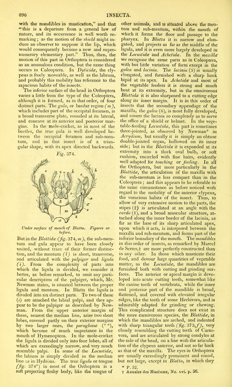 with the mandibles in mastication, and that  this is a departure from a general law of nature, and its occurrence is well worth re- marking; as the motion of the shield might in- duce an observer to suppose it the lip, which would consequently become a new and super- numerary elementary part. Thus, then, the motion of this part in Orthoptera is considered as an anomalous condition, but the same thing occurs in Coleoptera. In Dyticida, the cly- peus is freely moveable, as well as the labrum, and probably this mobility has reference to the rapacious habits of the insects. The inferior surface of the head in Orthoptera varies a little from the type of the Coleoptera, although it is formed, as in that order, of four distinct parts. The gtila, or basilar region (m), which includes part of the occipital foramen, is a broad transverse plate, rounded at its lateral, and concave at its anterior and posterior mar- gins. In the mole-cricket, as in most of the beetles, the true gula is well developed be- tween the occipital foramen and sub-men- tum, and in that insect is of a trian- gular shape, with its apex directed backwards. Fig. 374. Under surface of mouth of Btatta. Figures as before. But in the Blattida (fig. 374, m), the sub-men- tum and gula appear to have been closely united, without trace of their former distinc- tion, and the men turn (I) is short, transverse, and articulated with the palpiger and ligula (i). From the complexity of parts into which the ligula is divided, we consider it better, as before remarked, to omit any parti- cular description of the palpiger, which, Mr. Newman states, is situated between the proper ligula and men turn. In Blatta the ligula is divided into six distinct parts. To two of these (i) are attached the labial palpi, and they ap- pear to be the palpiger as described by New- man. From the upper anterior margin of these, nearest the median line, arise two short lobes, covered partly on their exterior margins by two larger ones, the paraglossaz (* *), which become of much importance in the mouth of Hymenoptera. In the mole-cricket the ligula is divided only into four lobes, all of which are exceedingly narrow, and very much resemble palpi. In some of the Locustida, the labium is simply divided in the median line a.s in Hydrous. The true ligula or tongue (Jig. 374*) in most of the Orthoptera is a soft projecting fleshy body, like the tongue of other animals, and is situated above the men- turn and sub-mentum, within the mouth of which it forms the floor and passage to the pharynx. In Blatta it is narrow and elon- gated, and projects as far as the middle of the ligula, and it is even more largely developed in the Locustida and Achetida. In the maxilla we recognise the same parts as in Coleoptera, with but little variation of form except in the galea and lacinia. The lacinia (5) is usually elongated, and furnished with a sharp hook bipid at its apex. In Achetidaz and most of the vegetable feeders it is strong and much bent at its extremity, but in the omnivorous Bluttidte it is also sharpened to a cutting edge along its inner margin. It is in this order of insects that the secondary appendage of the maxilla, the galea (6), is most fully developed, and covers the lacinia so completely as to serve the office of a shield or helmet. In the vege- table-feeding Locustida, this part is sometimes three-jointed, as observed by Newman* in Acri/dium, but usually it is simply an obtuse double-jointed organ, hollowed on its inner side; but in the Blattida it is expanded at its extremity into a thick oval bulb, or soft cushion, encircled with fine hairs, evidently well adapted for touching or feeling. In all the Orthoptera, but more particularly in the Blattida, the articulation of the maxilla with the sub-mentum is less compact than in the Coleoptera ; and this appears to be referable to the same circumstance as before noticed with regard to the mobility of the anterior clypeus, the voracious habits of the insect. Thus, to allow of very extensive motion to the parts, the stipes (2) is articulated at an angle with the cardo (1), and a broad muscular structure, at- tached along the inner border of the lacinia, as far as the base of its sharp articulated apex, upon which it acts, is interposed between the maxilla and sub-mentum, and forms part of the inferior boundary of the mouth. The mandibles in this order of insects, as remarked by Marcel de Serres,-)- are more perfectly constructed than in any other. In those which masticate their food, and devour large quantities of vegetable matter, as the Locustida, the mandibles are furnished both with cutting and grinding sur- faces. The anterior or apical margin is deve- loped into acute cutting teeth, somewhat like the canine teeth of vertebrata, while the inner and posterior part of the mandible is broad, flattened, and covered with elevated irregular ridges, like the teeth of some Herbivora, and is admirably adapted for grinding or chewing. This complicated structure does not exist in the more carnivorous species, the Blattida, in which the mandibles are arched, and indented with sharp triangular teeth (fig. 3TS,f), very closely resembling the cutting teeth of Carni- vore, and are articulated by strong condyles at the side of the head, on a line with the articula- tion of the clypeus anterior, and not so far back as that of the maxilla. The eyes in Orthoptera are usually exceedingly prominent and round, but not large, except in Blatta, in which they * P. 32. t Annales des Museums, No. xvi. p. 56.