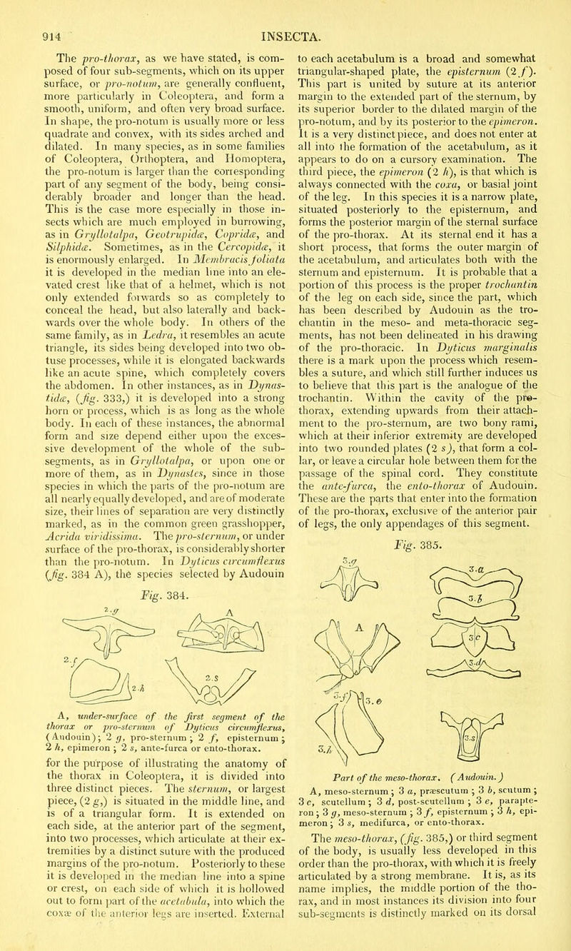 The pro-thorax, as we have stated, is com- posed of four sub-segments, which on its upper surface, or pro-notum, are generally confluent, more particularly in Coleoptera, and form a smooth, uniform, and often very broad surface. In shape, the pro-notum is usually more or less quadrate and convex, with its sides arched and dilated. In many species, as in some families of Coleoptera, Orthoptera, and Homoptera, the pro-notum is larger than the corresponding part of any segment of the body, being consi- derably broader and longer than the head. This is the case more especially in those in- sects which are much employed in burrowing, as in Gfyllotalpa, Geotrupida, Copridte, and Silphida. Sometimes, as in the Cercopkte, it is enormously enlarged. In Membracisjolidta it is developed in the median line into an ele- vated crest like that of a helmet, which is not only extended forwards so as completely to conceal the head, but also laterally and back- wards over the whole body. In others of the same family, as in Ledra, it resembles an acute triangle, its sides being developed into two ob- tuse processes, while it is elongated backwards like an acute spine, which completely covers the abdomen. In other instances, as in Dynas- tidce, (Jig. 333,) it is developed into a strong horn or process, which is as long as the whole body. In each of these instances, the abnormal form and size depend either upon the exces- sive development of the whole of the sub- segments, as in Gryllotalpa, or upon one or more of them, as in Dynustes, since in those species in which the parts of the pro-notum are all nearly equally developed, and are of moderate size, their lines of separation are very distinctly marked, as in the common green grasshopper, Acrida viridissima. The pro-sternum, or under .surface of the pro-thorax, is considerably shorter than the pro-notum. In Dyticus circumflexus (fig. 384 A), the species selected by Audouin Fig. 384. A, under-surface of the first segment of the thorax or pro-sternum of Dyticus circumflexus, (Audouin); 2 g, pro-sternum; 2 f, episternum ; 2 h, epimeron ; 2 s, ante-furca or ento-thorax. for the purpose of illustrating the anatomy of the thorax in Coleoptera, it is divided into three distinct pieces. The sternum, or largest piece, (2 g,) is situated in the middle line, and is of a triangular form. It is extended on each side, at the anterior part of the segment, into two processes, which articulate at their ex- tremities by a distinct suture with the produced margins of the pro-notum. Posteriorly to these it is developed in the median line into a spine or crest, on each side of which it is hollowed out to form part of the acetubula, into which the coxae of the anterior legs are inserted. External to each acetabulum is a broad and somewhat triangular-shaped plate, the episternum (2/). This part is united by suture at its anterior margin to the extended part of the sternum, by its superior border to the dilated margin of the pro-notum, and by its posterior to the epimeron. It is a very distinct piece, and does not enter at all into ihe formation of the acetabulum, as it appears to do on a cursory examination. The third piece, the epimeron (2 h), is that which is always connected with the coxa, or basial joint of the leg. In this species it is a narrow plate, situated posteriorly to the episternum, and forms the posterior margin of the sternal surface of the pro-thorax. At its sternal end it has a short process, that forms the outer margin of the acetabulum, and articulates both with the sternum and episternum. It is probable that a portion of this process is the proper trochantin of the leg on each side, since the part, which has been described by Audouin as the tro- chantin in the meso- and meta-thoracic seg- ments, has not been delineated in his drawing of the pro-thoracic. In Dyticus marginatis there is a mark upon the process which resem- bles a suture, and which still further induces us to believe that this part is the analogue of the trochantin. Within the cavity of the pre- thorax, extending upwards from their attach- ment to the pro-sternum, are two bony rami, which at their inferior extremity are developed into two rounded plates (2 s), that form a col- lar, or leave a circular hole between them for the passage of the spinal cord. They constitute the ante:furca, the ento-thorax of Audouin. These are the parts that enter into the formation of the pro-thorax, exclusive of the anterior pair of legs, the only appendages of this segment. Fig. 385. Part of the meso-thorax. ( Audouin.) A, meso-sternum; 3 a, praescutum ; 3 b, scutum ; 3 c, scutellum; 3 d, post-scutellum ; 3 e, parapte- ron; 3 g, meso-sternum ; 3/, episternum ; 3 h, epi- meron ; 3 s, medifurca, or ento-thorax. The meso-thorax, (jig. 385,) or third segment of the body, is usuaily less developed in this order than the pro-thorax, with which it is freely articulated by a strong membrane. It is, as its name implies, the middle portion of the tho- rax, and in most instances its division into four sub-segments is distinctly marked on its dorsal