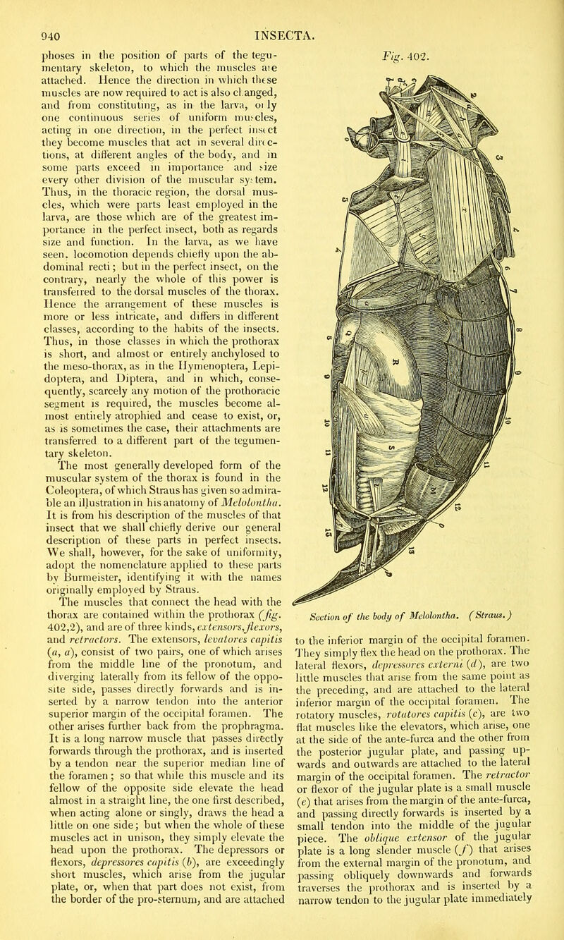 phoses in the position of parts of the tegu- mentary skeleton, to which the muscles aie attached. Hence the direction in which thtse muscles are now required to act is also cl anged, and from constituting, as in the larv;t, 01 ly one continuous series of uniform mmcles, acting in one direction, in the perfect insect they become muscles that act in several direc- tions, at different angles of the body, and in some parts exceed in importance and size every other division of the muscular system. Thus, in the thoracic region, the dorsal mus- cles, which were parts least employed in the larva, are those which are of the greatest im- portance in the perfect insect, both as regards size and function. In the larva, as we have seen, locomotion depends chiefly upon the ab- dominal recti; but in the perfect insect, on the contrary, nearly the whole of this power is transferred to the dorsal muscles of the thorax. Hence the arrangement of these muscles is more or less intricate, and differs in different classes, according to the habits of the insects. Thus, in those classes in which the prothorax is short, and almost or entirely anchylosed to the meso-thorax, as in the Hymenoptera, Lepi- doptera, and Diptera, and in which, conse- quently, scarcely any motion of the prothoracic segment is required, the muscles become al- most entiiely atrophied and cease to exist, or, as is sometimes the case, their attachments are transferred to a different part of the tegumen- tary skeleton. The most generally developed form of the muscular system of the thorax is found in the Coleoptera, of which Straus has given so admira- ble an illustration in his anatomy of Melolontha. It is from his description of the muscles of that insect that we shall chiefly derive our general description of these parts in perfect insects. We shall, however, for the sake of uniformity, adopt the nomenclature applied to these parts by liurmeister, identifying it with the names originally employed by Straus. The muscles that connect the head with the thorax are contained within the prothorax (fig. 402,2), and are of three kinds, extensors,Jlexors, and retractors. The extensors, levatures capitis (a, a), consist of two pairs, one of which arises from the middle line of the pronotum, and diverging laterally from its fellow of the oppo- site side, passes directly forwards and is in- serted by a narrow tendon into the anterior superior margin of the occipital foramen. The other arises further back from the prophragma. It is a long narrow muscle that passes directly forwards through the prothorax, and is inserted by a tendon near the superior median line of the foramen; so that while this muscle and its fellow of the opposite side elevate the head almost in a straight line, the one first described, when acting alone or singly, draws the head a little on one side; but when the whole of these muscles act in unison, they simply elevate the head upon the prothorax. The depressors or flexors, depressores capitis (b), are exceedingly short muscles, which arise from the jugular plate, or, when that part does not exist, from the border of the pro-sternum, and are attached Fig. 402. Section of the body of Melolontha. (Straus.) to the inferior margin of the occipital foramen. They simply flex the head on the prothorax. The lateral flexors, depressores externi id), are two little muscles that arise from the same point as the preceding, and are attached to the lateral inferior margin of the occipital foramen. The rotatory muscles, rutatures capitis (c), are two flat muscles like the elevators, which arise, one at the side of the ante-furca and the other from the posterior jugular plate, and passing up- wards and outwards are attached to the lateral margin of the occipital foramen. The retractor or flexor of the jugular plate is a small muscle (e) that arises from the margin of the ante-furca, and passing directly forwards is inserted by a small tendon into the middle of the jugular piece. The oblique extensor of the jugular plate is a long slender muscle (/) that arises from the external margin of the pronotum, and passing obliquely downwards and forwards traverses the prothorax and is inserted by a narrow tendon to the jugular plate immediately