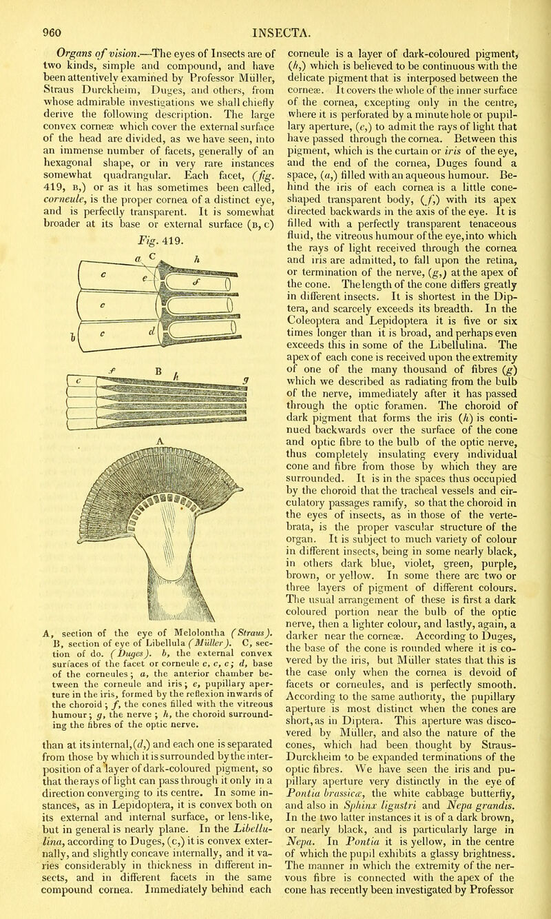 Organs of vision.—The eyes of Insects are of two kinds, simple and compound, and have been attentively examined by Professor Miiller, Straus Durckheim, Duges, and others, from whose admirable investigations we shall chiefly derive the following description. The large convex cornea? which cover the external surface of the head are divided, as we have seen, into an immense number of facets, generally of an hexagonal shape, or in very rare instances somewhat quadrangular. Each facet, (fig. 419, b,) or as it has sometimes been called, corneule, is the proper cornea of a distinct eye, and is perfectly transparent. It is somewhat broader at its base or external surface (b, c) A, section of the eye of Melolontha (Straus). ii, section of eye of Libellula (Muller ). C, sec- tion of do. (Duges). b, the external convex surfaces of the facet or corneule c, c, c; d, base of the corneules; a, the anterior chamber be- tween the corneule and iris; e, pupillary aper- ture in the iris, formed by the reflexion inwards of the choroid ; /, the cones filled with the vitreous humour; g, the nerve ; /(, the choroid surround- ing the fibres of the optic nerve. than at itsinternal,(rf,) and each one is separated from those by which it is surrounded by the inter- position of a layer of dark-coloured pigment, so that therays of light can pass through it only in a direction converging to its centre. In some in- stances, as in Lepidoptera, it is convex both on its external and internal surface, or lens-like, but in general is nearly plane. In the Libellu- lina, according to Duges, (c,) it is convex exter- nally, and slightly concave internally, and it va- ries considerably in thickness in different in- sects, and in different facets in the same compound cornea. Immediately behind each corneule is a layer of dark-coloured pigment, (/>,) which is believed to be continuous with the delicate pigment that is interposed between the cornea?. It covers the whole of the inner surface of the cornea, excepting only in the centre, where it is perforated by a minute hole or pupil- lary aperture, (e,) to admit the rays of light that have passed through the cornea. Between this pigment, which is the curtain or iris of the eye, and the end of the cornea, Duges found a space, («,) filled with an aqueous humour. Be- hind the iris of each cornea is a little cone- shaped transparent body, (_/',) with its apex directed backwards in the axis of the eye. It is filled with a perfectly transparent tenaceous fluid, the vitreous humour of the eye,into which the rays of light received through the cornea and iris are admitted, to fall upon the retina, or termination of the nerve, (g,) at the apex of the cone. The length of the cone differs greatly in different insects. It is shortest in the Dip- tera, and scarcely exceeds its breadth. In the Coleoptera and Lepidoptera it is five or six times longer than it is broad, and perhaps even exceeds this in some of the Libellulina. The apex of each cone is received upon the extremity of one of the many thousand of fibres (g) which we described as radiating from the bulb of the nerve, immediately after it has passed through the optic foramen. The choroid of dark pigment that forms the iris (A) is conti- nued backwards over the surface of the cone and optic fibre to the bulb of the optic nerve, thus completely insulating every individual cone and fibre from those by which they are surrounded. It is in the spaces thus occupied by the choroid that the tracheal vessels and cir- culatory passages ramify, so that the choroid in the eyes of insects, as in those of the verte- brata, is the proper vascular structure of the organ. It is subject to much variety of colour in different insects, being in some nearly black, in others dark blue, violet, green, purple, brown, or yellow. In some there are two or three layers of pigment of different colours. The usual arrangement of these is first a dark coloured portion near the bulb of the optic nerve, then a lighter colour, and lastly, again, a darker near the cornea?. According to Duges, the base of the cone is rounded where it is co- vered by the iris, but Muller states that this is the case only when the cornea is devoid of facets or corneules, and is perfectly smooth. According to the same authority, the pupillary aperture is most distinct when the cones are short, as in Diptera. This aperture was disco- vered by Muller, and also the nature of the cones, which had been thought by Straus- Durckheim to be expanded terminations of the optic fibres. We have seen the iris and pu- pillary aperture very distinctly in the eye of Pontia brassicce, the white cabbage butterfly, and also in Sphinx ligustri and Nepa grandis. In the two latter instances it is of a dark brown, or nearly black, and is particularly large in Nepa. In Pontia it is yellow, in the centre of which the pupil exhibits a glassy brightness. The manner in which the extremity of the ner- vous fibre is connected with the apex of the cone has recently been investigated by Professor