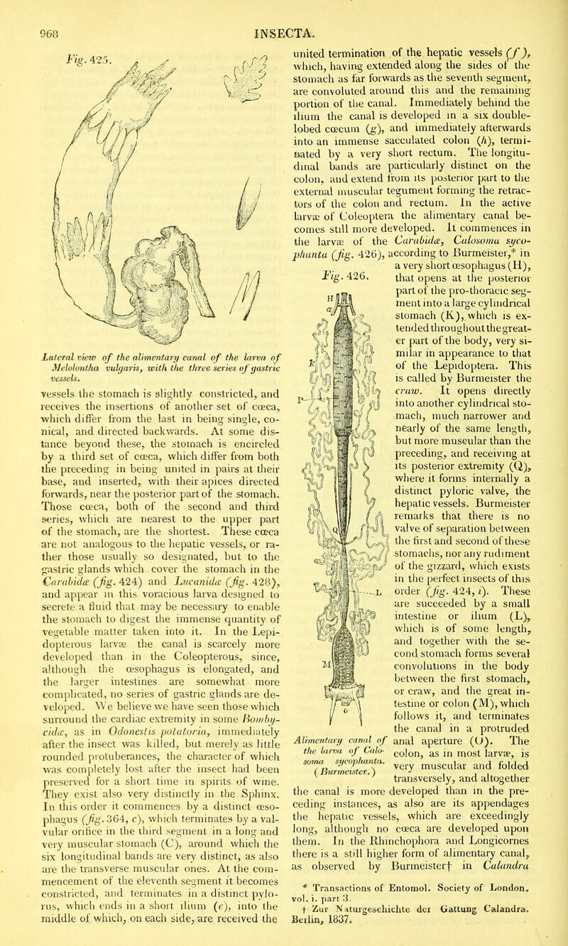 Fig. 425 Lateral viexv of the alimentary canal of the larva of Melohmtlia vulgaris, with the three series of gastric vessels the stomach is slightly constricted, and receives the insertions of another set of caeca, which differ from the last in being single, co- nical, and directed backwards. At some dis- tance beyond these, the stomach is encircled by a third set of caeca, which differ from both the preceding in being united in pairs at their base, and inserted, with their apices directed forwards, near the posterior part of the stomach. Those coeca, both of the second and third series, which are nearest to the upper part of the stomach, are the shortest. These cceca are not analogous to the hepatic vessels, or ra- ther those usually so designated, but to the gastric glands which cover the stomach in the Carabida (Jig. 424) and Lucanida (Jig. 428), and appear in this voracious larva designed to secrete a fluid that may be necessary to enable the stomach to digest the immense quantity of vegetable matter taken into it. In the Lepi- dopterous larvae the canal is scarcely more developed than in the Coleopterous, since, although the oesophagus is elongated, and the larger intestines are somewhat more complicated, no series of gastric glands are de- veloped. We believe we have seen those which surround the cardiac extremity in some liowbi/- cida, as in Odonestis potatoria, immediately after the insect was killed, but merely as little rounded protuberances, the character of which was completely lost after the insect had been preserved for a short time in spirits of wine. They exist also very distinctly in the Sphinx. In this order it commences by a distinct oeso- phagus (fig. 364, c), which terminates by a val- vular orifice in the third segment in a long and very muscular stomach (C), around which the six longitudinal bands are very distinct, as also are the transverse muscular ones. At the com- mencement of the eleventh segment it becomes constricted, and terminates in a distinct pylo- rus, which ends in a short ilium (e), into the middle of which, on each side, are received the Fie. 426. Xn united termination of the hepatic vessels (f), winch, having extended along the sides of the stomach as far forwards as the seventh segment, are convoluted around this and the remaining portion of the canal. Immediately behind the ilium the canal is developed in a six double- lobed caecum (g), and immediately afterwards into an immense sacculated colon (/»), termi- nated by a very short rectum. The longitu- dinal bands are particularly distinct on the colon, and extend from Us posterior part to the external muscular tegument forming the retrac- tors of the colon and rectum. In the active larvae of (Joleoptera the alimentary canal be- comes still more developed, it commences in the larvae of the Carabida, Culosoma st/cu- phanta (fig. 426), according to Burmeisier,* in a very short oesophagus (H), that opens at the posterior part of the pro-thoracic seg- ment into a large cylindrical stomach (K), which is ex- tended throughout the great- er part of the body, very si- milar in appearance to that of the Lepidopteva. This is called by Burmeister the cruw. It opens directly into another cylindrical sto- mach, much narrower and nearly of the same length, but more muscular than the preceding, and receiving at its posterior extremity (Q), where it forms internally a distinct pyloric valve, the hepatic vessels. Burmeister remarks that there is no valve of separation between the first and second of these stomachs, nor any rudiment of the gizzard, which exists in the perfect insects of this order (fig. 424, i). These are succeeded by a small intestine or ilium (L), which is of some length, and together with the se- cond stomach forms several convolutions in the body between the fust stomach, or craw, and the great in- testine or colon (M), which follows it, and terminates the canal in a protruded Alimentary canal of anal aperture (U). The the larva of Calo- co]on> as ln most larva?, is soma sycophanta. muscular and folded (Burmeister.) ■> . . , transversely, and altogether the canal is more developed than in the pre- ceding instances, as also are its appendages the hepatic vessels, which are exceedingly long, although no cceca are developed upon them. In the lihinchophora and Longicornes there is a still higher form of alimentary canal, as observed by Burmeisterf in Culundra * Transactions of Entomol. Society of London, vol. i. part 3. t Zur Naturgescliichte dcr Gattung Calandra. Beilin, 1837. 7