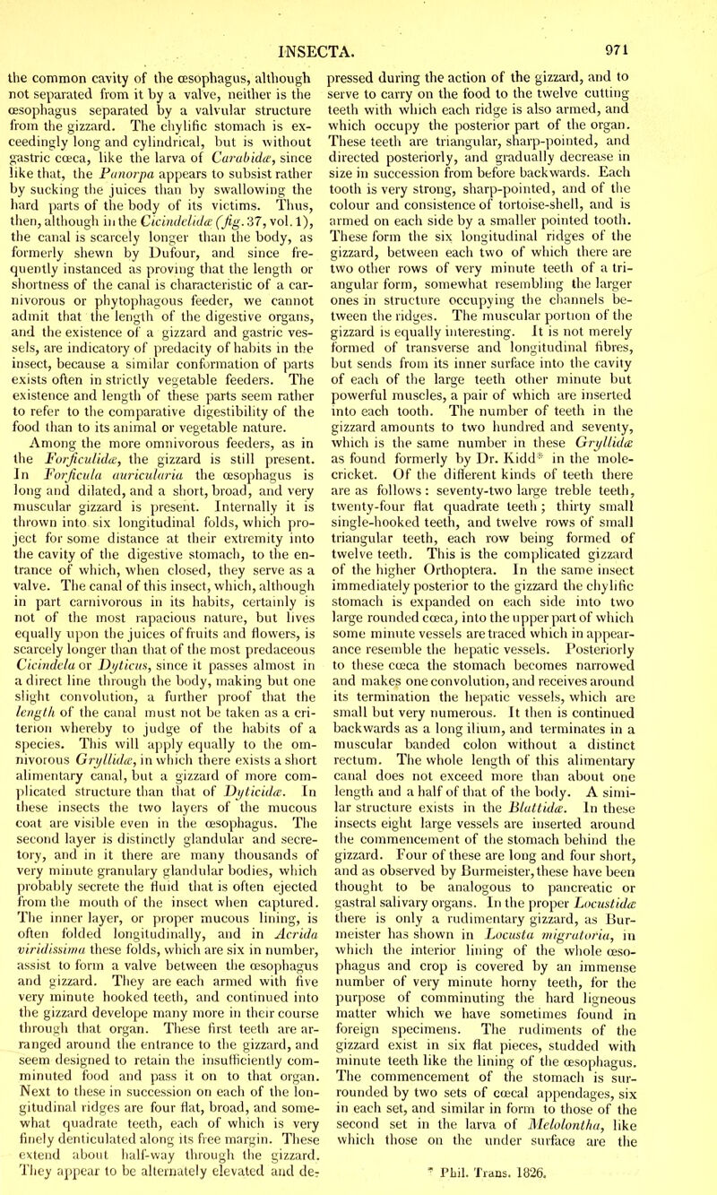 the common cavity of the oesophagus, although not separated from it by a valve, neither is the oesophagus separated by a valvular structure from the gizzard. The chylific stomach is ex- ceedingly long and cylindrical, but is without gastric coeca, like the larva of Car-abidee, since like that, the Punorpa appears to subsist rather by sucking the juices than by swallowing the hard parts of the body of its victims. Thus, then, although in the Cicindelida'(fig. 37, vol. 1), the canal is scarcely longer than the body, as formerly shewn by Dufour, and since fre- quently instanced as proving that the length or shortness of the canal is characteristic of a car- nivorous or phytophagous feeder, we cannot admit that the length of the digestive organs, and the existence of a gizzard and gastric ves- sels, are indicatory of predacity of habits in the insect, because a similar conformation of parts exists often in strictly vegetable feeders. The existence and length of these parts seem rather to refer to the comparative digestibility of the food than to its animal or vegetable nature. Among the more omnivorous feeders, as in the Forficulida, the gizzard is still present. In Forjicula auriculuria the oesophagus is long and dilated, and a short, broad, and very muscular gizzard is present. Internally it is thrown into six longitudinal folds, which pro- ject for some distance at their extremity into the cavity of the digestive stomach, to the en- trance of which, when closed, they serve as a valve. The canal of this insect, which, although in part carnivorous in its habits, certainly is not of the most rapacious nature, but lives equally upon the juices of fruits and flowers, is scarcely longer than that of the most predaceous Cieindela or Dyticus, since it passes almost in a direct line through the body, making but one slight convolution, a further proof that the length of the canal must not be taken as a cri- terion whereby to judge of the habits of a species. This will apply equally to the om- nivorous Gryllidee, in which there exists a short alimentary canal, but a gizzard of more com- plicated structure than that of Di/ticida. In these insects the two layers of the mucous coat are visible even in the oesophagus. The second layer is distinctly glandular and secre- tory, and in it there are many thousands of very minute granulary glandular bodies, which probably secrete the fluid that is often ejected from the mouth of the insect when captured. The inner layer, or proper mucous lining, is often folded longitudinally, and in Acrida viridissima these folds, which are six in number, assist to form a valve between the oesophagus and gizzard. They are each armed with five very minute hooked teeth, and continued into the gizzard develope many more in their course through that organ. These first teeth are ar- ranged around the entrance to the gizzard, and seem designed to retain the insufficiently com- minuted food and pass it on to that organ. Next to these in succession on each of the lon- gitudinal ridges are four flat, broad, and some- what quadrate teeth, each of which is very finely denticulated along its free margin. These extend about half-way through the gizzard. They appear to be alternately elevated and de- pressed during the action of the gizzard, and to serve to carry on the food to the twelve cutting teeth with which each ridge is also armed, and which occupy the posterior part of the organ. These teeth are triangular, sharp-pointed, and directed posteriorly, and gradually decrease in size in succession from before backwards. Each tooth is very strong, sharp-pointed, and of the colour and consistence of tortoise-shell, and is armed on each side by a smaller pointed tooth. These form the six longitudinal ridges of the gizzard, between each two of which there are two other rows of very minute teeth of a tri- angular form, somewhat resembling the larger ones in structure occupying the channels be- tween the ridges. The muscular portion of the gizzard is equally interesting. It is not merely formed of transverse and longitudinal fibres, but sends from its inner surface into the cavity of each of the large teeth other minute but powerful muscles, a pair of which are inserted into each tooth. The number of teeth in the gizzard amounts to two hundred and seventy, which is the same number in these Gryllidee as found formerly by Dr. Kidd* in the mole- cricket. Of the different kinds of teeth there areas follows: seventy-two large treble teeth, twenty-four flat quadrate teeth; thirty small single-hooked teeth, and twelve rows of small triangular teeth, each row being formed of twelve teeth. This is the complicated gizzard of the higher Orthoptera. In the same insect immediately posterior to the gizzard the chylific stomach is expanded on each side into two large rounded coeca, into the upper part of which some minute vessels are traced which in appear- ance resemble the hepatic vessels. Posteriorly to these ccsca the stomach becomes narrowed and makes one convolution, and receives around its termination the hepatic vessels, which are small but very numerous. It then is continued backwards as a long ilium, and terminates in a muscular banded colon without a distinct rectum. The whole length of this alimentary canal does not exceed more than about one length and a half of that of the body. A simi- lar structure exists in the Blattida. In these insects eight large vessels are inserted around the commencement of the stomach behind the gizzard. Four of these are long and four short, and as observed by Burmeister, these have been thought to be analogous to pancreatic or gastral salivary organs. In the proper Locustidte there is only a rudimentary gizzard, as Bur- meister has shown in Locusta migratoriu, in which the interior lining of the whole oeso- phagus and crop is covered by an immense number of very minute horny teeth, for the purpose of comminuting the hard ligneous matter which we have sometimes found in foreign specimens. The rudiments of the gizzard exist in six flat pieces, studded with minute teeth like the lining of the oesophagus. The commencement of the stomach is sur- rounded by two sets of coecal appendages, six in each set, and similar in form to those of the second set in the larva of Melolontha, like which those on the under surface are the J Phil. Trans. 1826.
