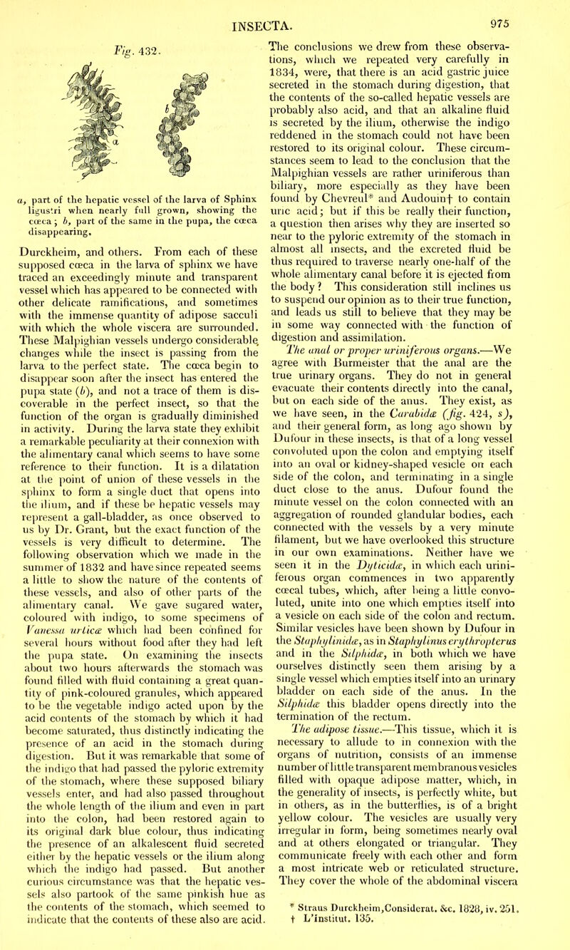 Fig. 432. a, part of the hepatic vessel of the larva of Sphinx ligustri when nearly full grown, showing the cceca ; h, part of the same in the pupa, the coeca disappearing, Durckheim, and others. From each of these supposed coeca in the larva of sphinx we have traced an exceedingly minute and transparent vessel which has appeared to be connected with other delicate ramifications, and sometimes with the immense quantity of adipose sacculi with which the whole viscera are surrounded. These Malpighian vessels undergo considerable, changes while the insect is passing from the larva to the perfect state. The cceca begin to disappear soon after the insect has entered the pupa state (b), and not a trace of them is dis- coverable in the perfect insect, so that the function of the organ is gradually diminished in activity. During the larva state they exhibit a remarkable peculiarity at their connexion with the alimentary canal which seems to have some reference to their function. It is a dilatation at the point of union of these vessels in the sphinx to form a single duct that opens into the ilium, and if these be hepatic vessels may represent a gall-bladder, as once observed to us by Dr. Grant, but the exact function of the vessels is very difficult to determine. The following observation which we made in the summer of 1832 and havesince repeated seems a little to show the nature of the contents of these vessels, and also of other parts of the alimentary canal. We gave sugared water, coloured with indigo, to some specimens of Vanessa urlica which had been confined for several hours without food after they had left the pupa state. On examining the insects about two hours afterwards the stomach was found filled with fluid containing a great quan- tity of pink-coloured granules, which appeared to be the vegetable indigo acted upon by the acid contents of the stomach by which it had become saturated, thus distinctly indicating the presence of an acid in the stomach during digestion. But it was remarkable that some of the indigo that had passed the pyloric extremity of the stomach, where these supposed biliary vessels enter, and had also passed throughout the whole length of the ilium and even in part into the colon, had been restored again to its original dark blue colour, thus indicating the presence of an alkalescent fluid secreted either by the hepatic vessels or the ilium along which the indigo had passed. But another curious circumstance was that the hepatic ves- sels also partook of the same pinkish hue as the contents of the stomach, which seemed to indicate that the contents of these also are acid. The conclusions we drew from these observa- tions, which we repeated very carefully in 1834, were, that there is an acid gastric juice secreted in the stomach during digestion, that the contents of the so-called hepatic vessels are probably also acid, and that an alkaline fluid is secreted by the ilium, otherwise the indigo reddened in the stomach could not have been restored to its original colour. These circum- stances seem to lead to the conclusion that the Malpighian vessels are rather uriniferous than biliary, more especially as they have been found by Chevreul* and Audouinf to contain uric acid; but if this be really their function, a question then arises why they are inserted so near to the pyloric extremity of the stomach in almost all insects, and the excreted fluid be thus required to traverse nearly one-half of the whole alimentary canal before it is ejected from the body ? This consideration still inclines us to suspend our opinion as to their true function, and leads us still to believe that they may be in some way connected with the function of digestion and assimilation. The anal or proper uriniferous organs.—We agree with Burmeister that the anal are the true urinary organs. They do not in general evacuate their contents directly into the canal, but on each side of the anus. They exist, as we have seen, in the Curabidte (Jig. 424, s), and their general form, as long ago shown by Dufour in these insects, is that of a long vessel convoluted upon the colon and emptying itself into an oval or kidney-shaped vesicle on each side of the colon, and terminating in a single duct close to the anus. Dufour found the minute vessel on the colon connected with an aggregation of rounded glandular bodies, each connected with the vessels by a very minute filament, but we have overlooked this structure in our own examinations. Neither have we seen it in the Di/ticida, in which each urini- ferous organ commences in two apparently coecal tubes, which, after being a little convo- luted, unite into one which empties itself into a vesicle on each side of the colon and rectum. Similar vesicles have been shown by Dufour in the Staphylinida, as in Staphylinus erythropterus and in the Sdphida, in both which we have ourselves distinctly seen them arising by a single vessel which empties itself into an urinary bladder on each side of the anus. In the Silphida this bladder opens directly into the termination of the rectum. The adipose tissue.—This tissue, which it is necessary to allude to in connexion with the organs of nutrition, consists of an immense number of little transparent membranous vesicles filled with opaque adipose matter, which, in the generality of insects, is perfectly white, but in others, as in the butterflies, is of a bright yellow colour. The vesicles are usually very irregular in form, being sometimes nearly oval and at others elongated or triangular. They communicate freely with each other and form a most intricate web or reticulated structure. They cover the whole of the abdominal viscera * Straus Durckheim,Considcrat. tkc. 1828, iv. 251, t L'institut. 135.