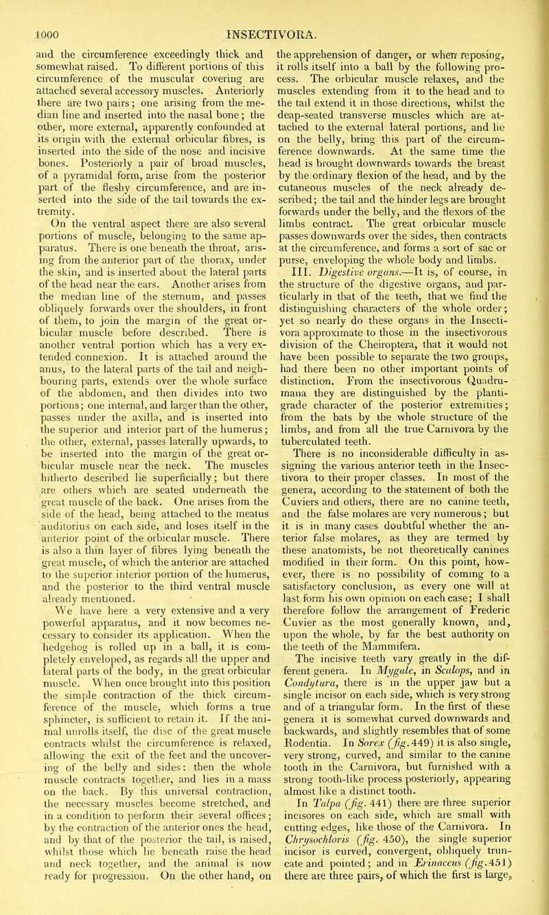 and the circumference exceedingly thick and somewhat raised. To different portions of this circumference of the muscular covering are attached several accessory muscles. Anteriorly there are two pairs; one arising from the me- dian line and inserted into the nasal bone; the other, more external, apparently confounded at its origin with the external orbicular fibres, is inserted into the side of the nose and incisive bones. Posteriorly a pair of broad muscles, of a pyramidal form, arise from the posterior part of the fleshy circumference, and are in* serted into the side of the tail towards the ex- tremity. On the ventral aspect there are also several portions of muscle, belonging to the same ap- paratus. There is one beneath the throat, aris- ing from the anterior part of the thorax, under the skin, and is inserted about the lateral parts of the head near the ears. Another arises from the median line of the sternum, and passes obliquely forwards over the shoulders, in front of them, to join the margin of the great or- bicular muscle before described. There is another ventral portion which has a very ex- tended connexion. It is attached around the anus, to the lateral parts of the tail and neigh- bouring parts, extends over the whole surface of the abdomen, and then divides into two portions; one internal, and larger than the other, passes under the axilla, and is inserted into the superior and interior part of the humerus; the other, external, passes laterally upwards, to be inserted into the margin of the great or- bicular muscle near the neck. The muscles hitherto described lie superficially; but there are others which are seated underneath the great muscle of the back. One arises from the side of the head, being attached to the meatus auditorius on each side, and loses itself in the anterior point of the orbicular muscle. There is also a thin layer of fibres lying beneath the great muscle, of which the anterior are attached to the superior interior portion of the humerus, and the posterior to the third ventral muscle already mentioned. We have here a very extensive and a very powerful apparatus, and it now becomes ne- cessary to consider its application. When the hedgehog is rolled up in a ball, it is com- pletely enveloped, as regards all the upper and lateral parts of the body, in the great orbicular muscle. When once brought into this position the simple contraction of the thick circum- ference of the muscle, which forms a true sphincter, is sufficient to retain it. If the ani- mal unrolls itself, the disc of the great muscle contracts whilst the circumference is relaxed, allowing the exit of the feet and the uncover- ing of the belly and sides: then the whole muscle contracts together, and lies in a mass on the back. By this universal contraction, the necessary muscles become stretched, and in a condition to perform their several offices; by the contraction of the anterior ones the head, and by that of the posterior the tail, is raised, whilst those which lie beneath raise the head and neck together, and the animal is now ready for progression. On the other hand, on the apprehension of danger, or when' reposing, it rolls itself into a ball by the following pro- cess. The orbicular muscle relaxes, and the muscles extending from it to the head and to the tail extend it in those directions, whilst the deap-seated transverse muscles which are at- tached to the external lateral portions, and lie on the belly, bring this part of the circum- ference downwards. At the same time the head is brought downwards towards the breast by the ordinary flexion of the head, and by the cutaneous muscles of the neck already de- scribed; the tail and the hinder legs are brought forwards under the belly, and the flexors of the limbs contract. The great orbicular muscle passes downwards over the sides, then contracts at the circumference, and forms a sort of sac or purse, enveloping the whole body and limbs. III. Digestive organs.—It is, of course, in the structure of the digestive organs, and par- ticularly in that of the teeth, that we find the distinguishing characters of the whole order; yet so nearly do these organs in the Insecti- vora approximate to those in the insectivorous division of the Cheiroptera, that it would not have been possible to separate the two groups, had there been no other important points of distinction. From the insectivorous Quadru- mana they are distinguished by the planti- grade character of the posterior extremities; from the bats by the whole structure of the limbs, and from all the true Carnivora by the tuberculated teeth. There is no inconsiderable difficulty in as- signing the various anterior teeth in the Insec- tivora to their proper classes. In most of the genera, according to the statement of both the Cuviers and others, there are no canine teeth, and the false molares are very numerous; but it is in many cases doubtful whether the an- terior false molares, as they are termed by these anatomists, be not theoretically canines modified in their form. On this point, how- ever, there is no possibility of coming to a satisfactory conclusion, as every one will at last form his own opinion on each case; I shall therefore follow the arrangement of Frederic Cuvier as the most generally known, and, upon the whole, by far the best authority on the teeth of the Mammifera. The incisive teeth vary greatly in the dif- ferent genera. In Mi/gale, in Scalops, and in Condytura, there is in the upper jaw but a single incisor on each side, which is very strong and of a triangular form. In the first of these genera it is somewhat curved downwards and backwards, and slightly resembles that of some Rodentia. In Sorex (JigA49) it is also single, very strong, curved, and similar to the canine tooth in the Carnivora, but furnished with a strong tooth-like process posteriorly, appearing almost like a distinct tooth. In Talpa (jig. 441) there are three superior incisores on each side, which are small with cutting edges, like those of the Carnivora. In Chrysockloris (fig. 450), the single superior incisor is curved, convergent, obliquely trun- cate and pointed; and in Erinaceus (fig.451) there are three pairs, of which the first is large,