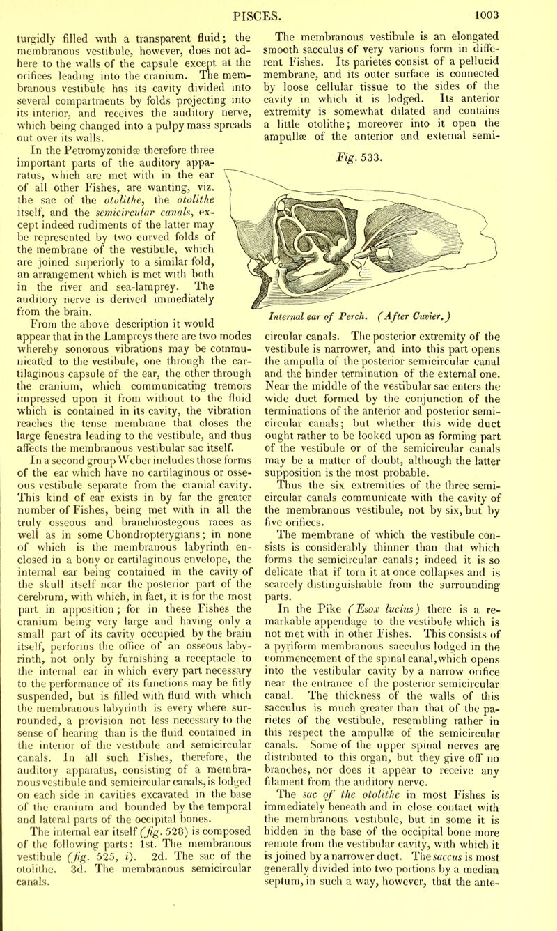 turgidly filled with a transparent fluid; the membranous vestibule, however, does not ad- here to the walls of the capsule except at the orifices leading into the cranium. The mem- branous vestibule has its cavity divided into several compartments by folds projecting into its interior, and receives the auditory nerve, which being changed into a pulpy mass spreads out over its walls. In the Petromyzonidae therefore three important parts of the auditory appa- ratus, which are met with in the ear of all other Fishes, are wanting, viz. the sac of the otolithe, the otolithe itself, and the semicircular canals, ex- cept indeed rudiments of the latter may be represented by two curved folds of the membrane of the vestibule, which are joined superiorly to a similar fold, an arrangement which is met with both in the river and sea-lamprey. The auditory nerve is derived immediately from the brain. From the above description it would appear that in the Lampreys there are two modes whereby sonorous vibrations may be commu- nicated to the vestibule, one through the car- tilaginous capsule of the ear, the other through the cranium, which communicating tremors impressed upon it from without to the fluid which is contained in its cavity, the vibration reaches the tense membrane that closes the large fenestra leading to the vestibule, and thus affects the membranous vestibular sac itself. In a second group Weber includes those forms of the ear which have no cartilaginous or osse- ous vestibule separate from the cranial cavity. This kind of ear exists in by far the greater number of Fishes, being met with in all the truly osseous and branchiostegous races as well as in some Chondropterygians; in none of which is the membranous labyrinth en- closed in a bony or cartilaginous envelope, the internal ear being contained in the cavity of the skull itself near the posterior part of the cerebrum, with which, in fact, it is for the most part in apposition; for in these Fishes the cranium being very large and having only a small part of its cavity occupied by the brain itself, performs the office of an osseous laby- rinth, not only by furnishing a receptacle to the internal ear in which every part necessary to the performance of its functions may be fitly suspended, but is filled with fluid with which the membranous labyrinth is every where sur- rounded, a provision not less necessary to the sense of hearing than is the fluid contained in the interior of the vestibule and semicircular canals. In all such Fishes, therefore, the auditory apparatus, consisting of a membra- nous vestibule and semicircular canals, is lodged on each side in cavities excavated in the base of the cranium and bounded by the temporal and lateral parts of the occipital bones. The internal ear itself (jig. 528) is composed of the following parts: 1st. The membranous vestibule (fig. 525, i). 2d. The sac of the The membranous vestibule is an elongated smooth sacculus of very various form in diffe- rent Fishes. Its parietes consist of a pellucid membrane, and its outer surface is connected by loose cellular tissue to the sides of the cavity in which it is lodged. Its anterior extremity is somewhat dilated and contains a little otolithe; moreover into it open the ampulla? of the anterior and external semi- Pig. 533. otolithe. canals. 3d. The membranous semicircular Internal ear of Perch. (After Cuvier.) circular canals. The posterior extremity of the vestibule is narrower, and into this part opens the ampulla of the posterior semicircular canal and the hinder termination of the external one. Near the middle of the vestibular sac enters the wide duct formed by the conjunction of the terminations of the anterior and posterior semi- circular canals; but whether this wide duct ought rather to be looked upon as forming part of the vestibule or of the semicircular canals may be a matter of doubt, although the latter supposition is the most probable. Thus the six extremities of the three semi- circular canals communicate with the cavity of the membranous vestibule, not by six, but by five orifices. The membrane of which the vestibule con- sists is considerably thinner than that which forms the semicircular canals; indeed it is so delicate that if torn it at once collapses and is scarcely distinguishable from the surrounding parts. In the Pike (Esox lucius) there is a re- markable appendage to the vestibule which is not met with in other Fishes. This consists of a pyriform membranous sacculus lodged in the commencement of the spinal canal, which opens into the vestibular cavity by a narrow orifice near the entrance of the posterior semicircular canal. The thickness of the walls of this sacculus is much greater than that of the pa- rietes of the vestibule, resembling rather in this respect the ampullar of the semicircular canals. Some of the upper spinal nerves are distributed to this organ, but they give off no branches, nor does it appear to receive any filament from the auditory nerve. The sue of the otolithe. in most Fishes is immediately beneath and in close contact with the membranous vestibule, but in some it is hidden in the base of the occipital bone more remote from the vestibular cavity, with which it is joined by a narrower duct. The succus is most generally divided into two portions by a median septum, in such a way, however, that the ante-