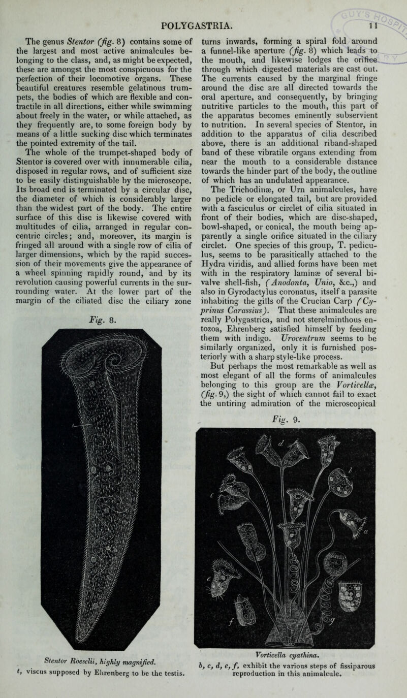 The genus Stentor (fig. 8) contains some of the largest and most active animalcules be- longing to the class, and, as might be expected, these are amongst the most conspicuous for the perfection of their locomotive organs. These beautiful creatures resemble gelatinous trum- pets, the bodies of which are flexible and con- tractile in all directions, either while swimming about freely in the water, or while attached, as they frequently are, to some foreign body by means of a little sucking disc which terminates the pointed extremity of the tail. The whole of the trumpet-shaped body of Stentor is covered over with innumerable cilia, disposed in regular rows, and of sufficient size to be easily distinguishable by the microscope. Its broad end is terminated by a circular disc, the diameter of which is considerably larger than the widest part of the body. The entire surface of this disc is likewise covered with multitudes of cilia, arranged in regular con- centric circles; and, moreover, its margin is fringed all around with a single row of cilia of larger dimensions, which by the rapid succes- sion of their movements give the appearance of a wheel spinning rapidly round, and by its revolution causing powerful currents in the sur- rounding water. At the lower part of the margin of the ciliated disc the ciliary zone ^ig- 8. turns inwards, forming a spiral fold around a funnel-like aperture (jig. 8) which leads to the mouth, and likewise lodges the orifice through which digested materials are cast out. The currents caused by the marginal fringe around the disc are all directed towards the oral aperture, and consequently, by bringing nutritive particles to the mouth, this part of the apparatus becomes eminently subservient to nutrition. In several species of Stentor, in addition to the apparatus of cilia described above, there is an additional riband-shaped band of these vibratile organs extending from near the mouth to a considerable distance towards the hinder part of the body, the outline of which has an undulated appearance. The Trichodinae, or Urn animalcules, have no pedicle or elongated tail, but are provided with a fasciculus or circlet of cilia situated in front of their bodies, which are disc-shaped, bowl-shaped, or conical, the mouth being ap- parently a single orifice situated in the ciliary circlet. One species of this group, T. pedicu- lus, seems to be parasitically attached to the Hydra viridis, and allied forms have been met with in the respiratory laminae of several bi- valve shell-fish, (Anodonta, Unio^ &lc.,) and also in Gyrodactylus coronatus, itself a parasite inhabiting the gills of the Crucian Carp /^Cy- prinus Carassius). That these animalcules are really Polygastrica, and not sterelminthous en- tozoa, Ehrenberg satisfied himself by feeding them with indigo. Urocentrum seems to be similarly organized, only it is furnished pos- teriorly with a sharp style-like process. But perhaps the most remarkable as well as most elegant of all the forms of animalcules belonging to this group are the VorticellcBy (fig. 9,) the sight of which cannot fail to exact the untiring admiration of the microscopical Fiif, 9. Stentor Roeselii, highly magnified, t, viscus supposed by Elirenberg to be the testis. Vorticella cyathina. h, c, d, e,f, exhibit the various steps of fissiparous reproduction in this animalcule.