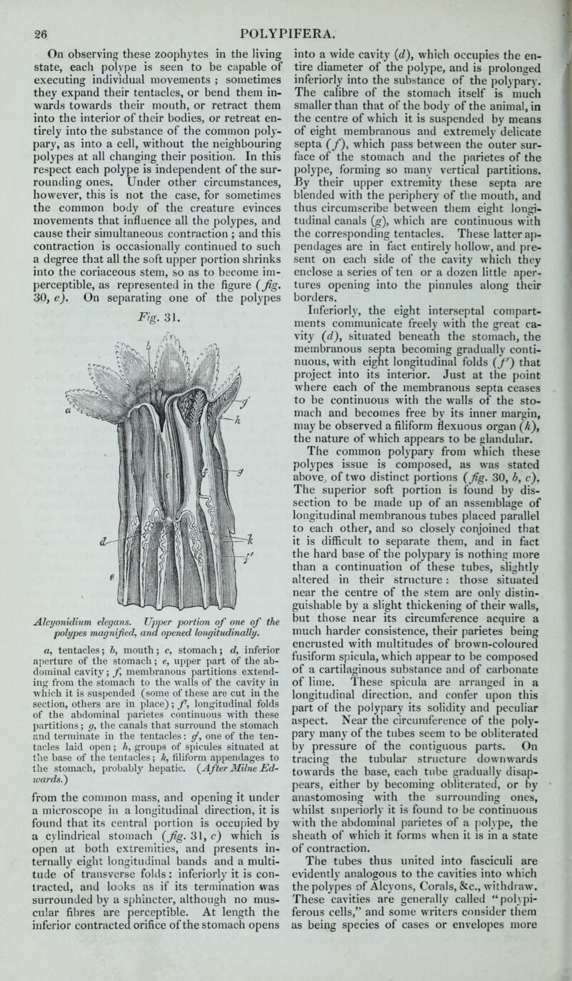 On observing these zoophytes in the living state, each polype is seen to be capable of executing individual movements ; sometimes they expand their tentacles, or bend them in- wards towards their mouth, or retract them into the interior of their bodies, or retreat en- tirely into the substance of the common poly- pary, as into a cell, without the neighbouring polypes at all changing their position. In this respect each polype is independent of the sur- rounding ones. Under other circumstances, however, this is not the case, for sometimes the common body of the creature evinces movements that influence all the polypes, and cause their simultaneous contraction ; and this contraction is occasionally continued to such a degree that all the soft upper portion shrinks into the coriaceous stem, so as to become im- perceptible, as represented in the figure (Jig. 30, e). On separating one of the polypes Fig. 31. Alcyonidium elegans. Upper portion of one of the polypes magnified, and opened longitudinally. a, tentacles; h, mouth; c, stomach; d, inferior aperture of the stomach; e, upper part of the ab- dominal cavity; /, membranous partitions extend- ing from the stomach to the Avails of the ca\ity iu which it is suspended (some of these are cut in the section, others are in place); f, longitudinal folds of the abdominal parietes continuou.s with these partitions; g, the canals that surround the stomach and terminate in the tentacles: gf, one of the ten- tacles laid open; h, groups of spicules situated at the base of the tentacles; k, filiform appendages to the stomach, probably hepatic. (^After Milne Ed- wards.') from the common mass, and opening it under a microscope in a longitudinal direction, it is found that its central portion is occuj^ied by a cylindrical stomach {fig- 31, c) which is open at both extremities, and presents in- ternally eight longitudinal bands and a multi- tude of transverse folds: inferiorly it is con- tracted, and looks as if its termination was surrounded by a sphincter, although no mus- cular fibres are perceptible. At length the inferior contracted orifice of the stomach opens into a wide cavity (d), which occupies the en- tire diameter of the polype, and is prolonged inferiorly into the substance of the polypary. The calibre of the stomach itself is much smaller than that of the body of the animal, in the centre of which it is suspended by means of eight membranous and extremely delicate septa (/), which pass between the outer sur- face of the stomach and the parietes of the polype, forming so many vertical partitions. By their upper extremity these septa are blended with the periphery of the mouth, and thus circumscribe between them eight longi- tudinal canals {g), which are continuous with the corresponding tentacles. These latter aj)- pendages are in fact entirely hollow, and pre- sent on each side of the cavity which they enclose a series of ten or a dozen little aper- tures opening into the pinnules along their borders. Inferiorly, the eight interseptal compart- ments communicate freely with the great ca- vity (d), situated beneath the stomach, the membranous septa becoming gradually conti- nuous, with eight longitudinal folds (/') that project into its interior. Just at the point where each of the membranous septa ceases to be continuous with the walls of the sto- mach and becomes free by its inner margin, may be observed a filiform flexuous organ (^), the nature of which appears to be glandular. The common polypary from which these polypes issue is composed, as was stated above, of two distinct portions {fg. 30, b, c). The superior soft portion is found by dis- section to be made up of an assemblage of longitudinal membranous tubes placed parallel to each other, and so closely conjoined that it is difficult to separate them, and in fact the hard base of the polypary is nothing more than a continuation of these tubes, slightly altered in their structure : those situated near the centre of the stem are only distin- guishable by a slight thickening of their walls, but those near its circumference acquire a much harder consistence, their parietes being encrusted with multitudes of brown-coloured fusiform spicula, which appear to be composed of a cartilaginous substance and of carbonate of lime. These spicula are arranged in a longitudinal direction, and confer upon this part of the polypary its solidity and peculiar aspect. Near the circumference of the poly- pary many of the tubes seem to be obliterated by pressure of the contiguous parts. On tracing the tubular structure downwards towards the base, each tube gradually disap- pears, either by becoming obliterated, or by anastomosing with the surrounding ones, whilst superiorly it is found to be continuous with the abdominal parietes of a polype, the sheath of which it forms when it is in a state of contraction. The tubes thus united into fasciculi are evidently analogous to the cavities into which the polypes of Alcyons, Corals, &c., withdraw. These cavities are generally called polypi- ferous cells, and some writers consider them as being species of cases or envelopes more