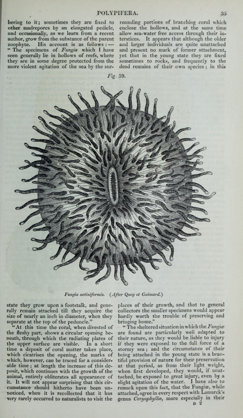 liering to it; sometimes they are fixed to other madrepores by an elongated pedicle, and occasionally, as we learn from a recent author, grow from the substance of the parent zoophyte. His account is as follows : — The specimens of Fung'ia which I have seen generally lie in hollows of reefs, where they are in some degree protected from the more violent agitation of the sea by the sur- rounding portions of branching coral which enclose the hollows, and at the same time allow sea-water free access through their in- terstices. It appears that although the older and larger individuals are quite unattached and present no mark of former attachment, yet that in the young state they are fixed sometimes to rocks, and frequently to the dead remains of their own species ; in this Fig. 39. Fungia actiniformis. (^ifter Quoy et GaimardS) State they grow upon a footstalk, and gene- rally remain attached till they acquire the size of nearly an inch in diameter, when they separate at the top of the peduncle. At this time the coral, when divested of the fleshy part, shows a circular opening be- neath, through which the radiating plates of the upper surface are visible. In a short time a deposit of coral matter takes place, which cicatrises the opening, the marks of which, however, can be traced for a consider- able time ; at length the increase of this de- posit, which continues with the growth of the animal, entirely obliterates all appearance of it. It will not appear surprising that this cir- cumstance should hitherto have been un- noticed, when it is recollected that it has very rarely occurred to naturalists to visit the places of their growth, and that to general collectors the smaller specimens would appear hardly worth the trouble of presen-ing and bringing home. The sheltered situation in \\ hich the Fungice are found are particularly well adapted to their nature, as ihey would be liable to injury if they were exposed to the full force of a stormy sea ; and the circumstance of their being attached in the young state is a beau- tifid provision of nature for their preservation at that period, as from their light weight, when first developed, they would, if unat- tached, be exposed to great injury-, even by a slisht agitation of the water. I have ali^o to remark\ipon this fact, that the Fungiae, while attached, agree in every respect with Lamarck's genus Caryophyll'ia, ruore especially in their D 2
