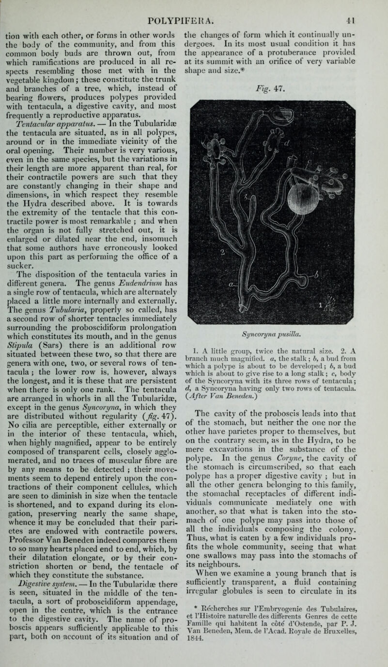 tion with each other, or forms in other words the boJy of the community, and from this common body buds are thrown out, from which ramifications are produced in all re- spects resembling those met with in the vegetable kingdom; these constitute the trunk and branches of a tree, which, instead of bearing flowers, produces polypes provided with tentacula, a digestive cavity, and most frequently a reproductive apparatus. Tentacular apjmratus.— In the Tubularidae the tentacula are situated, as in all polypes, around or in the immediate vicinity of the oral opening. Their number is very various, even in the same species, but the variations in their length are more apparent than real, for their contractile powers are such that they are constantly changing in their shape and dimensions, in which respect they resemble the Hydra described above. It is towards the extremity of the tentacle that this con- tractile power is most remarkable ; and when the organ is not fully stretched out, it is enlarged or dilated near the end, insomuch that some authors have erroneously looked upon this part as performing the office of a sucker. The disposition of the tentacula varies in different genera. The genus Eiidendriiim has a single row of tentacula, which are alternately placed a little more internally and externally. The genus Tubularia, properly so called, has a second row of shorter tentacles immediately surrounding the proboscidiform prolongation which constitutes its mouth, and in the genus Stipula (Sars) there is an additional row situated between these two, so that there are genera with one, two, or several rows of ten- tacula ; the lower row is, however, always the longest, and it is these that are persistent when there is only one rank. The tentacula are arranged in whorls in all the Tubularidae, except in the genus Syncoryna^ in which they are distributed without regularity {^fig. 47). No cilia are perceptible, either externally or in the interior of these tentacula, which, when highly magnified, appear to be entirely composed of transparent cells, closely agglo- merated, and no traces of muscular fibre are by any means to be detected ; their move- ments seem to depend entirely upon the con- tractions of their component cellules, which are seen to diminish in size when the tentacle is shortened, and to expand during its elon- gation, preserving nearly the same shape, whence it may be concluded that their pari- ctes are endowed with contractile powers. Professor Van Beneden indeed compares them to so many hearts placed end to end, which, by their dilatation elongate, or by their con- striction shorten or bend, the tentacle of which they constitute the substance. Digestive system. — In the Tubularidae there is seen, situated in the middle of the ten- tacula, a sort of proboscidiform appendage, open in the centre, which is the entrance to the digestive cavity. The name of pro- boscis appears sufficiently applicable to this part, both on account of its situation and of the changes of form which it continually un- dergoes. In its most usual condition it has the appearance of a protuberance provided at its summit with an orifice of very variable shape and size.* Fig. 47. Syncoryna pusiUa. 1. A little group, twice the natural size. 2. A branch much magnilied. a, the stalk ; b, a bud from which a poh^je is about to be developed; b, a bud which is about to give rise to a long stalk; c, body of the Synconna Avith its three rows of tentacula; d, a Syncor\aia having only two rows of tentacula. (^After Van Beneden.^ The cavity of the proboscis leads into that of the stomach, but neither the one nor the other have parietes proper to themselves, but on the contrary seem, as in the Hydra, to be mere excavations in the substance of the polype. In the genus Corync, the cavity of the stomach is circumscribed, so that each polype has a proper digestive cavity ; but in all the other genera belonging to this family, the stomachal receptacles of different indi- viduals communicate mediately one with another, so that what is taken into the sto- mach of one polype may pass into those of all the individuals composing the colony. Thus, what is eaten by a few individuals pro- fits the whole community, seeing that what one swallows may pass into the stomachs of its neighbours. When we examine a young branch that is sufficiently transparent, a fluid containing irregular globules is seen to circulate in its * Ee'eherches siir I'Embrvogenie des Tubulaires, et I'Histoire naturelle des ditferents Genres de cette Famille qui habitent la cote d'Ostende, par P. J. Van Beneden, ]\Iem. de I'Acad. Rovale de Bruxelles, 1844.