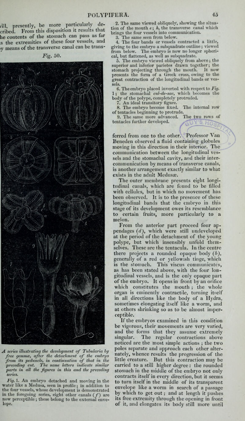 /ill, presently, be more particularly de- cribed. From this disposition it results that he contents of the stomach can pass as far s the extremities of these four vessels, and ly means of the transverse canal can be trans- Fig. 50. A. series illustrating the development of Tuhularia hy free gemmcE, after the detachment of the embryo from its peduncle, in continuation of that in the preceding cut. The same letters indicate similar parts in all the figures in this and the preceding series. Fig. 1. An embryo detached and mo^-ing in the ■water like a Medusa, seen in profile; in addition to the four vessels, whose development is demonstrated in the foregoing series, eight other canals (/) are now perceptible; these belong to the external enve- lope. 2. The same viewed obliquely, showing the situa- tion of the mouth e; h, the transverse canal which brings the ioxur vessels into communication. 3. The same seen from below. 4. The four bands or vessels contracted a little, giving to the embrj'o a subquadrate outline; viewed from below. The embr\'0 is now no longer spheri- cal, but flattened, as well as subquadrate. 5. The embryo viewed obliquely from above; the sujjerior and inferior parietes drawn together; the stomach projecting through the mouth. It now presents the fonn of a Greek cross, owing to the great contraction of the longitudinal bands or ves- sels. 6. The embryo placed inverted with respect to Fig. 1; the stomachal cid-de-sac, which becomes the body of the poh-pe, completely protruded. 7. An ideal transitory figure. 8. The embryo become fixed. The internal row of tentacles beginning to protrude. 9. The same more advanced. The tijorows of tentacles further developed. ^^^^yjY^ i^o^o^g*^ ferred from one to the other. Professor Van Beneden observed a fluid containing globules moving in this direction in their interior. The communication between the longitudinal ves- sels and the stomachal cavity, and their inter- communication by means of transverse canals, is another arrangement exactly similar to what exists in the adult Medusae. The outer membrane presents eight longi- tudinal canals, N\hich are found to be filled with cellules, but in which no movement has been observed. It is to the presence of these longitudinal bands that the embryo in this stage of its development owes its resemblance to certain fruits, more particularly to a melon. From the anterior part proceed four ap- pendages (f/), which were still undeveloped at the period of the detachment of the young polype, but which insensibly unfold them- selves. These are the tentacula. In the centre there projects a rounded opaque body generally of a red or yellowish tinge, which is the stomach. This viscus communicates, as has been stated above, with the four lon- gitudinal vessels, and is the only opaque part of the embryo. It opens in front b3'an orifice which constitutes the mouth ; the whole organ is eminently contractile, turning it.-elf in all directions like the body of a Hydra, sometimes elongating itself like a worm, and at others shrinking so as to be almost imper- ceptible. If the embryos examined in this condition be vigorous, their movements are very varied, and the forms that they assume extremely singular. The regular contractions above noticed are the most simple actions ; the two poles separate and approach each other alter- nately, whence results the progression of the little creature. But this contraction may be carried to a still higher degree: the rounded stomach in the middle of the embryo not only contracts itself in every direction, but it seems to turn itself in the middle of its transparent envelope like a worm in search of a passage by which to get out; and at length it pushes its free extremity through the opening in front of it, and elongates its body still more until