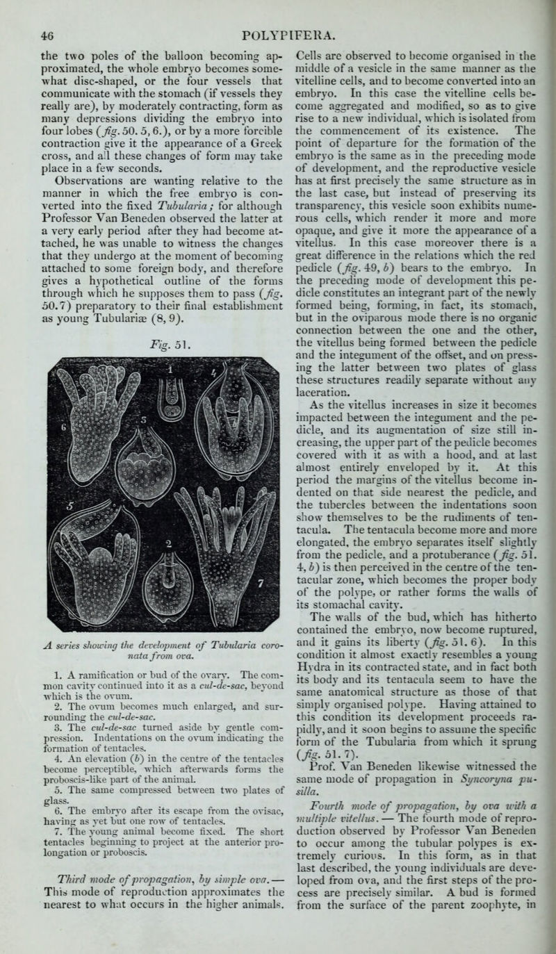the two poles of the balloon becoming ap- proximated, the whole embryo becomes some- what disc-shaped, or the four vessels that communicate with the stomach (if vessels they really are), by moderately contracting, form as many depressions dividing the embryo into four lobes (^fg. 50. o, 6.), or by a more forcible contraction give it the appearance of a Greek cross, and ail these changes of form may take place in a few seconds. Observations are wanting relative to the manner in which the free embryo is con- verted into the fixed Tubularia ; for although Professor Van Beneden observed the latter at a very early period after they had become at- tached, he was unable to witness the changes that they undergo at the moment of becoming attached to some foreign body, and therefore gives a hypothetical outline of the forms through which he supposes them to pass {fig. 50.7) preparatory to their final establishment as young Tubularly (8, 9). Fig. 51. A. series shou-ing tJie development of Tubularia coro- natafrom ova. 1. A ramification or bud of the ovari'. The com- mon cavity continued into it as a cul-de-sac, beyond •which is the ovum. 2. The ovum becomes much enlarged, and sur- rounding the cul-de-sac. 3. The cid-de-sac turned aside by gentle com- pression. Indentations on the o^'ujn indicating the formation of tentacles. 4. An elevation (6) in the centre of the tentacles become perceptible, which afterwards forms the proboscis-like part of the animal. 5. The same compressed between two plates of glass. 6. The embryo after its escape from the ovisac, having as yet but one row of tentacles. 7. The young animal become fixed. The short tentacles beginning to project at the anterior pro- longation or proboscis. Third mode of propagnfion, hi/ f^imple ova.— Thii mode of reproduction approximates the nearest to what occurs in the higher animals. Cells are observed to become organised in the middle of a vesicle in the same manner as the vitelline cells, and to become converted into an embryo. In this case the vitelline cells be- come aggregated and modified, so as to give rise to a new individual, which is isolated from the commencement of its existence. The point of departure for the formation of the embryo is the same as in the preceding mode of development, and the reproductive vesicle has at first precisely the same structure as in the last case, but instead of preserving its transparency, this vesicle soon exhibits nume- rous cells, which render it more and more opaque, and give it more the appearance of a vitellus. In this case moreover there is a great difference in the relations which the red pedicle {fig. 49, b) bears to the embryo. In the preceding mode of development this pe- dicle constitutes an integrant part of the newly formed being, forming, in fact, its stomach, but in the oviparous mode there is no organic connection between the one and the other, the vitellus being formed between the pedicle and the integument of the offset, and on press- ing the latter between two plates of glass these structures readily separate without any laceration. As the vitellus increases in size it becomes impacted between the integument and the pe- dicle, and its augmentation of size still in- creasing, the upper part of the pedicle becomes covered with it as with a hood, and at last almost entirely enveloped by it. At this period the margins of the vitellus become in- dented on that side nearest the pedicle, and the tubercles between the indentations soon sliosv themselves to be the rudiments of ten- tacula. The tentacula become more and more elongated, the embryo separates itself slightly from the pedicle, and a protuberance (fig- 51. 4, h) is then perceived in the centre of the ten- tacular zone, which becomes the proper body of the polype, or rather forms the walls of its stomachal cavity. The walls of the bud, which has hitherto contained the embryo, now become ruptured, and it gains its liberty {fig. 51.6). In this condition it almost exactly resembles a young Hydra in its contracted state, and in fact both its body and its tentacula seem to have the same anatomical structure as those of that simply organised polype. Having attained to this condition its development proceeds ra- pidly, and it soon begins to assume the specific form of the Tubularia from which it sprung (/a. 51.7). Prof. Van Beneden likewise witnessed the same mode of propagation in Si/ncori/na pu- silla. Fourth mode of propogatiou, hy ova with a multiple vitellus. — The fourth mode of repro- duction observed by Professor Van Beneden to occur among the tubular polypes is ex- tremely curious. In this form, as in that last described, the young individuals are deve- loped from ova, and the first steps of the pro- cess are precisely similar. A bud is formed from the surface of the parent zoo[^hyte, in