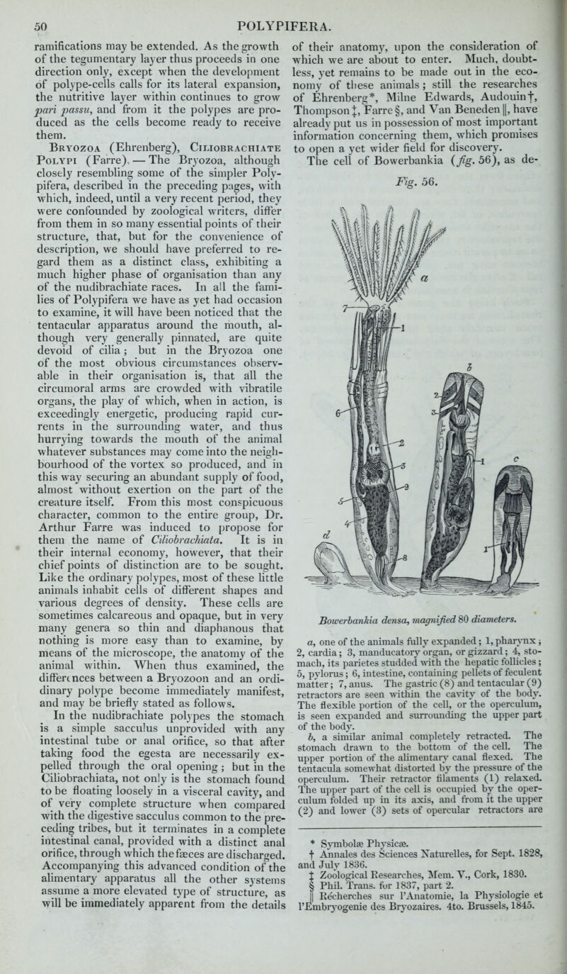 ramifications may be extended. As the growth of the tegumentary layer thus proceeds in one direction only, except when the development of polype-cells calls for its lateral expansion, the nutritive layer within continues to grow pari passu, and from it the polypes are pro- duced as the cells become ready to receive them. Bryozoa (Ehrenberg), Ciliobrachiate Polypi (Farre). — The Bryozoa, although closely resembling some of the simpler Poly- pifera, described in the preceding pages, with which, indeed, until a very recent period, they were confounded by zoological writers, differ from them in so many essential points of their structure, that, but for the convenience of description, we should have preferred to re- gard them as a distinct class, exhibiting a much higher phase of organisation than any of the nudibrachiate races. In all the fami- lies of Polypifera we have as yet had occasion to examine, it will have been noticed that the tentacular apparatus around the mouth, al- though very generally pinnated, are quite devoid of cilia; but in the Bryozoa one of the most obvious circumstances observ- able in their organisation is, that all the circumoral arras are crowded with \abratile organs, the play of which, when in action, is exceedingly energetic, producing rapid cur- rents in the surrounding water, and thus hurrying towards the mouth of the animal whatever substances may come into the neigh- bourhood of the vortex so produced, and in this way secm'ing an abundant supply of food, almost without exertion on the part of the creature itself From this most conspicuous character, common to the entire group. Dr. Arthur Farre was induced to propose for them the name of CUiobrach'mta. It is in their internal economy, however, that their chief points of distinction are to be sought. Like the ordinary polypes, most of these little animals inhabit cells of different shapes and various degrees of density. These cells are sometimes calcareous and opaque, but in very many genera so thin and diaphanous that nothing is more easy than to examine, by means of the microscope, the anatomy of the animal within. When thus examined, the differences between a Bryozoon and an ordi- dinary polype become immediately manifest, and may be briefly stated as follows. In the nudibrachiate polypes the stomach is a simple sacculus unprovided with any intestinal tube or anal orifice, so that after taking food the egesta are necessarily ex- pelled through the oral opening; but in the Ciliobrachiata, not only is the stomach found to be floating loosely in a visceral cavity, and of very complete structure w^hen compared with the digestive sacculus common to the pre- ceding tribes, but it terminates in a complete intestinal canal, provided with a distinct anal orifice, through which the faeces are discharged. Accompanying this advanced condition of the alimentary apparatus all the other systems assume a more elevated type of structure, as will be immediately apparent from the details of their anatomy, upon the consideration of which w^e are about to enter. Much, doubt- less, yet remains to be made out in the eco- nomy of these animals ; still the researches of Ehrenberg*, Milne Edwards, Audouin|, Thompson j, Farre §, and Van Beneden |1, have already put us in possession of most important inforniation concerning them, which promises to open a yet wider field for discovery. The cell of Bowerbankia {fig. 56), as de- Fig. 56. Bowerbankia densa, magnified 80 diameters. a, one of the animals fully expanded; 1, pharjTix; 2, cardia ; 3, manducatory organ, or gizzard; 4, sto- macli, its parietes studded with the hepatic follicles; 5, pvlorus; 6, intestine, containing pellets of feculent matter; 7, anus. The gastric (8) and tentacular (9) retractors are seen -within the caAity of the body. The flexible portion of the cell, or the operculum, is seen expanded and surroimding the upper part of the body. b, a similar animal completely retracted. The stomach drawn to the bottom of the cell. The upper portion of the alimentary canal flexed. The tentacula somewhat distorted by the pressure of the operculum. Their retractor filaments (1) relaxed. The upper part of the cell is occupied by the oper- culimi folded up in its axis, and from it the upper (2) and lower (3) sets of opercular retractors are * Spnbolfe Physicae. t Annales des Sciences Xaturelles, for Sept. 1828, and July 1836. X Zoological Researches, Mem. V., Cork, 1830. § Phil. Trans, for 1837, part 2. Jl Recherches sur I'Anatomie, la Physiologic et rEmbryogenie des Bryozaires. 4to. Brussels, 1845.