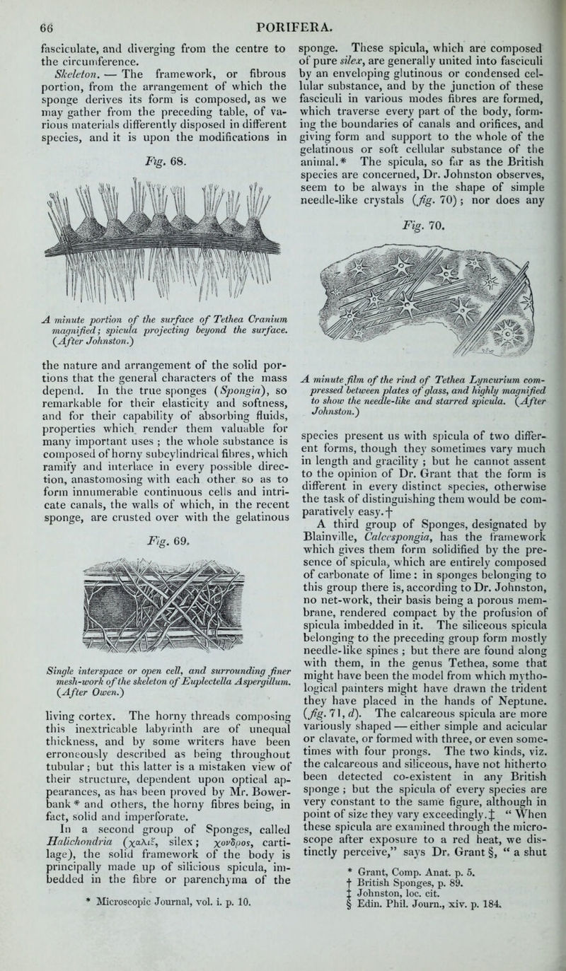 fasciculate, and diverging from the centre to the circumference. Skeleton. — The framework, or fibrous portion, from the arrangement of which the sponge derives its form is composed, as we may gather from the preceding table, of va- rious materials differently disposed in different species, and it is upon the modifications in Fig. 68. A minute portion of the surface of Tethea Cranium magnified; spicula projecting beyond the surface. (^After Johnston.^ the nature and arrangement of the solid por- tions that the general characters of the mass depend. In the true sponges {Spongin), so remarkable for their elasticity and softness, and for their capability of absorbing fluids, properties which render them valuable for many important uses ; the whole substance is composed of horny subcylindrical fibres, which ramify and interlace in every possible direc- tion, anastomosing with each other so as to form innumerable continuous cells and intri- cate canals, the walls of which, in the recent sponge, are crusted over with the gelatinous Fig. 69. Single interspace or open cell, and surrounding finer mesh-work of the skeleton of Euplectella Aspergillum. (^After Owen.) living cortex. The horny threads composing tliis inextricable labyrinth are of unequal thickness, and by some writers have been erroneously described as being throughout tubular; but this latter is a mistaken view of their structure, dependent upon optical ap- pearances, as has been {)roved by Mr. Bovver- bank * and others, the horny fibres being, in fact, solid and imperforate. In a second group of Sponges, called Halichondria (xaAi?, silex; x^^^P^^i carti- lage), the solid framework of the body is principally made up of silicious spicula,'im- bedded in the fibre or parenchyma of^ the * Microscopic Journal, vol. i. p. 10. sponge. These spicula, which are composed of pure silex^ are generally united into fasciculi by an enveloping glutinous or condensed cel- lular substance, and by the junction of these fasciculi in various modes fibres are formed, which traverse every part of the body, form- ing the boundaries of canals and orifices, and giving form and support to the whole of the gelatinous or soft cellular substance of the animal.* The spicula, so far as the British species are concerned. Dr. Johnston observes, seem to be always in the shape of simple needle-hke crystals {Jig. 70); nor does any Fig. 70. A minute film of the rijid of Tethea Lyncurium com- pressed between plates of glass, and highly magnified to show the needle-like and starred spicula. {After Johnston.) species present us with spicula of two differ- ent forms, though they sometimes vary much in length and gracility ; but he cannot assent to the opinion of Dr. Grant that the form is different in every distinct species, otherwise the task of distinguishing them would be com- paratively easy.-j- A third group of Sponges, designated by Blainvllle, Calccspongia, has the framework which gives them form solidified by the pre- sence of spicula, which are entirely composed of carbonate of lime : in sponges belonging to this group there is, according to Dr. Johnston, no net-work, their basis being a porous mem- brane, rendered compact by the profusion of spicula imbedded in it. The siliceous spicula belonging to the preceding group form mostly needle-like spines ; but there are found along with them, in the genus Tethea, some that might have been the model from which mytho- logicid painters might have drawn the trident they have placed in the hands of Neptune. {fig. 71, d). The calcareous spicula are more variously shaped — either simple and acicular or clavate, or formed with three, or even some- times with four prongs. The two kinds, viz. the calcareous and siliceous, have not hitherto been detected co-existent in any British sponge ; but the spicula of every species are very constant to the same figure, although in point of size they vary exceedingly.;]:  When these spicula are examined through the micro- scope after exposure to a red heat, we dis- tinctly perceive, says Dr. Grant §,  a shut * Grant, Com p. Anat. p. 5. f British Sponges, p. 89. Johnston, loc. cit. Edin. Phil, Journ., xiv. p. 184.