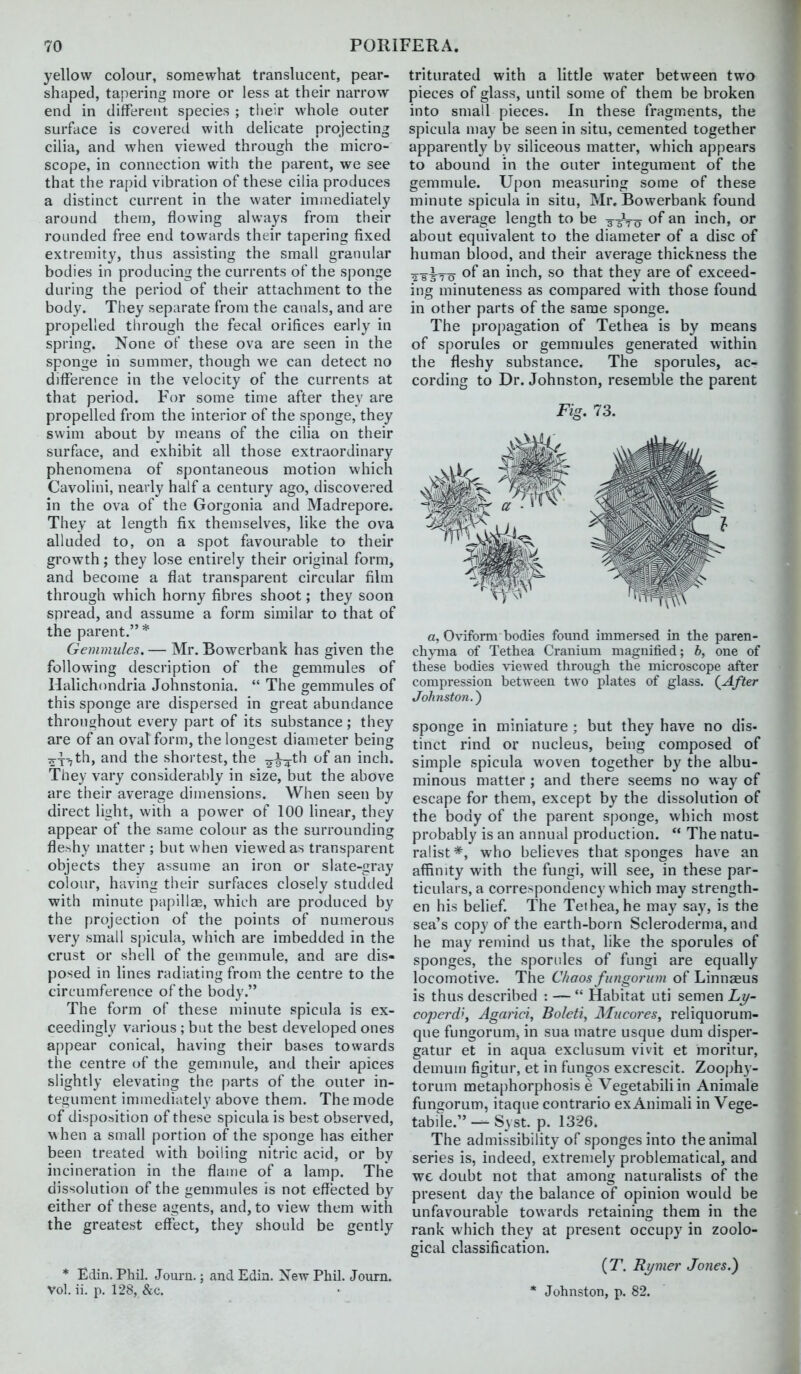 yellow colour, somewhat translucent, pear- shaped, tapering more or less at their narrow end in different species ; their whole outer surface is covered with delicate projecting cilia, and when viewed through the micro- scope, in connection with the parent, we see that the rapid vibration of these cilia produces a distinct current in the water immediately around them, flowing always from their rounded free end towards their tapering fixed extremity, thus assisting the small granular bodies in producing the currents of the sponge during the period of their attachment to the body. They separate from the canals, and are propelled through the fecal orifices early in spring. None of these ova are seen in the sponge in summer, though we can detect no diiFerence in the velocity of the currents at that period. For some time after they are propelled from the interior of the sponge, they swim about by means of the cilia on their surface, and exhibit all those extraordinary phenomena of spontaneous motion which Cavolini, nearly half a century ago, discovered in the ova of the Gorgonia and Madrepore. They at length fix themselves, Uke the ova alluded to, on a spot favourable to their growth; they lose entirely their original form, and become a flat transparent circular film through which horny fibres shoot; they soon spread, and assume a form similar to that of the parent. * Genimules. — Mr. Bowerbank has given the following description of the gemmules of Halichcmdria Johnstonia.  The gemmules of this sponge are dispersed in great abundance throughout every part of its substance ; they are of an oval form, the longest diameter being 2T-7th, and the shortest, the ^^^th of an inch. They vary considerably in size, but the above are their average dimensions. When seen by direct light, with a power of 100 linear, they appear of the same colour as the surrounding fleshy matter ; but when viewed as transparent objects they assume an iron or slate-gray colour, having their surfaces closely studded with minute papillEB, which are produced by the projection of the points of numerous very small spicula, which are imbedded in the crust or shell of the gemmule, and are dis- posed in lines radiating from, the centre to the circumference of the body. The form of these minute spicula is ex- ceedingly various ; but the best developed ones appear conical, having their bases towards the centre of the gemmule, and their apices slightly elevating the parts of the outer in- tegument immediately above them. The mode of disposition of these spicula is best observed, w hen a small portion of the sponge has either been treated with boiling nitric acid, or by incineration in the flame of a lamp. The dissolution of the gemmules is not effected by either of these agents, and, to view them with the greatest effect, they should be gently * Edin. Phil. Journ.; and Edia. New Phil. Journ. vol. ii. p. 128, &c. triturated with a little water between two pieces of glass, until some of them be broken into small pieces. In these fragments, the spicula may be seen in situ, cemented together apparently by siliceous matter, which appears to abound in the outer integument of the gemmule. Upon measuring some of these minute spicula in situ, Mr. Bowerbank found the average length to be 3-5V0 inch, or about equivalent to the diameter of a disc of human blood, and their average thickness the 2 gi^o inch, so that they are of exceed- ing minuteness as compared wdth those found in other parts of the same sponge. The pro[)agation of Tethea is by means of sporules or gemmules generated within the fleshy substance. The sporules, ac- cording to Dr. Johnston, resemble the parent Fig. 73. a, Oviform bodies found immersed in the paren- chyma of Tethea Cranium magnified; b, one of these bodies viewed through the microscope after compression between two plates of glass. {After Johnston.^ sponge in miniature ; but they have no dis- tinct rind or nucleus, being composed of simple spicula woven together by the albu- minous matter ; and there seems no way of escape for them, except by the dissolution of the body of the parent sponge, which most probably is an annual production.  The natu- ralist*, who believes that sponges have an affinity with the fungi, will see, in these par- ticulars, a correspondency which may strength- en his belief. The Tethea,he may say, is the sea's copy of the earth-born Sclerodern)a, and he may remind us that, like the sporules of sponges, the sporules of fungi are equally locomotive. The Chaos fiingorum of Linnaeus is thus described : —  Habitat uti semen Ly- coperd', Agarici, Boleti, Mucores, reliquorum- que fungorum, in sua matre usque dum disper- gatur et in aqua exclusum vivit et moritur, demum figitur, et in fungos excrescit. Zoophy- torum metaphorphosis e Vegetabiliin Animale fungorum, itaque contrario ex Animali in Vege- tabde. — Svst. p. 1326. The admissibility of sponges into the animal series is, indeed, extremely problematical, and wc doubt not that among naturalists of the present day the balance of opinion would be unfavourable towards retaining them in the rank which they at present occupy in zoolo- gical classification. {T. Rj/mer Jones.) * Johnston, p. 82.