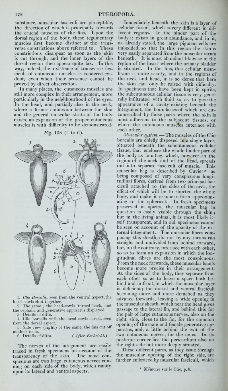 substance, muscuiar fasciculi are perceptible, the direction of which is principally towards the crucial muscles of the fins. Upon the dorsal region of the body, these tegumentary muscles first become distinct at the trans- verse constrictions above referred to. These constrictions disappear as soon as the skin is cut through, and the inner layers of the dorsal region then appear quite lax. In this way, indeed, the existence of transverse fas- ciculi of cutaneous muscles is rendered evi- dent, even when their presence cannot be proved by direct observation. Jn many places, the cutaneous muscles are still more complex in their arrangement, more particularly in the neighbourhood of the eyes. In the head, and partially also in the neck, where a firmer connexion between the skin and the general muscular strata of the body exists, an expansion of the proper cutaneous muscles is with difficulty to be demonstrated. Fig. 108 (1 to 6). 1. Clio Borealis, seen from the ventral aspect, the head-cowls shut together. 2. The same ; the head-cowls turned back, and the cephalic and generative apparatus displayed. 3. Details of ditto. 4. Clio borealis with the head cowls closed, seen from the dorsal aspect. 5. Side view (right) of the same, the fins cut off at their roots. 6. Details of ditto. {After Eschricht.) The nerves of the integument are easily traced in fresh specimens on account of the transparency of the skin. The most con- spicuous are two large cutaneous nerves run- ning on each side of the body, which ramify upon its lateral and ventral aspects. Immediately beneath the skin is a layer of cellular tissue, which is very different in dif- ferent regions. In the hinder part of the body it exists in great abundance, and in it, as already stated, the large pigment cells are imbedded, so that in this region the skin is very easily separated from the muscular strata beneath. It is most abundant likewise in the region of the heart where the urinary bladder is situated. In the fins, this cellular mem- brane is more scanty, and in the regions of the neck and head, it is so dense that here the skin can only be raised with difficulty. In specimens that have been kept in spirits, the subcutaneous cellular tissue is very gene- rally infiltrated with fluid so as to give the appearance of a cavity existing beneath the integument, the boundaries of which are cir- cumscribed by those parts where the skin is most adherent to the subjacent tissues, or where the cutaneous muscTes interlace with each other. Muscular system. — The muscles of the Clio borealis are chiefly disposed in a single layer, situated beneath the subcutaneous cellular tissue, that encloses the whole hinder part of the body as in a bag, which, however, in the region of the neck and of the head, spreads out into separate fasciculi of muscle. This muscular bag is described by Cuvier* as being composed of very conspicuous longi- tudinal fibres, derived from two principal fas- ciculi attached to the sides of the neck, the effect of which will be to shorten the whole body, and make it assume a form approxim- ating to the spherical. In fresh specimens preserved in spirits, the muscular bag in question is easily visible through the skin ; but in the living animal, it is most likely it- self transparent, and in old specimens cannot be seen on account of the opacity of the ex- ternal integument. The muscular fibres com- posing this sheath, do not by any means run straight and undivided from behind forward, but, on the contrary, interlace with each other, so as to form an expansion in which the lon- gitudinal fibres are the most conspicuous. From the neck forwards, these muscular bands become more precise in their arrangement. At the sides of the body, they separate from each other so as to leave a space both be- hind and in front, in which the muscular layer is deficient; the dorsal and ventral fasciculi becoming more and more detached as they advance forwards, leaving a wide opening in the muscular sheath, which near the head gives passage to the lateral fin, and behind this for the pair of large cutaneous nerves, also on the right side, close to the fin, for the common opening of the male and female generative ap- paratus, and, a little behind the exit of the two cutaneous nerves, for the anus. In its posterior corner lies the pericardium also on the right side but more deeply situated. These different parts, as they issue through the muscular opening of the right side, are further embraced by muscular fasciculi, which * Memoire sur le Clio, p. G.