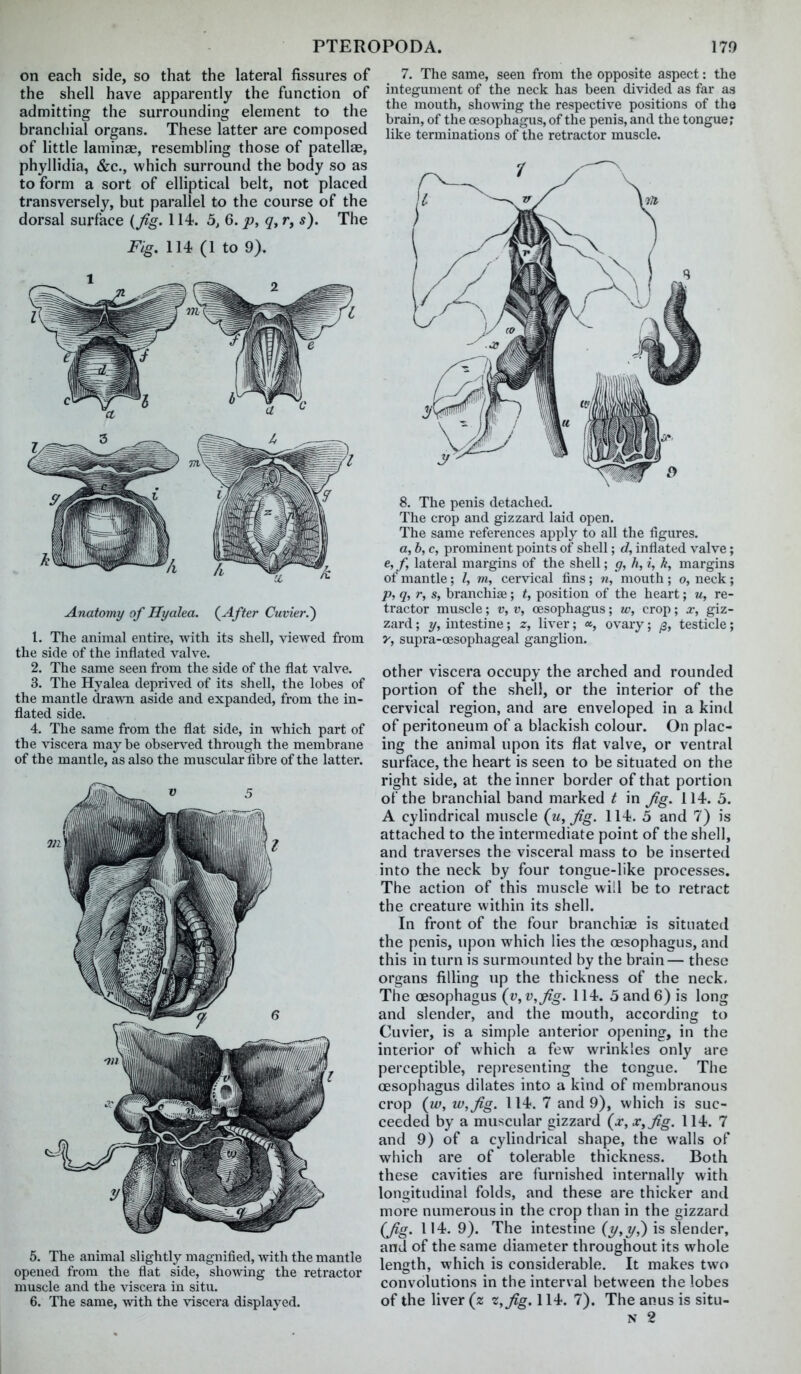 on each side, so that the lateral fissures of the shell have apparently the function of admitting the surrounding element to the branchial organs. These latter are composed of little laminae, resembling those of patellae, phyllidia, &c., which surround the body so as to form a sort of elliptical belt, not placed transversely, but parallel to the course of the dorsal surface {fig. 114. 5, 6. p, r, s). The Fig. 114 (1 to 9). Anatomy of Hyalea. (^After CuvierJ) 1. The animal entire, with its shell, viewed from the side of the inflated valve. 2. The same seen from the side of the flat valve. 3. The Hyalea deprived of its shell, the lobes of the mantle drawn aside and expanded, from the in- flated side. 4. The same from the flat side, in which part of the viscera maybe obsers^ed through the membrane of the mantle, as also the muscular fibre of the latter. 5. The animal slightly magnified, -svith the mantle opened from the flat side, showing the retractor muscle and the viscera in situ. 6. The same, with the viscera displayed. 7. The same, seen from the opposite aspect: the integument of the neck has been divided as far as the mouth, showing the respective positions of the brain, of the oesophagus, of the penis, and the tongue; like terminations of the retractor muscle. 8. The penis detached. The crop and gizzard laid open. The same references apply to all the figures. a, b, c, prominent points of shell; d, inflated valve; e,f, lateral margins of the shell; g, h, i, k, margins of mantle: /, m, cervical fins; n, mouth ; o, neck; p, q, r, s, branchiae; t, position of the heart; u, re- tractor muscle; v, v, oesophagus; w, crop; x, giz- zard ; y, intestine; z, liver; «, ovary; /3, testicle; y, supra-oesophageal ganglion. Other viscera occupy the arched and rounded portion of the shell, or the interior of the cervical region, and are enveloped in a kind of peritoneum of a blackish colour. On plac- ing the animal upon its flat valve, or ventral surface, the heart is seen to be situated on the right side, at the inner border of that portion of the branchial band marked t in fig. 114. 5. A cylindrical muscle (ii, fig. 114. 5 and 7) is attached to the intermediate point of the shell, and traverses the visceral mass to be inserted into the neck by four tongue-like processes. The action of this muscle will be to retract the creature within its shell. In front of the four branchiae is situated the penis, upon which lies the oesophagus, and this in turn is surmounted by the brain— these organs filling up the thickness of the neck. The oesophagus (v, v,fig. 114. 5 and 6) is long and slender, and the mouth, according to Cuvier, is a simple anterior opening, in the interior of which a few wrinkles only are perceptible, representing the tongue. The oesophagus dilates into a kind of membranous crop {iv, w,fig. 114. 7 and 9), which is suc- ceeded by a muscular gizzard (jc,x,fig. 114. 7 and 9) of a cylindrical shape, the walls of which are of tolerable thickness. Both these cavities are furnished internally with longitudinal folds, and these are thicker and more numerous in the crop than in the gizzard (fig. 114. 9). The intestine is slender, and of the same diameter throughout its whole length, which is considerable. It makes two convolutions in the interval between the lobes of the liver (z z,fig. 114. 7). The anus is situ-