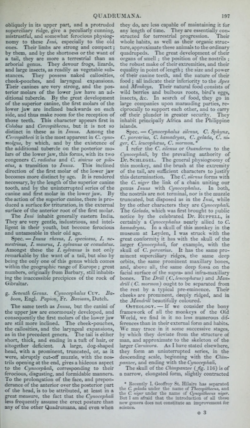 obliquely in its upper part, and a protruded superciliary ridge, give a peculiarly cunning, mistrustful, and somewhat ferocious physiog- nomy to these Inui, especially to the old ones. Their limbs are strong and compact; by them, and by the shortness or the want of a tail, they are more a terrestrial than an arborial genus. They devour frogs, lizards, and large insects, as readily as vegetable sub- stances. They possess naked callosities, cheek-poaches, and laryngeal expansions. Their canines are very strong, and the pos- terior molars of the lower jaw have an ad- ditional tubercle. By the great development of the superior canine, the first molars of the lower jaw are inclined backwards on each side, and thus make room for the reception of those teeth. This character appears first in Colobus and Cercopithecu4, but it is not so distinct in these as in Inuns. Among the Cercopitheci it is the most apparent in C. cyno- molgxu, by which, and by the existence of the additional tubercle on the posterior mo- lars of the lower jaw, this forms, with its two congeners C. radiatus and C. sxnicujs or pde- atus, a transition to Inuus. This inclined direction of the first molar of the lower jaw becomes more distinct by age. It is rendered necessary, by the length of the superior canine tooth, and by the uninterrupted series of the canine and first molar in the lower jaw. By the action of the superior canine, there is pro- duced a surface for trituration, in the external surface of the anterior root of the first molar. The Inui inhabit generally eastern India. They are very gentle, industrious, and intel- ligent in their youth, but become ferocious and untameable in their old age. Spec. — InutLS rhesus^ I. speciosiLS^ I. nC' mestrinus, I. maurus^ I. st/Icanus or ecaudatus. Amongst these the /. syltanus is not only reraarkable by the want of a tail, but also by being the only one of this genus which comes within the geographic range of Europe ; great numbers, origiuaily fi*om Barbary, still inhabit- ing the inaccessible precipices of the rock of Gibraltar. g. Seventh Genus. Cynocephalus Cut. Ba- boon, Engl. Papion, Fr. Bariaan, Dutch. The same teeth as Inuus, but the canini of the upper jaw are enormously developed, and consequently the first molars of the lower jaw- are still more inclined. The cheek-pouches, the callosities, and the laryn£eal expansions, as in the precedent genera. Tne tail is either short, thick, and ending in a tuft of hair, or altogether deficient. A large, dog-shaped head, with a prominent, truncated, or, as it were, abruptly cut-off muzzle, with the nos- trils op>ening at the end, gives a hideous aspect to the CyyiocephaUy corresponding to their ferocious, disgusting, and formidable manners. To the prolongation of the face, and prepon- derance of the anterior over the posterior part of the head, is to be attributed, at least in a great measure, the fact that the CynocephaR less fi-equently assume the erect posture than any of the other Quadruraana, and even when they do, are less capable of maintaining it for any length of time. They are essentially con- structed for terrestrial progression. Their whole habits, as well as their organic struc- ture, approximate these animals to the ordinarj'^ quadrupeds. The great development of their organs of smell ; the position of the nostrils ; the robust make of their extremities, and their equality in point of length ; the size and power of their canine teeth, and the nature of their food ; all indicate their inferiority to the Apes and Monkeys. Their natural food consists of wild berries and bulbous roots, bird's eggs, insects, 6cc. In search of food, they go in large companies upon marauding parties, re- ciprocally to support each other, and to carry off their plunder in greater security. They inhabit principally Africa and the Philippine islands. Spec. — CynocephaliLS sUenus^ C. Spkynx, C. porcarius, C. hamadryas^ C. gelada^ C. ni- ger, C. leucophiBiLSy C. mormon. * I refer the C. silenus or Ouanderou to the Cynocephali^ by the prevailing authority of Dr. ScHLEGEL. The general physiognomy of this monkey, and the brush at the extremity of the taU, are sufficient characters to justify this determinarion. The C. sUenus forms with the C. niger the link of a chain uniting our genus Inuus with Cynocephalus. In both, the nostrils are not terminal, nor is the muzzle truncated, but disposed as in the Inui, while by the other characters they are Cynocephali, The Gelada. which was first brought to pubUc notice by the celebrated Dr. Kuppell, is certainly a Cynocephalus nearly alUed to C, hamadryas. In a skull of this monkey in the museum at Leyden, I was struck with the great conformity it has with the skull of the larger CynocephaR, for example, with the skuil of C. porcarius. It has the same pro- minent suf>erciliary ridges, the same deep orbits, the same prominent maxillary bones, and, above all, the same deep fossa on the facial surface of the supra- and infra-maxiliary bones. The Drill {C, lencoph^us) and Man- drill ( C. mormon) ought to be separated from the rest by a t}-pi(^ pre-eminence. Their cheeks are promment, deeply ridged, and m the Mandrill beautifully coloured. Osteology. — If we consider the bonv framework of all the monkeys of the Old World, we find in it no less numerous dif- ferences than in their external form and habits. We may trace in it some successive stages, by which they deviate from the structure of man. and approximate to the skeleton of the larger Camicora. As I have stated elsewhere, they form an iminterrupted series, in the descending scale, beginning with the Chim- panzee, and ending with the Cynocephali. The skull of the Chimpanzee {Jig. 116) is of a narrow, elongated tbrin, slighUy contracted * Recently L Geofeoy St. HiUire has separated the C. pelada under the name of TVeqpAfterms, and the C. Htffer under the name of OfnapiAeaa niper. But I am afraid that the introduction of all tbese new genera does not conmtoxe an haprcfTODeat tat science.