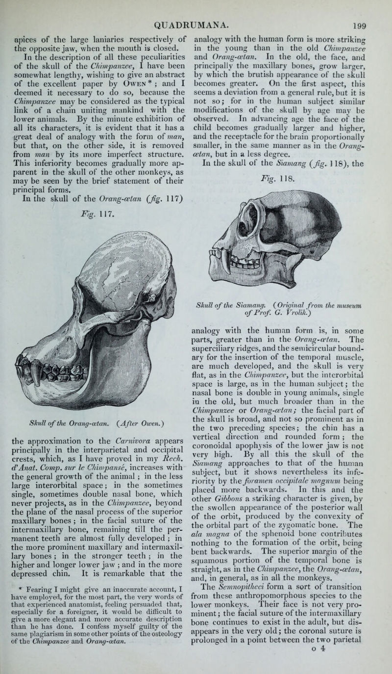 apices of the large laniaries respectively of the opposite jaw, when the mouth is closed. In the description of all these peculiarities of the skull of the Chimpanzee, I have been somewhat length}-, wishing to give an abstract of the excellent paper by Owen * ; and I deemed it necessary to do so, because the Chimpanzee may be considered as the typical link of a chain uniting mankind with the lower animals. By the minute exhibition of all its characters, it is evident that it has a great deal of analogy with the form of man, but that, on the other side, it is removed from man by its more imperfect structure. This infei'iority becomes gradually more ap- parent in the skull of the other monkeys, as may be seen by the brief statement of their principal forms. In the skull of the Orang-cetan (Jig. 117) Fig. 117. Skull of the Orang-cetan. (^After Owen.) the approximation to the Carnivora appears principally in the interparietal and occipital crests, which, as I have proved in my Reck. dfAnat. Comp. sur le Chimpanse, increases with the general growth of the animal ; in the less large interorbital space; in the sometimes single, sometimes double nasal bone, which never projects, as in the Chimpanzee, beyond the plane of the nasal process of the superior maxillary bones ; in the facial suture of the intermaxillary bone, remaining till the per- manent teeth are almost fully developed ; in the more prominent maxillary and intermaxil- lary bones ; in the stronger teeth ; in the higher and longer lower jaw ; and in the more depressed chin. It is remarkable that the * Fearing I might give an inaccurate account, I have employed, for the most part, the very words of that experienced anatomist, feeling persuaded that, especially for a foreigner, it would be difficult to give a more elegant and more accurate description than he has done. I confess myself guilty of the same plagiarism in some other points of the osteology of the Chimpanzee and Orang-oetan. analogy with the human form is more striking in the young than in the old Chimpanzee and Orang-cetan. In the old, the face, and principally the maxillary bones, grow larger, by which the brutish appearance of the skull becomes greater. On the first aspect, this seems a deviation from a general rule, but it is not so; for in the human subject similar modifications of the skull by age may be observed. In advancing age the face of the child becomes gradually larger and higher, and the receptacle for the brain proportionally smaller, in the same manner as in the Orang- cetan, but in a less degree. In the skull of the Siamang (fig, ] 18), the Fig. 118. Skull of the Siamang. (^Original from the museum of Prof. G. Vrolik.) analogy with the human form is, in some parts, greater than in the Orang-cetan. The superciliary ridges, and the semicircular bound- ary for the insertion of the temporal muscle, are much developed, and the skull is very flat, as in the Chimpanzee, but the interorbital space is large, as in the human subject; the nasal bone is double in young animals, single in the old, but much broader than in the Chimpanzee or Orang-cetan; the facial part of the skull is broad, and not so prominent as in the two preceding species; the chin has a vertical direction and rounded form ; the coronoidal apophysis of the lower jaw is not very high. By all this the skull of the Siamang approaches to that of the human subject, but it shows nevertheless its infe- riority by tY\e foramen occipitale mngmnn being placed more backwards. In this and the other Gibbons a sti'iking character is given, by the swollen appearance of the posterior wall of the orbit, produced by the convexity of the orbital part of the zygomatic bone. The ala magna of the sphenoid bone contril;utes nothing to the formation of the orbit, being bent backwards. The superior margin of the squamous portion of the temporal bone is straight, as in the Chimpanzee, the Orang-oetany and, in general, as in all the monkeys. The Semnopitheci form a sort of transition from these anthropomorphous species to the lower monkeys. Their face is not very pro- minent ; the facial suture of the intermaxillary bone continues to exist in the adult, but dis- appears in the very old; the coronal suture is prolonged in a point between the two parietal o 4