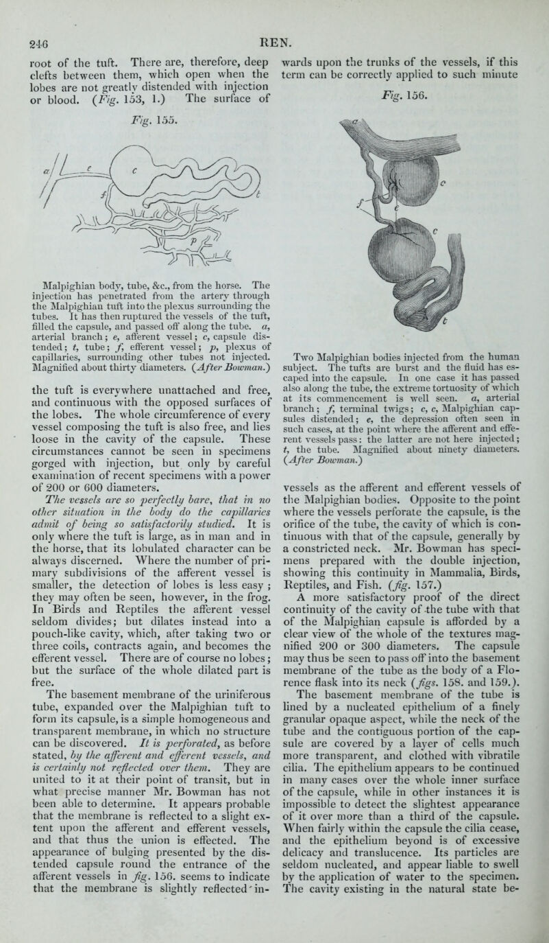 root of the tuft. There are, therefore, deep clefts between them, which open when the lobes are not greatly distended with injection or blood. {Fig. 153, 1.) The surface of Fig. 155. Malpighian body, tube, &c., from the horse. The injection has penetrated from the artery through the Malpighian tuft into the plexus surrounding the tubes. It has then ruptured the yessels of the tuft, filled the capsule, and passed off along the tube, a, arterial branch; e, afferent yessel; c, capsule dis- tended; t, tube; /, efferent yessel; p, plexus of capillaries, surrounding other tubes not injected. Magnified about thirty diameters. {After Bowman.) the tuft is everywhere unattached and free, and continuous with the opposed surfaces of the lobes. The whole circumference of every vessel composing the tuft is also free, and lies loose in the cavity of the capsule. These circumstances cannot be seen in specimens gorged with injection, but only by careful examination of recent specimens with a power of 200 or 600 diameters. The vessels are so jierfectlif bare, that in no other situation in the body do the capillaiies admit of being so satisfactorily studied. It is only where the tuft is large, as in man and in the horse, that its lobulated character can be always discerned. Where the number of pri- mary subdivisions of the afferent vessel is smaller, the detection of lobes is less easy ; they may often be seen, however, in the frog. In Birds and Reptiles the afferent vessel seldom divides; but dilates instead into a pouch-like cavity, which, after taking two or three coils, contracts again, and becomes the efferent vessel. There are of course no lobes; but the surface of the whole dilated part is free. The basement membrane of the uriniferous tube, expanded over the Malpighian tuft to form its capsule, is a simple homogeneous and transparent membrane, in which no structure can be discovered. It is 'perforatedy as before stated, by the afferent and efferent vessels, and is certainly not rejected over them. They are united to it at their point of transit, but in what precise manner Mr. Bowman has not been able to determine. It appears probable that the membrane is reflected to a slight ex- tent upon the afferent and efferent vessels, and that thus the union is effected. The appearance of bulging presented by the dis- tended capsule round the entrance of the afferent vessels in Jig. 156. seems to indicate that the membrane is slightly reflected' in- wards upon the trunks of the vessels, if this term can be correctly applied to such minute Fig. 156. Two Malpighian bodies injected from the human subject. The tvifts are burst and the fluid has es- caped into the capsule. In one case it has passed also along the tube, the extreme tortuosity of which at its commencement is well seen. a, arterial branch; /, terminal twigs; c, c, Malpighian cap- sules distended; e, the depression often seen in such cases, at the point where the afferent and effe- rent yessels pass: the latter are not here injected; t, the tube. Magnified about ninety diameters. {After Bowman.) vessels as the afferent and efferent vessels of the Malpighian bodies. Opposite to the point where the vessels perforate the capsule, is the orifice of the tube, the cavity of which is con- tinuous with that of the capsule, generally by a constricted neck. Mr. Bowman has speci- mens prepared with the double injection, showing this continuity in Mammalia, Birds, Reptiles, and Fish. (7%. 157.) A more satisfactory proof of the direct continuity of the cavity of the tube with that of the Malpighian capsule is afforded by a clear view of the whole of the textures mag- nified 200 or 300 diameters. The capsule may thus be seen to pass off into the basement membrane of the tube as the body of a Flo- rence flask into its neck (fgs. 158. and 159.), The basement membrane of the tube is lined by a nucleated epithelium of a finely granular opaque aspect, w^iile the neck of the tube and the contiguous portion of the cap- sule are covered by a layer of cells much more transparent, and clothed with vibratile cilia. The epithelium appears to be continued in many cases over the whole inner surface of the capsule, while in other instances it is impossible to detect the slightest appearance of it over more than a third of the capsule. When fairl}' within the capsule the cilia cease, and the epithelium beyond is of excessive delicacy and translucence. Its particles are seldom nucleated, and appear liable to swell by the application of water to the specimen. The cavity existing in the natural state be-