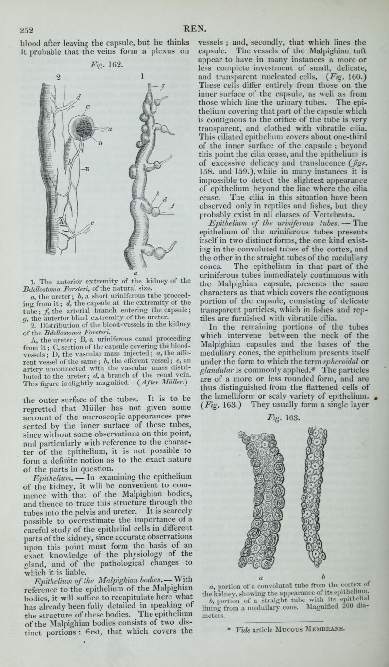 blood after leaving the capsule, but he thinks it probable that the veins form a plexus on Fig. 162. 2 1 1. The anterior extremity of the kidney of the JBdellostoma Forsteri, of the natural size. a, the ureter; b, a short uriniferous tube proceed- ing from it; d, the capsule at the extremity of the tube ; /, the arterial branch entering the capsule ; g, the anterior blind extremity of the ureter. 2. Distribution of the blood-vessels in the kidney of the Bdellostoma Forsteri. A, the ureter; B, a uriniferous canal proceeding from it; C, section of the capsule covering the blood- vessels; D, the vascidar mass injected; a, the affe- rent vessel of the same ; b, the efferent vessel; c, an artery unconnected yv^th. the vascular mass distri- buted to the m-eter; d, a branch of the renal vein. This figure is slightly magnified. {After 3Iiiller.) the outer surface of the tubes. It is to be regretted that Miiller has not given some account of the microscopic appearances pre- sented by the inner surface of these tubes, since without some observations on this point, and particularly with reference to the charac- ter of the epithelium, it is not possible to form a definite notion as to the exact nature of the parts in question. Ejnihelium. — In examining the epithelium of the kidney, it will be convenient to com- mence with that of the Malpighian bodies, and thence to trace this structure through the tubes into the pelvis and ureter. It is scarcely possible to overestimate the importance of a careful study of the epithelial cells in different parts of the kidney, since accurate observations upon this point must form the basis of an exact knowledge of the physiology of the gland, and of the pathological changes to which it is liable. Epithelium of the Malpighian bodies.—^^With reference to the epithebum of the Malpighian bodies, it will suffice to recapitulate here what has already been fully detailed in speaking of the structure of these bodies. The epithelium of the Malpighian bodies consists of two dis- tinct portions : first, that which covers the vessels ; and, secondly, that which lines the capsule. The vessels of the Malpighian tuft appear to have in many instances a more or less complete investment of small, delicate, and transparent nucleated cells. {Fig. 160.) These cells differ entirely from those on the inner surface of the capsule, as well as from those which line the urinary tubes. The epi- thelium covering that part of the capsule which is contiguous to the orifice of tlie tube is very transparent, and clothed with vibratile cilia. This ciliated epithelium covers about one-third of the inner surface of the capsule ; beyond this point the cilia cease, and the epithebum is of excessive delicacy and translucence {figs. 158. and 159.), while in many instances it is impossible to detect the slightest appearance of epithelium beyond the line where the cilia cease. The cilia in this situation have been observed only in reptiles and fishes, but they probably exist in all classes of Vertebrata. Epithelium of the uriniferous tubes. — The epithelium of the uriniferous tubes presents itself in two distinct forms, the one kind exist- ing in the convoluted tubes of the cortex, and the other in the straight tubes of the medullary cones. The epithebum in that part of the uriniferous tubes immediately continuous with the Malpighian capsule, presents the same characters as that which covers the contiguous portion of the capsule, consisting of delicate transparent particles, which in fishes and rep- tiles are furnished with vibratile cilia. In the remaining portions of the tubes which intervene betN\een the neck of the Malpighian capsules and the bases of the medullary cones, the epithelium presents itself under the form to which the term sp)heroidal or glandular is commonly applied.* The particles are of a more or less rounded form, and are thus distinguished from the flattened cells of the lameUiform or scaly variety of epithelium. , {Fig. 163.) They usually form a single layer Fig. 163. a, portion of a convoluted tube from the cortex of the Iddnev, shoAviug the appearance of its epithelium. b, portion of a straight tube with its epithelial lining from a medullaiy cone. Magnified 200 dia- meters. * Vide article Mucous Membrane.