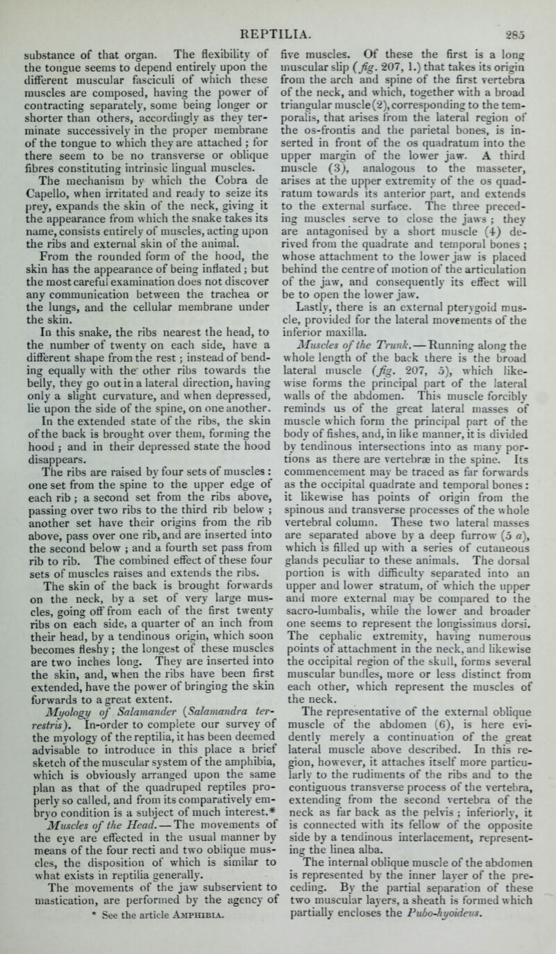 substance of that organ. The flexibility of the tongue seems to depend entirely upon the different muscular fasciculi of which these muscles are composed, having the power oi contracting separately, some being longer or shorter than others, accordingly as they ter- minate successively in the proper membrane of the tongue to which they are attached ; for there seem to be no transverse or oblique fibres constituting intrinsic lingual muscles. The mechanism by which the Cobra de Capello, when irritated and ready to seize its prey, expands the skin of the neck, giving it the appearance from which the snake takes its name, consists entirely of muscles, acting upon the ribs and external skin of the animal. From the rounded form of the hood, the skin has the appearance of being inflated ; but the most careful examination does not discover any communication between the trachea or the lungs, and the cellular membrane under the skin. In this snake, the ribs nearest the head, to the number of twenty on each side, have a different shape from the rest ; instead of bend- ing equally with the other ribs towards the belly, they go out in a lateral direction, having only a slight curvature, and when depressed, lie upon the side of the spine, on one another. In the extended state of the ribs, the skin of the back is brought over them, forming the hood ; and in their depressed state the hood disappears. The ribs are raised by four sets of muscles : one set from the spine to the upper edge of each rib ; a second set from the ribs above, passing over two ribs to the third rib below ; another set have their origins from the rib above, pass over one rib, and are inserted into the second below ; and a fourth set pass from rib to rib. The combined effect of these four sets of muscles raises and extends the ribs. The skin of the back is brought forwards on the neck, by a set of very large mus- cles, going off from each of the first twenty ribs on each side, a quarter of an inch from their head, by a tendinous origin, which soon becomes fleshy; the longest of these muscles are two inches long. They are inserted into the skin, and, when the ribs have been first extended, have the power of bringing the skin forwards to a great extent. Myology of Salamander {Salamandra tev restris). In-order to complete our survey of the myology of the reptilia, it has been deemed advisable to introduce in this place a brief sketch of the muscular system of the amphibia, which is obviously arranged upon the same plan as that of the quadruped reptiles pro- perly so called, and from its comparatively em- bryo condition is a subject of much interest.* Muscles of the Head. — The movements of the eye are effected in the usual manner by means of the four recti and two oblique mus- cles, the disposition of which is similar to what exists in reptilia generally. The movements of the jaw subservient to mastication, are performed by the agency of * See the article Amphibia. five muscles. Of these the first is a long muscular slip (fig. 207, 1.) that takes, its origin from the arch and spine of the first vertebra of the neck, and which, together with a broad triangular muscle(2),corresponding to the tem- poralis, that arises from the lateral region of the os-frontis and the parietal bones, is in- serted in front of the os quadratum into the upper margin of the lower jaw. A third muscle (3J, analogous to the masseter, arises at the upper extremity of the os quad- ratum towards its anterior part, and extends to the external surface. The three preced- ing muscles serve to close the jaws ; they are antagonised by a short muscle (4) de- rived from the quadrate and temporal bones ; whose attachment to the lower jaw is placed behind the centre of motion of the articulation of the jaw, and consequently its effect will be to open the lower jaw. Lastly, there is an external pterygoid mus- cle, provided for the lateral movements of the inferior maxilla. Muscles of the Trunk. — Running along the whole length of the back ihere is the broad lateral nmscle (fig. 207, .5), which like- wise forms the principal part of the lateral walls of the abdomen. This muscle forcibly reminds us of the great lateral masses of muscle which form the principal part of the body of fishes, and, in like manner, it is divided by tendinous intersections into as many por- tions as there are vertebr£e in the spine. Its commencement may be traced as far forwards as the occipital quadrate and temporal bones: it likewise has points of origin from the spinous and transverse processes of the whole vertebral column. These two lateral masses are separated above by a deep furrow (o a), which is filled up with a series of cutaneous glands peculiar to these animals. The dorsal portion is with difficulty separated into an upper and lower stratum, of which the upper and more external may be compared to the sacro-lumbalis, while the lower and broader one seems to represent the longiasimus dorsi. The cephalic extremity, having numerous points of attachment in the neck, and likewise the occipital region of the skull, forms several muscular bundles, more or less distinct from each other, which represent the muscles of the neck. The representative of the external oblique muscle of the abdomen (6), is here evi- dently merely a continuation of the great lateral muscle above described. In this re- gion, however, it attaches itself more particu- larly to the rudiments of the ribs and to the contiguous transverse process of the vertebra, extending from the second vertebra of the neck as far back as the pelvis ; inferiorly, it is connected with its fellow of the opposite side by a tendinous interlacement, represent- ing the linea alba. The internal oblique muscle of the abdomen is represented by the inner layer of the pre- ceding. By the partial separation of these two muscular layers, a sheath is formed w hich partially encloses the Pubo-hyoideus.