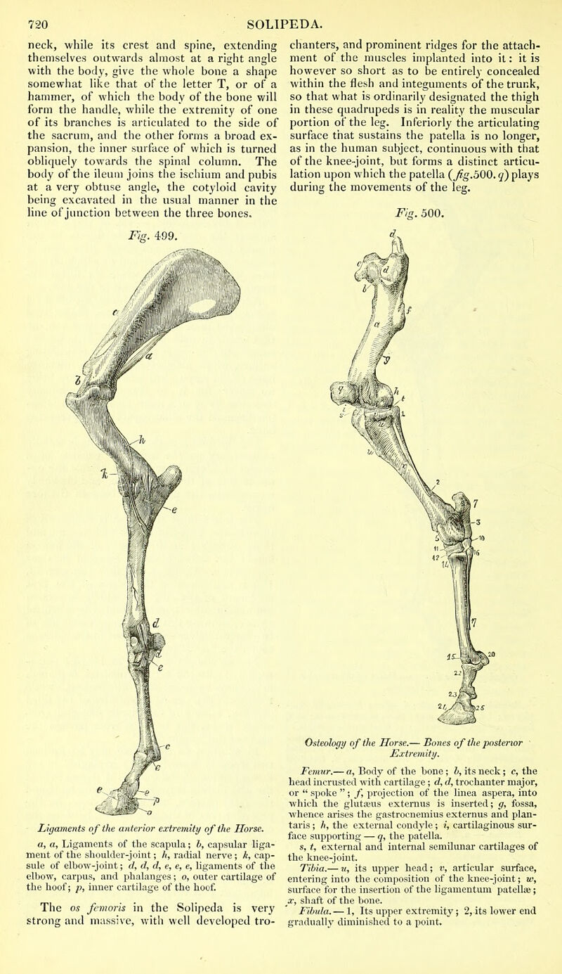 neck, while its crest and spine, extending themselves outwards almost at a right angle with the body, give the whole bone a shape somewhat like that of the letter T, or of a hammer, of which the body of the bone will form the handle, while the extremity of one of its branches is articulated to the side of the sacrum, and the other forms a broad ex- pansion, the inner surface of which is turned obliquely towards the spinal column. The body of the ileum joins the ischium and pubis at a very obtuse angle, the cotyloid cavity being excavated in the usual manner in the line of junction between the three bones. Fig. 499. Ligaments of the anterior extremity of the Horse. a, a, Ligaments of the scapula; b, capsular liga- ment of the shoulder-joint; /(, radial nerve; k, cap- sule of elbow-joint; d, d, d, e, e, e, ligaments of the elbow, carpus, and phalanges; o, outer cartilage of the hoof; p, inner cartilage of the hoof. The os femoris in the Solipeda is very strong and massive, with well developed tro- chanters, and prominent ridges for the attach- ment of the muscles implanted into it: it is however so short as to be entirely concealed within the flesh and integuments of the trunk, so that what is ordinarily designated the thigh in these quadrupeds is in reality the muscular portion of the leg. Inferiorly the articulating surface that sustains the patella is no longer, as in the human subject, continuous with that of the knee-joint, but forms a distinct articu- lation upon which the patella (Jig.500.q) plays during the movements of the leg. Fig. 500. Osteology of the Horse.— Bones of the posterior Extremity. Femur.— a, Body of the bone; b, its neck; c, the head incrusted with cartilage; d, d, trochanter major, or  spoke ; /, projection of the linea aspera, into which the gluteus extenius is inserted; g, fossa, whence arises the gastrocnemius externus and plan- taris ; h, the external condyle; i, cartilaginous sur- face supporting — q, the patella. s, t, external and internal semilunar cartilages of the knee-joint. Tibia.— u, its upper head; v, articular surface, entering into the composition of the knee-joint; w, surface for the insertion of the ligamentum patella?; x, shaft of the bone. Fibula.— 1, Its upper extremity; 2, its lower end gradually diminished to a point.