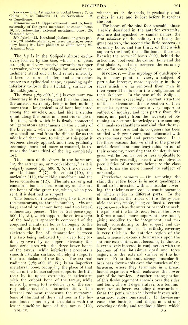 Tarsus.— 3, 5, Astragalus or cockal bones; 7, os Calcis; 10, os Cuboides; 11, os Nayiculare;, 12, os Ciuieiforme. Metatarsus.—14, Upper extremity, and 15, lower extremity of the great metatarsal or cannon bone. 16, 17, rudimentary external metatarsal bone; 20, Sesamoid bone. Hind-foot.—22. Proximal phalanx, or great pas- tern ; 23. Middle phalanx, or lesser pastern, or coro- nary bone; 24, Last phalanx or coffin bone; 25, Sesamoid bone. The leg is in the Solipeda almost exclu- sively formed by the tibia, which is of great strength, and very massive towards its upper extremity, where the ridges for muscular at- tachment stand out in bold relief; inferiorly it becomes more slender, and approaches nearer to a cylindrical shape, expanding again inferiorly to form the articulating surface for the ankle joint. The fibula (Jig. 500. 1, 2.) is even more ru- dimentary in its development than the ulna in the anterior extremity, being, in fact, nothing more than a long spiculum of bone implanted among the muscles, and laid like a slender splint along the outer and posterior angle of the tibia, with which it is firmly connected by ligamentous attachments in the vicinity of the knee-joint, whence it descends separated by a small interval from the tibia as far as the middle of that bone, to which at this point it becomes closely applied, and then, gradually becoming more and more attenuated, is to- wards the lower third of the leg completely lost. The bones of the tarsus in the horse are, 1st, the astragalus, or  cockal-bone, as it is vulgarly named (Jig. 500. 3, 5.), the os calcis, or  heel-bone  (7), the cuboid (10), the navicular (II), the middle cuneiform and the lesser cuneiform (12). The internal or great cuneiform bone is here wanting, as also are the bones of the great toe, which, when pre- sent, it is destined to support. The bones of the metatarsus, like those of the metacarpus, are three in number,— viz. one large central or cannon bone, and two lateral rudimentary pieces. The central piece (fig. 500. 14, 15.), which supports the entire weight of the body, is apparently composed of the conjoined metatarsal bones belonging to the second and third smaller toes; in the human skeleton the line of demarcation between the two being indicated by a deep longitu- dinal groove: by its upper extremity this hone articulates with the three lower bones of the tarsus; while inferiorly it presents a smooth articular surface, whereby it supports the first phalanx of the foot. The external rudiment (fig. 500. 16, 17.) is an imperfect metatarsal bone, occupying the place of that which in the human subject supports the little toe : by its upper extremity it articulates with the cuboid bone of the tarsus, while inferiorly, owing to the deficiency of the cor- responding toe, it forms no articulation. The internal rudiment represents the metatarsal bone of the first of the small toes in the hu- man foot: superiorly it articulates with the lesser cuneiform bone of the tarsus (12), VOI,. IV. whence, as it descends, it gradually dimi- nishes in size, and is lost before it reaches the foot. The bones of the hind foot resemble those already described in the anterior extremity, and are distinguished by similar names, the first phalanx of the solitary toe being the great pastern, the second the little pastern or coronary bone, and the third, or that which supports the hoof, the coffin bone : there are likewise the sesamoid bones (20), behind the articulation, between the cannon bone and the first phalanx, and also between the coronary and coffin bones (25). Myology.— The myology of quadrupeds k, in many points of view, a subject of particular interest, more especially in those races which are far removed from man in their general habits or in the configuration of their skeleton. In the case of the Solipeds, owing to the exceedingly aberrant structure of their extremities, the disposition of their muscular system becomes a very important subject of inquiry, and it is partly from this cause, and partly from the necessity of ob- taining an accurate knowledge of the anatomy of animals so valuable to mankind, that the my- ology of the horse and its congeners has been studied with great care, and delineated with extraordinary zeal and perseverance. It is for these reasons that we shall in the present article describe at some length this portion of their economy, premising that the details here given will be found more or less applicable to quadrupeds generally, except where obvious peculiarities of structure belong to the class which forms the more immediate subject of our study. Panviculus earnosus. — On removing the skin, the entire body is in most quadrupeds found to be invested with a muscular cover- ing, the thickness and consequent importance of which varies in different parts. In the human subject the traces of this fleshy pan- nicle are very feeble, being confined to certain regions,— such as the anterior part of the neck, the palms of the hands, &c.; but in the horse it forms a much more important investment, giving mobility to the integument, and ma- terially contributing to the support and de- fence of various organs. This fleshy covering is very thick in the anterior region of the neck, whence it extends downwards upon the anterior extremities, and, becoming tendinous, is extensively inserted in conjunction with the tendons of the latissimus dorsi and teres major, into the external surface of the hu- merus. From this point strong muscular fi- bres pass downwards over the muscles of the fore-arm, where they terminate in a broad fascial expansion which embraces the lower part of the fore-leg. Another strong portion of this fleshy tegument spreads over the sides and loins, where it degenerates into a tendino- membranous layer, extending downwards as far as the penis, which it likewise invests with a carneo-membranous sheath. It likewise en- cases the buttocks and thighs in a strong covering of fleshy and tendinous fibres, which 3 A