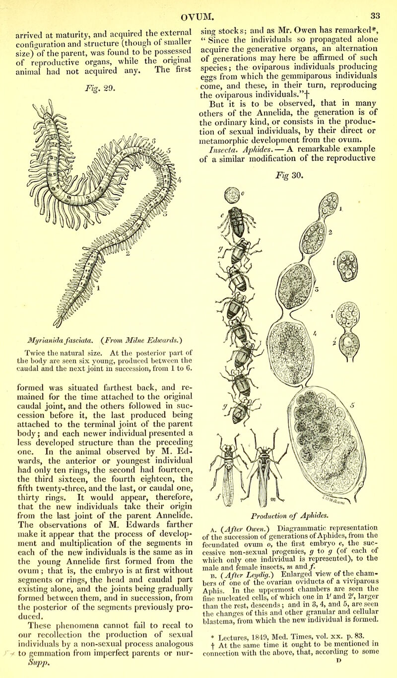 arrived at maturity, and acquired the external confii^uration and structure (though of smaller size)'ol'the parent, was found to be possessed of reproductive organs, while the original animal had not acquired any. The first Fig. 29. Myriaiiida fasciata. (^From Milne Edwards.) Twice the natiu'al size. At the posterior part of tlie body are seen six young, produced between the caudal and the next joint in succession, from 1 to 6. formed was situated farthest back, and re- mained for the time attached to the original caudal joint, and the others followed in suc- cession before it, the last produced being attached to the terminal joint of the parent body; and each newer individual presented a less developed structure than the preceding one. In the animal observed by M. Ed- wards, the anterior or youngest individual had only ten rings, the second had fourteen, the third sixteen, the fourth eighteen, the fifth twenty-three, and the last, or caudal one, thirty rings. It would appear, therefore, that the new individuals take their origin from the last joint of the parent Annelide. The observations of M. Edwards farther make it appear that the process of develop- ment and multiplication of the segments in each of the new individuals is the same as in the young Annelide first formed from the ovum ; that is, the embryo is at first without segments or rings, the head and caudal part existing alone, and the joints being gradually formed between them, and in succession, from the posterior of the segments previously pro- duced. These phenomena cannot fail to recal to our recollection the production of sexual individuals by a non-sexual process analogous / y to gemmation from imperfect parents or nur- Supp, sing stocks; and as Mr. Owen has remarked*,  Since the individuals so propagated alone acquire the generative organs, an alternation of generations may here be affirmed of such species; the oviparous individuals producing eggs from which the gemmiparous individuals come, and these, in their turn, reproducing the oviparous individuals.f But it is to be observed, that in many others of the Annelida, the generation is of the ordinary kind, or consists in the produc- tion of sexual individuals, by their direct or metamorphic development from the ovum. Insccta. AjMdes. — A remarkable example of a similar modification of the reproductive Fig 30. Production of Aphides. A. (After Owen.) Diagrammatic representation of the succession of generations of Aphides, from the fecundated ovmn o, the first embryo e, the suc- cessive non-sexual progenies, g to g (of each of which only one individual is represented), to the male and female insects, m and/. B. {After Lex/dig.) Enlarged view of the cham- bers of one of the ovarian oviducts of a viviparous Aphis. In the uppermost chambers are seen the fine nucleated cells, of which one in V and 2', larger than the rest, descends; and in 3, 4, and 5, are seen the changes of this and other granular and cellular blastema, from which the new individual is formed. * Lectures, 1840, Med. Times, vol. xx. p. 83. t At the same time it ought to be mentioned in connection with the above, that, according to some