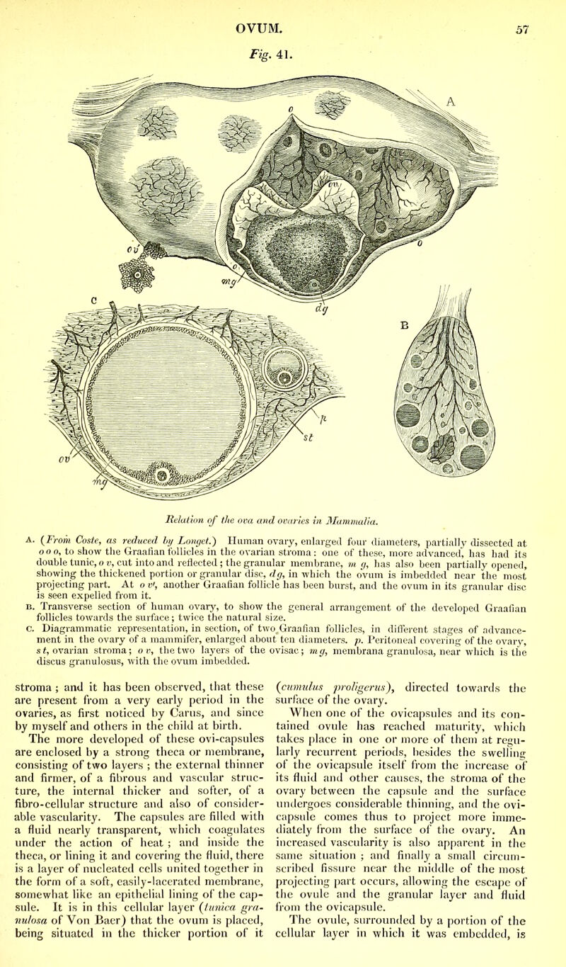 OVUM. 37 Fig. 41. Rdatkw. of the ova and 0V(Ci-ics in Mammalia. A. (F)-om Coste, as reduced hy Longet.) Human ovary, enlarged four diameters, partially dissected at ooo, to show the Graafian follicles in the ovarian stroma: one of these, more advanced, has had its double tunic, o i>, cut into and reflected; the granular membrane, m _r/, has also been partially opened, showing the thickened portion or granular disc, f/<7, in-which the ovum is imbedded near the most projecting part. At o vi, another Graafian follicle has been burst, and the ovum in its granular disc is seen expelled from it. B. Transverse section of human ovary, to show the general arrangement of the developed Graafian follicles towards the surface; twice the natural size. c. Diagrammatic representation, in section, of two^Graafian follicles, in different stages of advance- ment in the ovary of a mammifer, enlarged about ten diameters, p. Peritoneal covering of the ovary, si, ovarian stroma; o v, the two layers of the ovisac; mg, membrana granulosa, near which is the discus granulosus, with the ovum imbedded. Stroma ; and it has been observed, that these are present from a very early period in the ovaries, as first noticed by Cams, and since by myself and others in the child at birth. The more developed of these ovi-capsules are enclosed by a strong theca or membrane, consisting of two layers ; the external thinner and firmer, of a fibrous and vascular struc- ture, the internal thicker and softer, of a fibro-cellular structure and also of consider- able vascularity. The capsules are filled with a fluid nearly transparent, which coagulates under the action of heat ; and inside the theca, or lining it and covering the fluid, there is a layer of nucleated cells united together in the form of a soft, easily-lacerated membrane, somewhat lii<e an epithelial lining of the cap- sule. It is in this cellidar layer (//mica gra- nulosa of Von Baer) that the ovum is placed, being situated in the thicker portion of it (cunnihis ]tro]igei-us), directed towards the surface of the ovary. When one of the ovicapsnles and its con- tainetl ovule has reached maturity, which takes place in one or more of them at regu- larly recurrent periods, besides the swclliiiff of the ovicapsule itself from the increase of its fluid and other causes, the stroma of the ovary between the capsule and the surface undergoes considerable thinning, and the ovi- capsule comes thus to project more imme- diately from the surface of the ovary. An increased vascularity is also apparent in the same situation ; and finally a small circum- scribed fissure near the middle of the most projecting part occurs, allowing the escajjc of the ovule and the granular layer and fluid from the ovicapsule. The ovule, surrounded by a jiortion of tlie cellular layer in which it was embedded, is