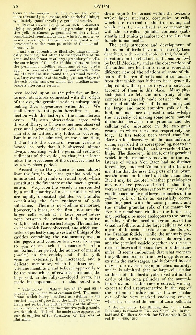 focus at the margin. e. The ovisac and ovum more advanced; o, v, ovisac, with epithelial lining; V, minutely granular yolk; g, germinal vesicle. F. Part of an ovule of of an inch in diameter highly magnified: v, minutely granular or primi- tive yolk substance; g, germinal vesicle; z, thick consolidated membranous layer which formed a ve- sicular covering for the primitive ovule, and which con-esponds to the zona pellucida of the mammi- ferous ovule. I and K are intended to illustrate, diagrammati- cally, the view, that after the disappearance of the zona, and the formation of larger granular yolk cells, the outer layer of the cells of this substance forms the permanent vitelline membrane of the bird's egg; V, d, remains of minutely granular yolk, form- ing the vitelline disc round the germinal vesicle; s, g, large corpuscles of the yolk; v, m, outer layer of the cells of the same, on which the vitelline mem- brane is afterwards formed. been looked upon as the primitive or first- formed structures connected with the origin of tlic ova, the germinal vesicles subsequently making their appearance within them. We shall return to this point hereafter in con- nection with the history of the mammiferous ovum. My own observations agree with those of Barry, as I have sometimes observed very small germ-vesicles or cells in the ova- rian stroma without any follicular covering. But it must be admitted, at the same time, that in birds the ovisac or ovarian vesicle is formed so early that it is observed almost always coexisting with the germinal vesicle or rudiments of the ovule ; so that, if the latter takes the precedence of the ovisac, it must be by a very short period. According to Barry, there is seen almost from the first, in the clear germinal vesicle, a minute distinct granule or round spot, which constitutes the first state of the macula germi- nativa. Very soon the vesicle is surrounded by a small quantity of a clear fluid in which are rapidly deposited globules or granules constituting the first rudiments of yolk substance. There is no vitelline membrane, however, in birds, at the first; nor are the larger cells which at a later period inter- vene between the ovisac and the primitive yolk, formed in the earliest stage. The smallest ovisacs which Barry observed, and which con- sisted of perfectly simple vesicular linings of the cavities containing the rudimentary ova, in the pigeon and common fowl, were from to of an inch in diameter.* At a somewhat later period, the number of maculae (nuclei) in the vesicle, and of the yolk granules externally, had increased, and a delicate membrane, which he describes as vitelline membrane, and believed apparently to be the same which afterwards surrounds- the large yolk in the fully-developed ovum, has made its appearance. At this period also * Vide loc. cit. Plate v., figs. 18, 19, and 22 of pigeon; figs. 23 and 24 of common fowl. The mem- brane which Barry described as vitelline in the earliest stages of growth of the bird's egg was pro- bably not so, but the outline merely of the albumi- nous substance in which the primitive yolk granules are deposited. This will be made more apparent in our description of the formation of the ova of Batrachia. there begin to be formed within the ovisac a set^ of larger nucleated corpuscles or cells, which are external to the true ovum, and which may be considered as corresponding with the so-called granular contents (sub- stantia and tunica granulosa) of the Graafian follicle in mammalia. The early structure and development of the ovum of birds have more recently been described, with considerable detail, from ob- servations on the chaffinch and common fowl by Dr. H. Meckel*,; and as the observations of this author have led him to take a somewhat different view of the relations of some of the parts of the ova of birds and other animals from that which has hitherto been generally adopted, it will be proper to give a particukr account of them in this place. Many phy- siologists have felt the incongruity of the comparison generally made between the mi- nute and simple ovum of the mammifer, and the large and more complex yolk of the bird, and most are disposed to acknowledge the necessity of making some more marked distinction between the granular and the cellular yolk substance in the two great groups to which these ova respectively be- long. It has before been stated, that Von Baer on his discovery of the mammiferous ovum, regarded it as corresponding, not to the whole ovum of birds, but to the vesicle of Pur- kinje. The discovery, in 1834, of the germinal vesicle in the mammiferous ovum, of the ex- istence of which Von Baer had no distinct knowledge, induced Valentin and others to maintain that the essential parts of the ovum are the same in the bird and the mammifer. But it may be doubted whether physiologists may not have proceeded further than they were warranted by observation in regardingthe vitelline membrane and large corpuscles of the yellow yolk of birds as essentially corre- sponding parts with the zona pellucida and the smaller granular yolk of the mammifer. For the membrana vitelli of the bird's egg may, perhaps, be more analogous to the outer- most layer of the membrana granulosa of the Graafian foUicle, and the large cellular yolk to a part of the same substance or the fluid of the Graafian follicle; while the minutely gra- nular yolk in which the cicatricula originates and the germinal vesicle together are the true representatives of the small ovum of the mam- mifer. It seems undoubted, that what we term the yolk membrane in the fowl's egg does not exist in the early stages, and is formed indeed only as the ovarian egg approaches maturity, and it is admitted that no large cells similar to those of the bird's yolk exist within the cavity of the zona pellucida of the mammi- ferous ovum. If this view is correct, we may expect to find a representative in the egg of the bird and of other animals having similaf ova, of the very marked enclosing vesicle, which has received the name of zona pellucida * See his paper. Die Bildung der fur partielle FUrchung bestimmten Eier der Vcigol, &c., in Sie- bold and Kijlliker's Zeitsch. fiir VVissenschaft. Zool. vol. iii. p. 420, 18&2.