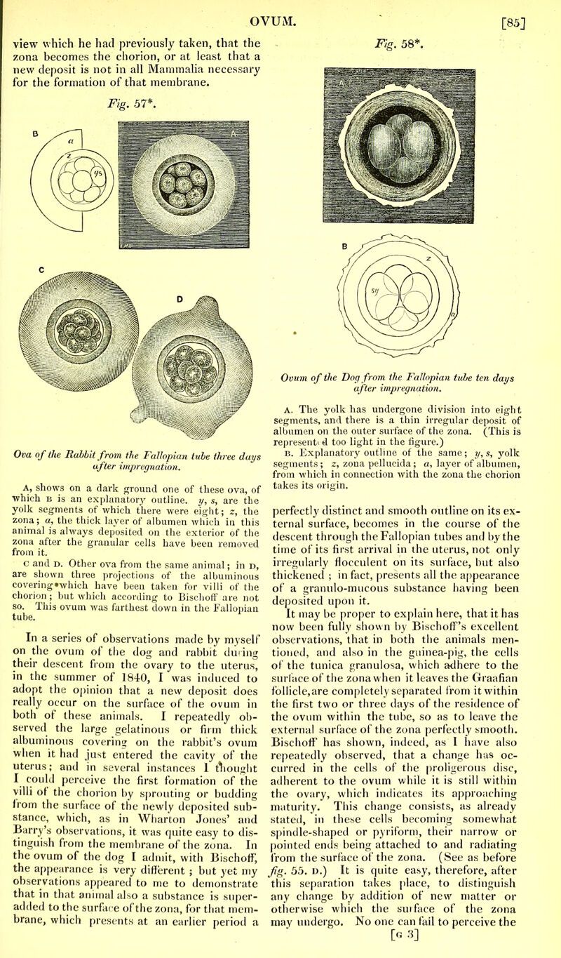 [85] view which he had previously taken, that the zona becomes the chorion, or at least that a new deposit is not in all Mammalia necessary for the formation of that membrane. Fig. 37*. Ova of the Rahhit from the Fallopian tube three days after impregnation. A, shows on a dark ground one of these ova, of ■which li is an exphinatorj' outline, y, s, are the yolk segments of which there were eight; z, the zona; a, the thick layer of albumen which in this animal is always deposited on the exterior of the zona after the granular cells have been removed from it. c and D. Otlier ova from the same animal; in d, are shown three projections of the albuminous covering»which have been taken for villi of the chorion ; but which according to Biscboff are not so. This ovum was farthest down in the Fallopian tube. In a series of observations made by myself on the ovum of the dog and rabbit during their descent from the ovary to the uterus, in the summer of 1840, I was induced to adopt the ojiinion that a new deposit does really occur on the surface of the ovum in both of these animals. I repeatedly o!)- served the large gelatinous or firm thick albuminous covering' on the rabbit's ovum when it had just entered the cavity of the uterus; and in several instances 1 tTiought I could perceive the first formation of the villi of the chorion by sprouting or budding from the surface of the newly deposited sub- stance, which, as in Wliarton Jones' and Barry's observations, it was cjiu'te easy to dis- tinguish from the membrane of the zona. In the ovum of the dog I admit, with Bischoff, the a[)pearance is very different ; but yet my observations appeared to me to demonstrate that in that animal also a substance is super- added to the surface of the zona, for that mem- brane, which presents at an earlier period a Fig. 58*. Ovum of the Dog from the Fallopian title ten days after impregnation. A. The yolk has undergone division into eight segments, and there is a thin irregular deposit of albumen on the outer surface of the zona. (This is represent! d too light in the ligure.) B. Explanatory outline of the same; y,s, yolk segments; r, zona pellucida; a, layer of albumen, from which in connection with the zona the chorion takes its origin. perfectly distinct and smooth outline on its ex- ternal surface, becomes in the course of the descent through the Fallopian tubes and by the time of its first arrival in the uterus, not only irregularly floccnient on its surface, hut also thickened ; in fact, presents all the a|)pearance of a granulo-mucous substance having been deposited upon it. It may be proper to explain here, that it has now been fully shown by BischofF's excellent observations, that in both the aninials men- tioned, and also in the guinea-pig, the cells of the timiea granulosa, which adhere to the surlace of the zona when it leaves the Graafian lbllicle,are completely scparateil from it within tiie first two or three days of the residence of the oviun within the tube, so as to leave the external surface of the zona perfectly smooth. Bischoff has shown, indeed, as 1 have also repeatedly observed, that a change has oc- curred in the cells of the proligerous disc, adherent to the ovum while it is still within the ovary, which intlicates its approaching maturity. This change consists, as already stated, in these cells becoming somewhat spindle-shaped or pyriform, their narrow or pointed ends being attached to and radiating from the surface of the zona. (See as before fg. 55. D.) It is quite easy, therefore, after this separation takes place, to distinguish any change by addition of new matter or otherwise which the surface of the zona may undergo. No one can fail to perceive the